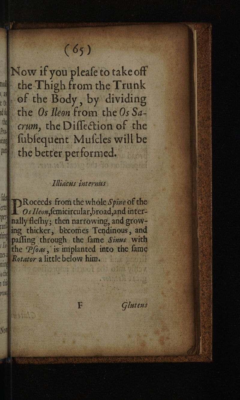 Now if you pleafe to takeoff - the- Thigh from the Trunk |. of the Body , by dividing _the Os Ileon from. the Os Sa- } erum, the DifleCtion of the a) fubfequent. Mulcles will be the betrer performed. 3 robs Pate ran dE ae 25% : Ran FE ae: Mies ee p PRAT Fy es Bc estes a FoF ae See. Sones tal ae Sis? eae se act Pe Sat ee ee Thiacus internus Glutens