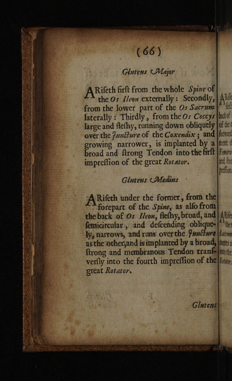 j A Rifeth firft from the whole Spine of | + the Os Jlcow externally: Secondly,| from the lower part of the Os Sacrum | laterally : Thirdly , fromthe Os Coccys' large and flethy, running down obliquely fof te over the funiture of the Coxendix ; and jforntt erowing narrower, is implanted by aft! broad and ftrong Tendon into the firlt | Fonin impreffion of the great Rotator. pared fe | preffon Giutens (Medins | A Rifeth under the former, from the] forepart of the, Spine, as alfo from theback of Os Iveon, flefhy, broad, and] Aki femicircular, and defcending ' oblique) the ly, narrows, and runs over the Puncture \Sirm asthe*ocher,and is implanted by a broad, tones; {trong and membranous Tendon: tranfe}itto te verlly into the fourth impreffion of the [fir great Rotator.