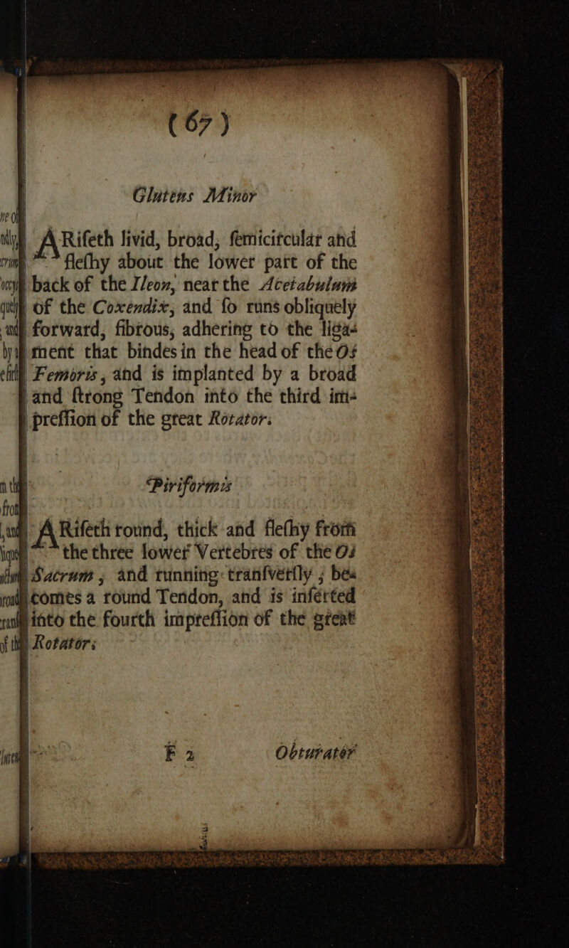, ARifeth livid, broad; femicitcular and i flefhy about the lower part of the | back of the I/eov, near the Aceiabulam git OF the Coxendix, and fo runs obliquely adh forward, fibtous, adhering to the liga | &gt; that bindesin the head of the Os | Femorvs , and is implanted by a broad }and {trong Tendon into the third im- ; preffion of the great Rotator: Piriform » A Rifeth round, thick and flethy frort inte the three lower Vertebres of the 02 | Sacrum ; and running: tranfvetily ; bes icomes a round Tendon, and is inférted binto the fourth impreflion of the great Rotator: Obturater