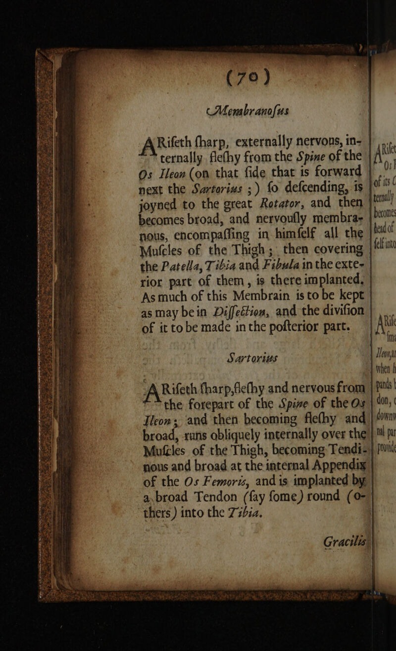 ‘Menabranofus ternally. flefhy from the Spine of the Os Ileon(on that fide that is forward next the Swrtorius ;) fo defcending, is joyned to the great Retator, and then becomes broad, and nervoufly membra- nous, encompaffing in himfelf all the . Ake iP Os! bof its ( ternal | becomes head of | felf inte Asmuch of this Membrain is to be kept asmay bein Diffection, and the divifion of it tobe made in the pofterior part. Sartorius ARifeth fharp,flefhy and nervous from “the forepart of the Spine of the Os Tleon, ‘and then becoming flefhy and broad, runs obliquely internally over the Mufcles of the Thigh, becoming Tendi- nous and broad at the internal Appendix of the Os Femori, and is implanted by “thers ) into the 77bia. | AR {mn | Leon when pands | don, downy | nal pa J, prow |