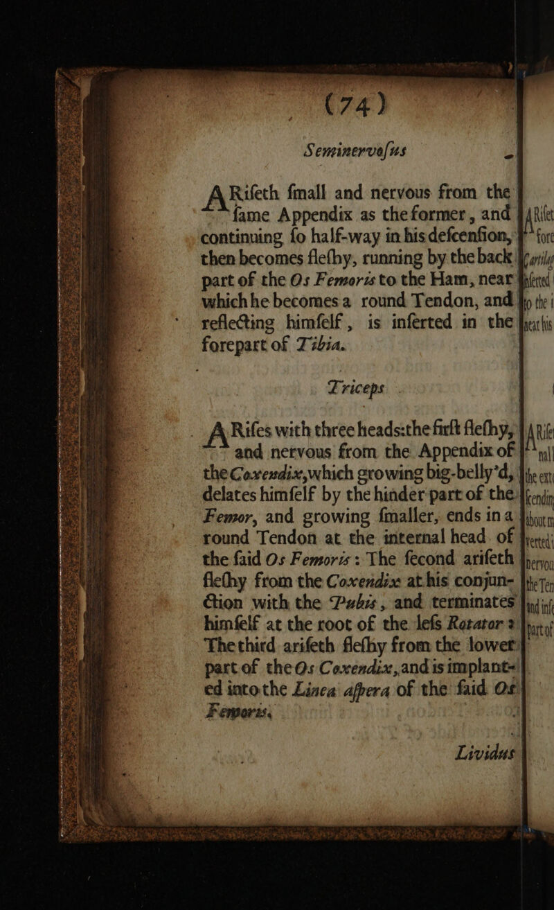 S eminervo/? Us i Rifeth fmall and nervous from the} fame Appendix as theformer, and | continuing fo half-way in his defcenfion, } then becomes flefhy, running by the back Jeyils part of the Os Femorz to the Ham, near} whichhe becomes round Tendon, and fo the reflecting himfelf, is inferted in the fuartis forepart of Tibia. Triceps . A\Rifes with three heads:the firlt flefhy, 7 and nervous from the. Appendix of | the Coveudix,which growing big-belly’d, ftp on, delates himfelf by the hinder part of the {fonji, Femor, and growing fmaller, ends ina Iihurn round Tendon at the internal head. of frre the faid Os Femoris: The fecond arifeth poor, flethy from the Coxendix at.his conjun= }y}.7-, ction with the Pubes , and terminates fi himfelf at the root of the lefs Revator # fy Thethird arifeth flefhy from the lowet'} partof the Os Coxendix,and is implant-|| ed into the Linea afpera of the faid Os) Femorn.