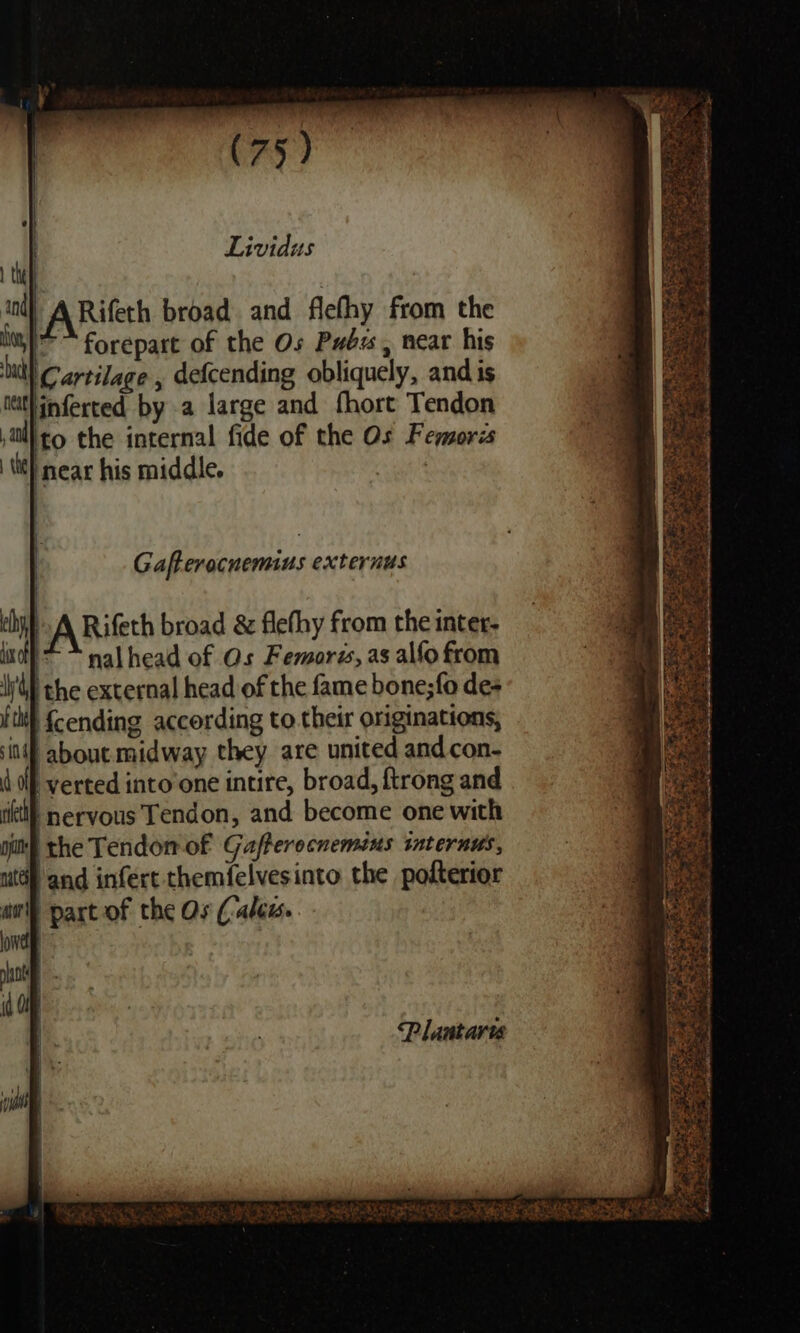 ind) A Rifeth broad and flefhy from the mo i forepart of the Os Pubu , near his itl Cartilage , defcending obliquely, and is ieithinferted by a large and fhort Tendon sitll to the internal fide of the Os Femorés lit! near his middle. | te ASE ee caer S 4 a: aS ha ee ae ENE, ey, ee ee Ae Cet ana at Sr ees. FP PRL ks Ten Se Oe St coef | G af-erocnemmus externus | ch (A Rifeth broad &amp; flefhy from the inter- incl - ~ nalhead of Os Femors, as alfo from l'Gh the external head of the fame bone;fo des f th Hfcending according to their originations, ‘if about midway they are united andcon- olf, verted into’one intire, broad, {trong and etl nervous Tendon, and become one with pith) the Tendon of Gafferocnemeus internus, utd and infert themfelvesinto the pofterior -partof the Os (alam. Plantar Ke siharae SEMEN TT ee ee ge RH Vie S REPS aE te CSF Re EN Sean 4