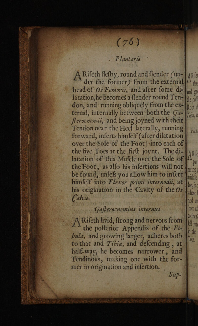 Plantarzs der the former} from the external fterocnemiz, and being joyned with their ((alcis. Gafterocnemius imteruus Siup- to theg Fe int