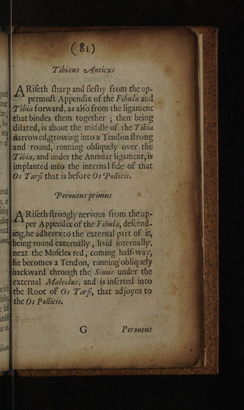 bt ae O80) Tibieus eAnticus | . ut A Rifeth tharp and fiethy from the up- vat{._., Petmolt Appendix of the Fibula and tet Tibia forward, as alfo from the ligament jay that bindes them together ; then’ being ‘fd | dilated, is about the middle of. the Tibia | darrowed,erowing into’ Tendon ftrong ' jand ‘round, ‘ronning obliquely over. the |Z zbia; and under the Annular ligament, fs limplanted into the internal fide of that }Os Tarfi that is before Os Pollicés. | ernal j,i ch) A Rifeth ftronely nervous from the up- lms <> per Appendix of the’ Fidz/a, defcend- md Hing,he adheresico the external part of it, “i being round externally’, livid internally, next the Mufcles red, coming half-way, the becomes a Tendon, running obliquely ‘Pbackward through the Sims under the _pexternal AZa/eolus, and'is inferted into ti ithe Root of Os Tarfi, that adjoyns to a ithe Os Pollicis. inf | a G Peroneus i i PP eroneus primus a HT