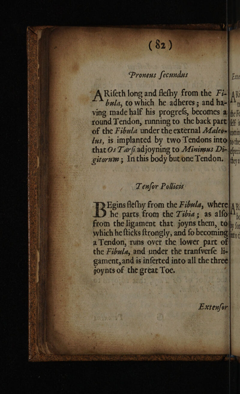 Proneus fecundus A Rifeth long and flefhy fromthe Fi- ~~ bula, to which he adheres ; and ha+|* ving made half his progrefs, becomes a’ round Tendon, running to the back part of the Fibula under the external AZaleox nin ius, is implanted by two Tendons into} tt, that Os Tar fi adjoyning to AZinimus Di- gitorum ; inthis body butone Tendon, TZ enfor Pollicss Be flefhy from the Fibula, where}, p SD he parts, from the Tibia; as alfoy') from the ligament that joyns them, top‘ which he fticks ftrongly, and fo becoming}, a Tendon, runs over the lower part of| the Fibula, and under the tranfverfe li- gament,and is inferted into all the three joynts of the great Toe. |