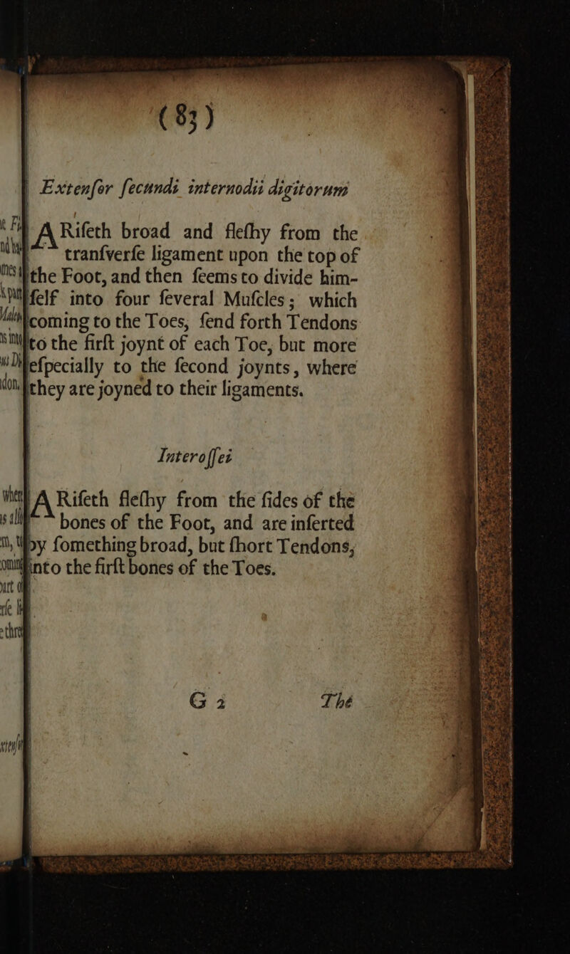 ‘Fi A Rifeth broad and flefhy from the Wii sranfverfe ligament upon the top of MS the Foot, and then feems to divide him- Mth fel into four feveral Mufcles; which “alt coming to the Toes, fend forth Tendons Keo the firft joynt of each Toe, but more \efpecially to the fecond joynts, where “oul they are joyned to their ligaments. Interoffec Rifeth flefhy from the fides of the ~~ bones of the Foot, and are inferted il, Woy fomething broad, but fhort Tendons, onutiiinto the firft bones of the Toes. ’ Pec RES , BEER SS tea