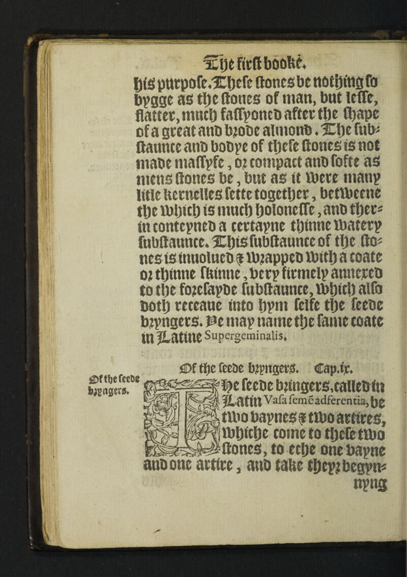 fjfg purpofc,Xljcfc (tones be notottiej fo bpggc as tbe Hones of man, but leffe, flatter, mneb faflponeb after tbe fbape of a great anb bjobe almonb ♦ Xfle fub* ftaunce anb bobpe of tbefe Hones is not ntabe maiTpfe, o? compact anb foftc as mens Hones be, but as it mere man? title HerneUes fette together, bettbecne tbe mbicb is much boloncffe, anb tbec* in contepneb a certapne tbinne fbaterp fubfiauuce* Xbts fnbflaunce of tbe Ho* nes is inuolueb $ mjappeb tbitb a coate o? tbinne flflnne, berp firmelp annereb to tbe fo^efapbe fubHaunte, Vbbicb alfo both receaue into bpnt felfe tbe feebe bzpttgers. Pc map name tbe fame coate in Hatnte Supergeminalis. SDf tfje feebe bjpitgers. Cap.tr. ^)ftljefCC66 b^2 tigers. t^e feebe b;ingers,caflebin fLfttt'tl Vafa femeadferentia, MS tmo bapnes $tmo actfres, IPf Vbbicbe come to tbefe ttbo § Hones, to eebe onebapne anb one artire, anb tabe tbepjbegpm npng