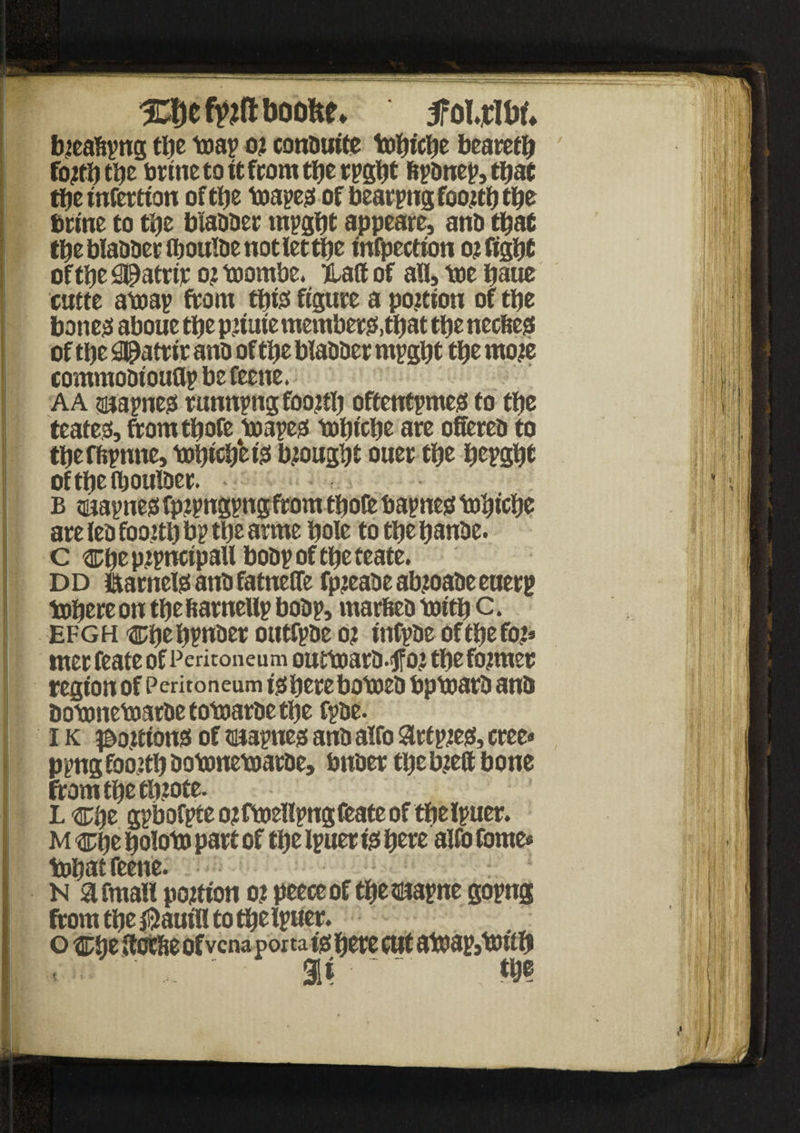%ljcfy?ftbooHe» 5fol4W* bteaftpng tljc toap o? conbuite tobicbe beared fotfb tbe brine to it from tbe rpgbt ftpbnep, tljat tbe tnferrton oftlje toapegi of bearing foojtbtbe brine to tbe blabber mpgbt appeare, anb that tbe blabber fboulbe not let tbe tnfpection o? fight of tbe ^atrir o? toornbe. matt of all, toe baue cutte atoap front tbte figure a portion of tfje bone# aboue tbe p?tute members, that tbe necfteg of ti)e Spatrir anb of tbe blabber mpgbt tbe mote commobiouttp be feene. A a suapneg running foojtb oftentpmess to tfjc teates, fromtbofe mapeg topicbe are offereb to tbefftpnne, tt>bicb‘eiss brought oner tbe bepgbt oftbelboulber. • *■ b tmapneg fpjpngpngfrom tbofe bapneg tolM'cfje are leb foottb bp tl)e arme bole to tbe banbe. c ®bepjpncipallbobpoftbeteate. D D l&arnelsf anb fatneffe fpteabe ab?oabe euerg tobereon tbe ftarnellp bobp, marfteb icottb c. Efgh cbebpnber outfpbe o? tnfpbe of tbe fo?* met feate of Peritoneum outtoarb-lfo? tbe former region of Peritoneum igberebotoeb bptoarb anb bobwetoarbe totoarbe tbe fpbe. I k ^ojtionsf of tmapneg anb alfo artpteg, cree« ppng foo.ttb bobonetoarbe, bnber tbebjett bone from tbe tb?ote. L cbe gpb ofpte o? ftoellpng feate oftbe Ipuer. M cbe boloto part of tbe Ipuer fa bore alfo fame* toboi feene. N afmail ponton o? peeceof tbesuapne gopng from tbe $auill to tbe Ipuer. o cbe ttocfte of vena porta fa here cut atoap,b)fib