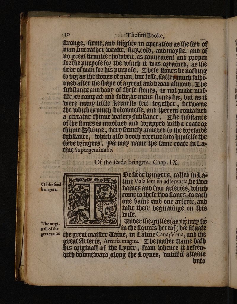 Avonge, firme, and mighty in operation asthe ted of Iman ,butvather weake, fup,coid,. andmopiic, andvf no great firmitie sbotwbeit, as convenient and peoper foz the purpote fo2 the which tt mas ozdained, asthe fede ofman fo2 bis purpole. hele Rones benotbing fo big as the ftones of man, but lelle,latteranuch falhi- oned after the thape ofa great and beoad almond, he {ubiance andbodp of thele fones, ts not made mak —«Gicyoecompad and fofte,as mens ftones bee, but as tt ~ Inere many little Kernelis {ett together , betwene _ the wbubismuch bolownelle, and theretn contained a cevtatne thinne waterpitubliance, Whe {ubftance ofthe ones ts inuolucd and izapped witha coate og thinne Skinne, herp iirmelp annexed fo the foeclaide fubftance, iwbich alto dooth receiue into hintelfethe feoebeingers, Me map name the fame coate iwilae tine Supergeminalis. padi COP portions > Of the feede bringers. Chap. 1X). )0) Fa ighay: ——— Defedebeingers, called iniLas - orncnea 1 x1] fine Vala fem en adferentia,be tino B 37 bringers, 1) NAR payee || cometo thete two flones,itocach POSS || ONE Daine and one arterte, and (ES) ee theiv. beginninge on this ife, | nallofthe “ in the figures bereot ) be tituate grearvaine fhe greatmatter Maine, tr Latine CanacVena, and the great Arterie, Arteriamagna. Thematter Came path bis oztginall of the Lpucr., from whence tt oelcen- — Rethooneward along the Lopnes, dntiilit go ae, = ==, »s.. Se ee a