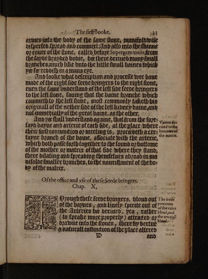 . . om: SP NPY pe PITTI ELE APO RERELIAE _ETITENLSLL ICED Sg CLE GR a rane EGGS SS . . ato “The firtBooke. 133 avmesinto the bodp of the fame tione; amanifolowite difperted,tpeead and commurt:dnd alfo mto the tiinne o2coucr otibe fone, calicd befoge Supergeminalisfromt thelapoebzapded bodte, be thevederinuedmanpémall beanchesmuch like ontothe ttle {mall bainesmbich pete resdifh inamansepe, ernie SET) } » Sndlooke what defcription and peocetie wee haug - mabe of {be right fide feene beingers to the vight fone; cuen the fame vnderiand ofthe lett fine feede bzingers totheleftione, fauing that the baine beanche hich commethto the left fone, molt commonly takethbis oztginall of fhe nether fine ofthe lettiitoney batne,and nolinunediatiy of thegrveathaine, asthe other, an Ano pe Hall tnderlandagame, thatérom the foze= ys acc faph dapne and artevic oftach de, at the place Were civedtonhe ther Suit contundion o2mecting is, peocedeth acer: boromect tapne beanch of the baye, alloctate with the arteric, wbich both patie foeth Logetbher to the found ozbottome ofthe mother oz matrix ofthat fide where tbep fand; theve dilating and {pzeading themfelues abzoadinama nifoldefmnaller beanches, tothe nourihment of thebo: dp ofthe matrix, | z pineal Shee Ofthe office'and vfe.of thefeSeede ringers, < Chap. X, SFO VEN SOD. ind esine 7978 Dough thee feee beingers, Hloud out The teede { r jot tbe bapnes:y and linelp {pivite ont of Porte A the Arteries be deviued, pea , rather bloud,and son. (to dpeake mozeneoperip) attraded nz oh PES Bad 1959,| D2atwne nfo the ftones,, thereby sertue BS enacts oannampeaitar bakeeteD bens and : Saree oe D |