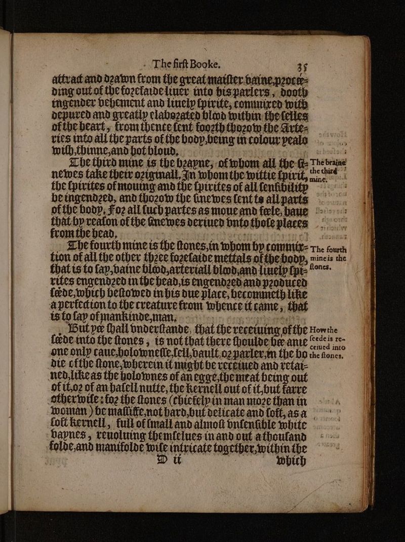 — Seed ee SE » The firftBooke. — 35 attvad and dzaton from the great mather baine-peocer- bing outof the fozcladeltucr tnto bisparicrs , dooth mgender bepement and linelp {pirite; comuixed with depured and greatip clabszated blond within thetelles ofthe beart, fromtbencefent foozththoznw the dvte- _ ries into all the parts of the boop,being invcolour pealo wih, thinne,and bot bioun, Hae ely ; abe thivd mine ts the beapne, oftobom all the-G: Th braine newes take thetr oziginall, Jin whomtbhe wittie fpivtt, we fhe (pivites of moutng and the {pirites of all fenkbititp betngendzed, and thozow the inewes {ent te all parts ofthe boop, Foz alltuch partes asmoucand fele,baue °> that bp reaton of the Gnewes dertucd onto {hole places fromtbebead, ; ’ Ch, tits , Chetourth mine ts the fones,in whom by. commiit= The sourch tron of all the other thzce fozetatde mettals ofthe boop, ey 7 that ts to fap, datne blod,arteriall biwd,and linelp fpr rites engcndzed in the bead, ts engendgedand peoduced (ede, which beltomed in bis due place, beconuneth like apevitdion to the creature from whence it came; that ts to fap ofmankinde,man, . . 1 TRG ac , Wutpe Hail vnderitande, that the recetuing of fhe Horne fede into the tones , ts not that there thouloebe.ame “ee# one onip cauc,bolomnefie.feil,bault.o2parier.tn the DD the ftones, die ofthe fone, wherein it nught be veceiued and retat- of it,02 of anbatell nutte, the kernell out of it,but favre Noman ) be mafliffe not bard,but delicate and foft, asa tofthernell, full of {mall and almot bnfentible white tohich