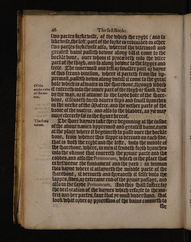 .of che ma- Atrix, vatnes, 4G. ~The firftBooke. two partes fockewile, of the which the rpybt (and to likewele,thelett)part ofthe fozke ts rediuided tn other two partes foztiewtte allo, whereof the bitermolt and greatelt bate patleth done along til it come to the bockigbone, oucrwbhont tt peocedetp into the biter part of the (higb, and {o along dotvine to theleggesand feele. Lhe tunermoft and iettoz fmaller part o2 bapne of this{econd dtuthion, where if parteth fromthe pp- permott,patleth down along onteil tf come to the great Dole which ts alwates tn the thavebone,thzough wbich boote of the matrix, andallo to the bladder, as pe map elbarehapnes take their beginning at the tnfige ofthe aboue named hppermott and greatet bame,cuen at the place where tt begiuneth to patle ouer the bockle bone, from whence thts Lippe is devtucd on each fide, thatts both the right and the iette, onto the middie of into tbe skinne that couereth the petute parte and the codbes,and alfo the Periconcum, whtch ts the place that isbetincene the fundament andthe pard: in woman this bapne where tt attapneth the middie parte of the tharebone, tf deriueth andfpzeadeth if telfc bute the lappes, fides,o2 extreame endofthe petute patlare, and alfoin the fapde Peritoneum, Andtbhis hall {uficefo2 {oe declaration of the bapnes which refozte to the ma- trix and ber partes, faue that pe mult bnderttand, that look what ozder og peoretiion of the bains rae Ga: e ——— ee