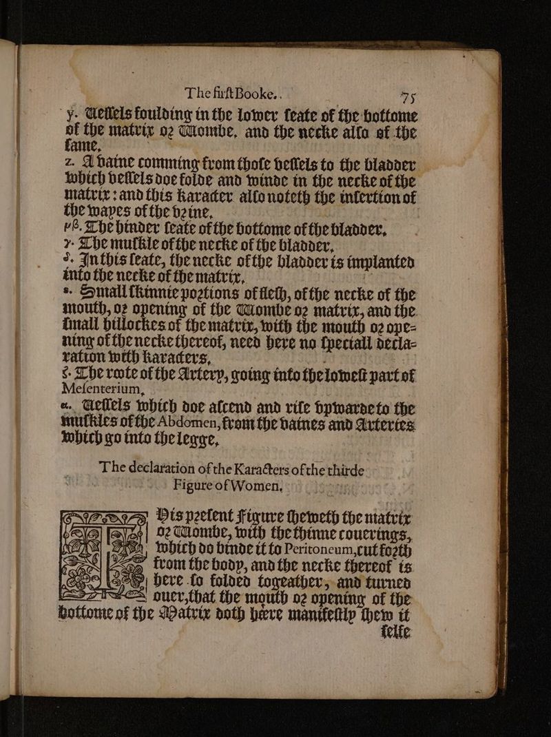 -¥- Geilels foulding tn the lower feate of the bottome MS {he matrix o2 Wombe, and the neeke alfa af the ame, | z. Ahatne comming from thote betlels to the bladder lobtch detlels doe folde and winde in the necke of the matrix : and this Kavacer alto noteth the mlertion of the wapes ofthe beine, ve. The hinder feate ofthe hottome of the bladder, 7 Che muttile ofthe necke of the bladder, o. Inthisleate, thenecke ofthe bladder ts tmplanten ento Lhe necke of the matrix, OS Small fkinnte pogtions of Aeth, ofthe necke of the mouth, o2 opening of the Tombe os matrix, and the. dial Dillockes of the matrix, with the mouth 02 ope- ning ofthe necke thereof, need here no {peciall declac ratton with havaders, dd tpe 7 s- Tbe veote of the Artery, going into fhelomelt part of Melenterium, «. Ueflels which doe alcend and vite bpwaroeto the muftics of fhe Abdomen, from the hatnes and Arteries wich go tnto thelegye, The declaration of the Karaters of the thirde FigureofWomen,. were Vispeelent Figure hemeth the matrix Vee | 22 Wombe, with thethinne coucrings, 2, Tobich do binde tt to Peritoneum,cut forth trom the bodp, ana the necke thereot ts » Herve fo folded toyeather, and turned oucr,that the mouth o2 opening of the e Matrix noth herve manifettip ae > 4