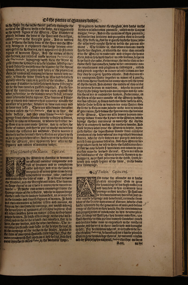 it uetferof#atci]c toidjin tOc boDp, as tt apDcacetb totbenpntf) figuceoftj)e^^atcijc.ct»c 23labDect3 placeD bcttowic tb? bom of tbc (bate anb tbc arfgwt, cattcD^'i-«o?tb^ ftcepsbt gutte * SBnbin toomen ttijf.'bcittgefn ft enplanteb ttoo longe brpneo coins mpngcfca tbe tipDmj»e8,asit appeacetb tn Kecono ftgutc of lnonmi3 fbape/3ln0 tbe names oftbept ttbobepnc3,aeccaUcb of moftc teiptecs ?>ri>Mci,oi els btpngpnge toptb diem tbe brpne oj piffe fpom d)c bpbnepes ttitatbe blaDbce,fobi^ p,iuie= tpmcSjddmes^o: ppies anb boles of tbcpaiinfcles tbfte,bp anatttrallmauprtg bettoenc tuntclc anb ttis nfcle.a.tbtrs tbe brine fpnbctban imtcanbfofaUetb puwelptntotbe cauftteojpttcfcoftbe blather. Klnb tbe mote f blabber fs f ulfplleb toptb b?pnc ^ Urcpgbs ter be dje ttoo tumcles p^efleb togetber. f oz tbe bo¬ les of dje tumclcs are not tbe one euen agapnft tbe ofter,? tbeefoze, be tbe blabber neiier fo ftiU, pet map none cebonnbe batbe agapne.Cbe fottrme of $ blab* beets toimb anb tontepnetbfn quantitte almodetbe mearurc of a ppteber, botobett in fome men mote anb biforiicmen leffe * Cbcrearealfofoittibettoootbec bepnes calleb tbe , that is to Tape, tbe feebe bezels, anb tbep comefrome^»«fWw bjpn* gpnge from tbence bloube fnto tbe tellftles oz Hones, afteellfnmanasfntooman, tntobomebpfertbee be- geftion ft fs fn man mabe fparme, that fs to fape,tbe feebe of nature,anb tbepbe put to tmicbe outtoarbes becatifetbeteflf ties are toftboute.iSutfn toomen it I ii* d fn,as ft apeapetb betc after.^nb nett to tbe befTtcle fs ftne tbe 30ateic,as ft appearetb here after fn tbe Ipguees anb tables of iDomans bobpe. ^ ' ■ ’■ ' ' ' iJmfoloipethoftheMdtrix. Capit.xyi. ]^e^attf)eojcbambze fn toomanfs an (rfftciall metnbze' ebnipottnbe anb ftifl of fpnotues anb fn compleefon ilc^bc anbbzpe,anb ftfs tbeboufcoz treceptacle of mans generation being _, bzbeprteb to receane, tabe, tonferne anbnomp^rtbeiebeof man. Jtisfitnatbetteme tbei5laDber,anb tbelfrepgbtentratles.Cbe fourme oz (bape tberof fs as fttoere a mansparbe ttimeb in* feiarbeH batbe ttooarmescommpnge frame tbe •%pnge toppe of tefltclcs, tobicbe fn appjoebinge tbpdjet caffe furtb fonbzpe bjaimcbes, as pemape fee intbefeconbe anb fouetb figures of toamem 3t bad) faftttoocoflcatiitcsozbolotoe cedes anb nomojc,as farceas tpe canfpwbebp cuttfnge, not toftbftanbpng fbe bpucctptpe of opinions,of ccctapne tozpters; Sift all otber bealles b^fwt' a® manpe Cedes as tbepbanc nappe bcabes.It batb alfo a longe fiecfee Ipfee an b < rpnaliai^ fn dwnecfee tf batb ttoo moiitbes,tbat fs to toete,tbe one toftbfn, anb tbe o^er toptbotite*'®bf fn- iiiermbze Ipetli ftifte anb fade to tbe bealpe tbeceof,9j Iittbeiiipi5»age of fbe nec^tpfbe bealpe, Webefn Ibe ffme:ofciScepti6fb»tt«b Jtfsplaceb bettorttefbetbpgbrisij'^nbbafbfi mpbbes alafacteous pannfcle, calleb fn tbe Xiatpns tcngiic,2«#<g<>, ainb fn tbecceationof tbps panntcle,' tsfounbettoo btflftfes anbpiirpofes dfaticferuetb fo^Cbe firff etSjtbat bp ft goetb fo.ztbtbe b.ztne,tobf« facait « CbeCeconbe fs, tbattobanatooman boetb fpzebebertbfgbeSjftalteretbtbe apze ibatentretb into tbe ^atrijr to moberate anb temper tbe beate d;ere,anb inlpbctopfcbotbit in colb reafons,belpetci Itepe fozib tbe colbc,#ecbermo?e,tbe neefee tbatis be- ttoriietberettobmotitbeSjbatbeinbec concauttfe mas npe inuolutions atib pltgbtes o? folbinges, todeb anbpletteb together in nmnet of rofeleaues arebe# f ojie tbep be rppe oz fpjcbbe abzobe. 3[!nb tbepare afs ter conteptten fbutte togetber in mauec of a purfe, anb from tbence'ftirtb bo no mooze dpen tpd tbe tpme of djplbe bpztb.Kinb aboitte tbe intbble of tbts neebe be tertapne bepnes in maptens, tobpebe in tpme of tbepz fp^fle Ipinge tottb man are cojrtipte anb bp rea^ fentberofaretn mebfatelpt bjoben,:fet0ermoze,ni tbe(pbes of tbeotitermoutbe of tbe ^atrfjc toitbtn, are ttoo ttfltcle0,o3i Hones totdt ttoo feebe beflels alfo, tobitbe feebe belTels tn toomen are mozefbozter then of generatfon,(beb botonetbc fparme fnto tbe botome of tbe #atrfjr« Cbcte are ado bfuers bepnes com^ mpngebotone frome tbe}lpuer to tbe^atrp]C,tobfcb b?pngc tbptbec nutriment to nourpfbc tbe cbplbe tobple ft remapnetb tofdjfn tbe mothers toombe.3ilnb tbofebepnestobattpme the flpatrfjcfsbopbe,bzpn3 getb tbptber the fuperfluotis bloitbe from certapne membzes of the botiptoberof atcengenbjeO toomans flotires.toberbp tbeirbobpes are purgeb anb helps ttereb from grenous bifeafes .Inb dtps jJ^atripbe* pngetafeen furtb,toe bfc to Hptte dtefubHaimcetbees of tbattoe map bebolb f to.ztncbtes anb tntoarbe pars testbatmapebe btetoeb thereof, Cbereareadota tbefubHaunceof the fl^atrfpbptierfeffepnnesojims tozappers, as pc fbad percepue fn the fpftb, fpptb,fe fiefitb anb epgtb fpgurc of the fame, fntbeboobe here folotopnge, ' ^ /^OfEmhio. Cafitu-kyj. Bb notoe foz afimtcbe as ft bathe pleafeb almpgbtpc dSob to gene the bnotolebge of bis btgl) infHcrpes anb toozefees to bps creatures here Ipupnge tn tbps toozlbe: fbad not be bnconuement noz burtcful,bnt ras tber muebe belppnge anb beneftcfad,to touche fome z^at of the fecrete operation of iBaturej tobfebe <l5oD batbeo?bepneb foz dje generatton of man,anb belf nc < rpnge of cbplbzen tn dtps toodb, f o? the contfntiatince anb propagation of manhpnbe to bps beupne pleas fiire,fo longeas (bad Ipfee bps beutne maf eHpe* 'woc (bad tberfore fn this prefent f reatpfe fomtobat touch anbbeclarebotoe man fsengenbreb fntbe mothers totpfe, ;for beciarationtoberof jftfsfprRetobebes $foo to gene hnotolcbge thereof, bp naturall reafoti i^bp#tiflorbpbfenaf;HralU^»^»e tbetfe^ asfarre 3ll4f(f* ' ftstoe /u
