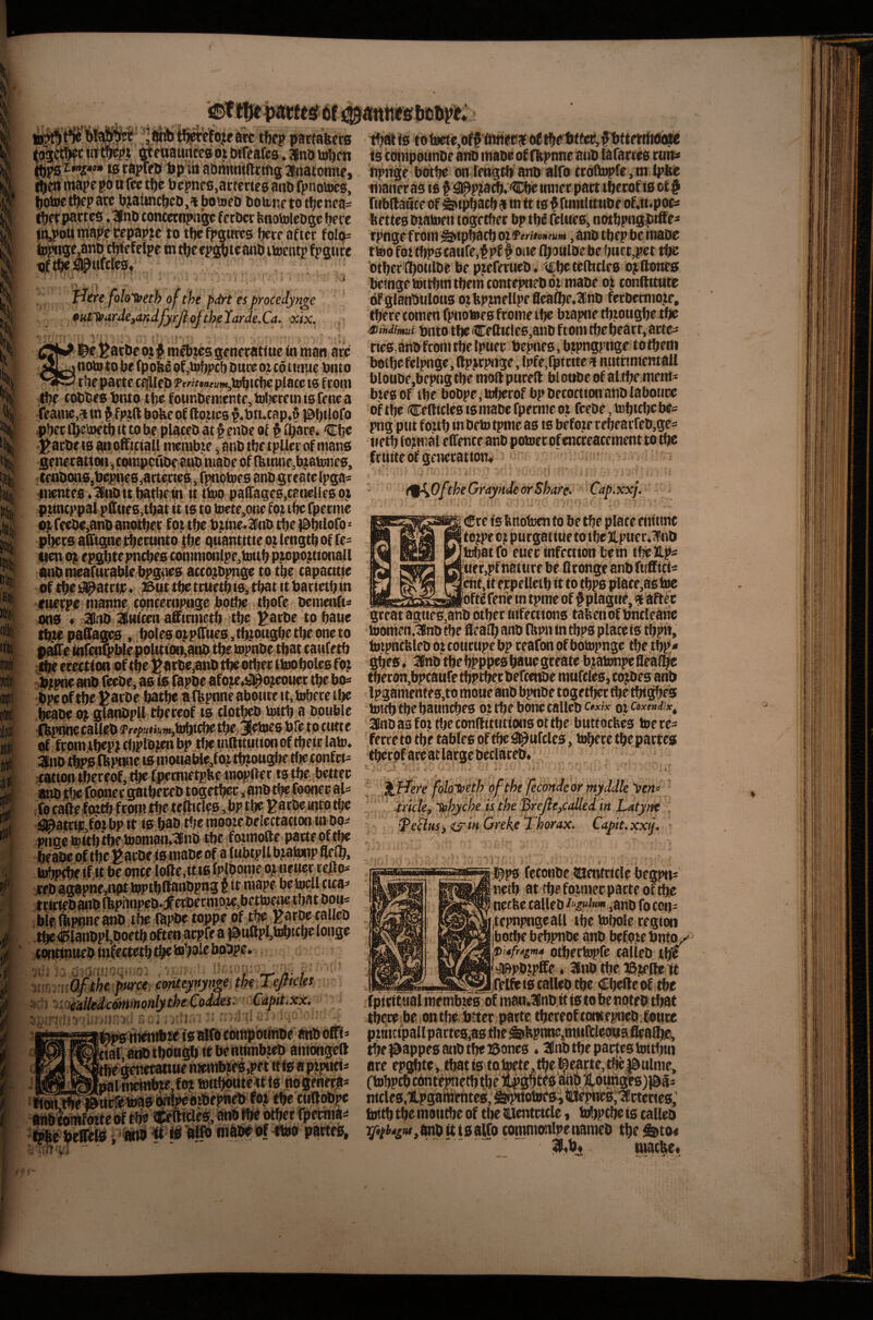 I >1 ''Hill il 'i W J, % ' r jWAiti^efoje^ tftep piatta&ers unces oj Wfeafes. 3lno to^ett ^P0te taprea bp ttt abmmiariftg s^naiomv, ^en mape po u fee t^e bcpnes.actcnes anu fpnouws, botnetbepace bj;aitnci|cO,abotDeo boiDnetotljenca' tberpattes ,3(nD concctnpagc fcrOcc feaotoleDgc berc in^oUmap'ewpapjse to tbefpgtiws betc after fola= topnge,anD cbfef - t)ftbe#ufclesy '*•' ' * ' ■ • -.j •. V . • ■ tJiTefoloTt!eth of the f)drtes firocedyn^e oia'^arde,andfyrJiofthfXardeXa-^ Xix. tnibtes generattue in man arc nototo be fpobe Qf,uibpcb burc ot cdttmie bnto tbepacte cffllcb ?fWf»iirMM,tobicbc place is from tbf ti^bea bnto tlje founbeniente, toijerem is fene a feainc,? in ffptft bobe of ftoiics f «bn.cap3 Pbilofo pber il^btetb tt to be pUceb at f enbe of § (bare. Cbe ^arbeisanofftetaU immb]ie ^anbtbetpUerofmans genecattoii ^ compctlbe anb nmbe of (btnne,btab!nes, tej^ons.bcpties .^rtertes i fpnbbjf s anb greate lpga= iincntes .Ulitbit batbeat it tbto pairages,caneUe6 o^t ptincppal pftttes,tbat it is to toete^one fot tbe fpermc oi fecbc,anb anoi^et f oi tbe btine.3l!nb dte ^^bilofo - tten atHtmearurablebpgi^s aecojbpnge to tbe capaettie bf tbe #atrijr« 25ut tbe truetb is, that it bartetb in tttetpe nianne conceniptige botbe ^ tbofe beraenfti ons « 3nb 3(ttifcen affinnetb «tbe ^arbe to bane tbte paffagi^ , botes o^plTues, tbtongbe tbe one to t^e itiren1^blepotttton,atib tbe topnbe that caufetb Mtm anb feebe, as is fapbe afo^e,#o^otiec tbe bO:> bpc of tbe ^arbe batbe a ijjpnne abotite it, tobere tbe b^be o> glaiti)ptt tbeteof ts ciptbeb toitb a bptible IbiHtnecaUeb iPr#p«i«m,bJbicbe tbet38eb>e6 bfe tP tntte of ftpmtbepjcbplbtcnbp tltetntfttutionoftbeirlato* ,fation tbercof, tbe Qwmtetpbe inopfter is tbe bettec iwib j^;e fotmergatbewb toget^c ipnb tbe^f^ fo cattefottbfroili tbe tejfttlep ,hp tbe Faroe intp tbe i^atrm'fm bp it is bab tfje inooie belectacton in bo^ pngetokb tbe tbotnan»'3nb tbe ;founoCte parte of ^ beabe of tbe Faroe is mabe of a UibtpU btatunp ^Ib, iobpfbe if it be onte loae.itts tpibonie ,tebag8pne,n^ipptbftanbpn3titaiapebe^llfica^ tcttiebanbfepftapeb*^erbermo3ie,bettoenc that boil* ,Wf,fltpnnebb>tbe fapbe toppe of t^^ Faroe tbe ^lanbpljboetb often acpfe a |0ti(b’l,bib5tbeionge contintteb infettetb tbe b»boie boope* m ui^ihe'fur^, '(onteynynge the Teftich ■ i ’^tys'alkdc^inoftheheCoddes- CaMt.xx. a • U teps it^te tsalfb compounbe anb offi* ttalVabbtbbtigb itbentimb?eb amongeft ^ .. ^ nogene^s (wlpeoibepneyo? tbe cnftobpc oitb toifoiteof tbe npW® ® t i'^b ft iJi Wft niftbrbf otoo partes. ibttt is to toete,of? fnnec j of tbebf fee, ^bttetrtMld« is coinpounbe anb tnabe of fitpnneatib lafarres ttm« fipn^e boitbe on fengcb anb alfo troftopfe, m Ipbe limner as is § a^p?arb.Cbe inner part tberofts ot# rtibilance of S^tpbacb $ in it ts $ fmulitttbe of.ti>pooi ftettesbtabien togrtber bptbefelues, notbpngptffe'* f pnge from ^tpbacb oi fentoneuM, anb tbep be tnabe ttoo fot tbps catire.f pf ^ one iboulbe be buct,pet tbe otbef (ibotilbe be pteferueb. cbeteihcles o^ftones beingeiottbtntbem tontepneb oi mabe oji tonftttute bfglanbtilotts otbptnellpefieaibe.^fnb ferbcmiote, there tomen fpnotees frome tbe biapne tbtoiigbe tbe .nihMms Onto tbe Ceftitle6,anb from tbe beatt, tics,anbfrom tbe fpuerbepnes.btpngpngetotbem botbefelpnge.ftpjrpnge, lpfe,rpt«tea mitnmentail bloube,bepng tbe moilpttreil blotibe of altbe mem^ btes of tbe bobpe,tirfterof bp becoctionanblabotire of tbe Cefficles is mabe fpermc ot feebe, tobtebe bcs png ptit foitb iti beta tpme as is befote tebearfeb,ge= tietb formal effenteanb potoerofencreacementtotbe fttiiteofgenecation# ' tfj^OftheGra^^ Cap.xxj. ^ (Cre is bnotren to be tbe plate enitmc I totpe o; purgattiieto tbe)lpuer«l!'nb fobatfo euer infection be in tbe lLp^ 'tier,pf nature be bronge anb fufficts frat,it ejrpeiletb it to tbps place,as toe _^ioftf fene m tpme of ^plague, 5 after great agties,anb other infections tabenof bncleane ioomen;i(Inbtbe beaibanb (bpa in tbps plate is tbpn, bnpncbleb ot courupe bp reafon of botopnge tbe tbp« gbes. 3nbtbebppprsbanegeeate btabmpefleaf^ tberon,bpcaufe tbptberbefeenbe mufcles, cotbes anb toitb tbe bann^es ot tbe bone talleb 01 coxeniix^ Inbas fot tfte conbittitions ottbe buttoebes toe re^ ferce to tbe tables of tbe ^ufcles, tobece tbe partes tbetof arc at large betlateb. 'ere foloyeth pfthe fecondeor inyddle ’Verto ‘.^riclefiphyonisyhe^hJle,caUe Latyne . X^cilusyi^inOrekedhorax. Capit.xx^. I^ps fetonbe UJenfricle begp«s netb at tbe fotmerpatte oft^ neebe talleb ,anb fo con- tepnpngeall tbe tobole region botbebebpnbe anb beCotebnto/' P'idfrAgmet otbertopfe talleb tbe aapbtpffe. ainbtbe 55i#>be if _Ijfeifr is talleb tbe €bebe of tbe fpiritttal membics of man*3^nb it is to be noteb tbat tbeccibe on tbe .btter parte tbeceoftontepneb.Coute :)} ' i'f- tbe)dappesanbtbe}5ones * 3nb tbe parfestottbtn are epgbte, tbatis totoete,tbe]tecarte,w|&ulme, Ctobpcb ebntepnetb tbe #8^ anpj,6^ nicies,UpganiiPbtcSjg^tofSjiilwpneS,^ toitb tbe motitbe of tbe nentrtcle t tobpebe is talleb V*/^4^»f,anbiti0alfo copiottlpenameb tbe &t04 2f<b* niacbe#