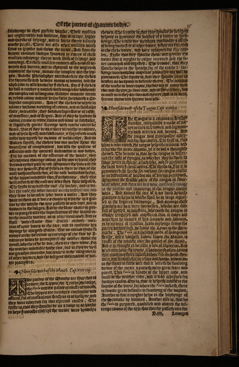 < ir folofepnge fit pjcfcnt toojcfte.Cficfi; rafifclcs ere rpgfite noble anb ftnfttiue, tfiat is to fape, Ipatjte enDfiuptbeof felpnQe,aitbto bucte tfiepnt eiifuetb itmtfiepcipll*Cbece arc atfo otficr murclcs toblcfi ferue to grpttbe anbefietoe tbcmcatc.lnb fronitbc btapnc coitintcn fonb^pe fpnofiics to cuerpe of tfiefe tnuftlcsciibupngc tbepm toitlj fenfeof fclpnge anb inoti|^nge,Co tbefe murclcs commcit alfo bpuerfe ar* terprs anb bepnesj anb in ctpecpall to tbc angles oit eouters of tfic epes, aboute tbc temples anb m ipp^ pes. 3tob tbc f^btlofopbcr attrtbutetb to tbe ebekes tbcfaptcnclTe anb betotpe toman ojtooman, anb tbc coplcjwon ts alfo fenotog bp $ ebekes, jf o.i tf ^ ebekes be ftiU 5 rubbpe s mcblcb tottb temperate t^ftenes: tbecomplcjrtonisfangutoe.Eubbpe totoarbe citrine e^peloto coloucaiibnotberpc fatte,betoknetb aco^ lotpcke completion. 31nb pf tfie ebekes be tobpte in coloure ioiitbout meblpng of rebnes, anb in rubftaiicc fatte, anb nefebe, tltep betoken riiperautsie of coUfe, of mopfture,anb of 8egme.3nb pf tbep be b^ouine in (olour,cttrine 0^ rebbe,tb tone anb leane in ftibfiarice, tt figniftetb gteatc btpenge toitb muebe colcrpcke beate.lSutpf tfjep be as it tocre bletupfbe in coloure, itob of b»tle 8ea(b anb fubfiaunce, it fpgntfietb mueb colbeanbb^petb bp nteanes of tnelaiuolpe. ifnb as ^utcen fapetb,tbe ebekes boe not onelpe (betoe tbe buierrptie of completions but alfo tbe qualitte of af^ettonanb tbe natttraU tnclinatton to anobobpe» j'ot bp meanes of tbe affection of tbe bearte , tbep becomeeptber paleoi reb.i^bieouertbe bones of tlje face arc bpuecfe.i’o^ eff ffjekes tbere be ttoo,of tbe note tottijoutfurtb ttoo, of tbc nofe tottbmfurtb tbie, oftbebppeemanbtbletl»o,f uctbenno?e, tbefe tbte toitbtofiirtb of tbe nofe arc after tbps fojte bitporeb» ber tbc natf>tbe other ttoo ate in eebe noffrpil one^aitb tbep feme toberoleb Ipke bnto a toafec * 38nb tbep touemtbemastt tocrea tanalcojabitcbe oja guta tut bp tbe tobiebe tbe apw paffetb in anb out e,ano is biatoeit to tbclottges.3kiD bp tbe fame canale o: gut* ter ispurgeb alfo tbe fupetauitfes of tbe bia{aie m* to tbc moutbe toatbes, as is a fo.ie menctoneb.^iib pt (bail bnbetffanbc that (©tiibo maketb men* ttonof npne bones m tbe face, anb to confirnie bps fapinge be allegetb <l5alen. i5ut toe can ncit fpnbe fo manpeintbe befection ojcHttprigeof tbe face bp natompebnlesbe accomptetb tbe neatbec ebatoerije iipntb,tobptbepfbefo boe,.then ace tbere feime.Jfto tbe neatber manbtble batbe ttoo, bnt to tbps toe topll not arcatlpe contenbe.bnt leaue tt to tbe tUbgeramte iC *.Wi* *h*l**^rf*M#’Ifiti rtF ft’C pjactpfecs* . Cap.xxxyif. i- l©c partes ofrtje Moutbe ate fpue tl^t t4i to toete,tbe JLtppeSitbe tceatbeitbtiou^, tbe^w^' anb tbc palate ot conffe of tooutbi Jcbelpppesarcmembjes confiinilat anb JiSalSof mufkulotts ffcaCb as is afojefapbe^nb tbep tocrcojbcpncb fot ttoo cfpcciall canfes. Cbe firtfte is that tbcp ffioulbc be as abbo je ojt anbatebe toerc fepooelpe cbetoeb.Cbe reronbe belpeep to pjontince tbe to#ef of bpbi’c in bpnge,iciie teattfe arc rnetobj^^^/fi^ti^t» wicb* ai being bacbeff of al btber bciri^tf, ^ wp. aret^f efl^ to tbc ebeke bones , anb toiere o?b%iebfoi tb^ecaff* fes* iFpifte tbatto^ (fioulbe cbetoe anb gnnibe tbb meate tbatit mpgbtebjeeafpec receaticb pup tbe fo;* net tobcafteb anbbigefteb i fetauoc> that tbep iboulbebeipeto tbe fpeacbe.foj pf tpe teatpe b?lac* kpngeouretoooibes mapenot plapnelpe noj toelibc p.tonunceb.€be tbp?beis,that tbep Cboulbeferue to beaff es as toeapons to befenbe tbepm. Cbe numb^ of tbe teatbe is bncertapne,fo? tbep ace to manp men ttoo anb tbpjtpe,in fomemoe, artb in fOme fetoec , but to moft men tbep are ttoo anb tbpupe,tbat is to toetCi fpttencaboueanbrpttenebcneatb* ' ^^Uer^folo'^tfh oftheTongw-Capi xxodxi; * -y/i ' ^ ilv'■ ^ - '- - ^ • ]^e Conguefs a carndusoi rtiembte, compounbe ^ make ofma= npe nettles oj fpnotoes anb ligamen* ,tes tottb arteries anb bepnes* 3!nb ';tbe tongue toas piincipallpe ozbep- _neb foj caufes.tEbe fpjft Is, that tobana man eatctb,tbe tongue belpetb to touene anb cbetoeb.'Cbe feconbe t8,tbat bptbe tongue is biftecs neb tbe tal^ of tfipnge0,astobetbec tbepbe ftoefep^ foto?e,bprt^cot(barpe#fa(b Ipkc, anb To piefentetb pionotmeeb tbc fpcc^,fottoitbout tbc tongue cotilbc be no bifttnetionbf tob^b'^no.i of bbpbcs peccepueb* :a0b?eotiec tbe ffeaCble parteif tbe totii^ ts Tbm^ to tbe motion anb tounipngc teape . 3lnb abbuteibe cote Of it ace fircb bpticrfc glanbpls o.tkptnelstobiebe IbaU beat large ^Ptef^ feb to tbe fpgtires.folQl^ngeInb pnionge tpeft glant^ls ace as it toiete ttoo toeltes, hJbicbe ape full Of fppttpll ottoopftucc, tobe^itb fe: tongue iS attoape fcinp'ereb anb niopftercb that tt htape fibjt ,toaFe,btoc,bp meanes of bps tratiaple mib laboure, M bp meanes of ereeffiue beate acpfpngc feome tbe partes toitbtofuctb,as febinc tpe toacke. ,^be is a nieinbie itiabc ofTpbngeous fea{be,anbit bangetb boitone frbme tbc;}&alate eg rotiffe of tbe moutbe ouertbe goiilet of tbe tbtote,; 3fiib It is tbougfit to be colbe $ btie of cbplerion.illnp toben liicii bauc f bt cckHne, it bappeiietbp^eh ,tpm^ tbto towtbtooplfiies faUefl)bbtonefrdtb^betibtb.e.o^ ttnto,anb fo taufetb itlb celare anb bange. bplon^to^ to tbe tbtott in fUebe totfe that it lettetb tbeftoatoing botone bf.tbe< meate fputtetbmcm great feare anti pacplt. Cbts K‘*‘*^* is bjoabe at tbe bppec enbe, anti fmall at ib>#atb« enbe i anb it bias btpe^eb foj funbtpecaufes*0pe4s,tbat>it bllto'ib'miitbcto tbe founbe of tbc bopce,fot tobere tbe lacketb, there is founbe great befatilte to foimbpiig of tbe tootbes^ Inotberistbatitmpgbtebelpe to the bopbpnge or tbe^tomake bp bomites, Another alfo is,tbatbpi the is ptepareb,qualifieb anb abateb the bi(« tempermmee of the ap|e that tberebp paffetb into the ^ a54tll. '