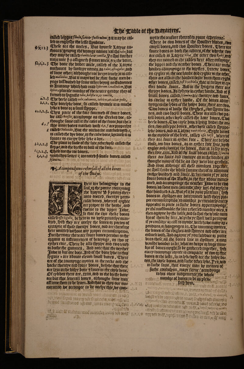 IcD ill englpOjc tfje lenrc fl){)nbciir. ifjcii? anclfs* JBtit tipncrfrXdtpiie au* ^ tf)oucs(grupns tfjitojongc nanic0)caltijc^o/oi.lut (t)Q> map bp cailcb *i»i*icuU & f urtl^f t ., mo,Knotct<i)aflignftfj^Mmcrantlp,55ctbPbttcr, ci)p bonctbebnocr anflp,tallrb of tbc )Latp«c autboups bp runbippnamp0,aB taius,<ijiriiiths^^\i of fome otber(aUb6uglK not bcrpt true lp)it is caU feO i»4//«/jij,j5nt it })(that futbc nwn be ■ pngp biflfloabPb bp feme otbrr bppiig no (lubientes fn 3BnatOrap'ibbiCb bob teab Sfbertm.i.malUehntJ^\;iX- Sfhera plutalp minibiP of tbe nr ut rc genbje tbep af f irmcb to fpgnifte oj^er cauilld^ <•♦^♦5 ICIK bCf If CnIlfD calxjdUattm^ calcis tSjCt calcdrpcilis^ ; Cbc botelpbf bone, fo taUcb.bptaufp itis nuKbo Ipbra botp ot a fnial (bpppe* cbps parte of tbe fote fotirmeb bf font e bones^ toe call^i’-»'/’w,acfoibpnge as tbe dPeebesboe, al* tbongbe fome tall it tbe rafet of tbe foore,but tbefc tbjte inner bones marbeb toitb arepjoperlpe £ talleb tbe outtoarbe marbebtoptb^, is calleb tbe bpe bone^ot tbe cube bone^bpeaufe it is fqiiace on enerpe fpbe Ipbe a bpe* Cbe plant btfoble of tbe fote,otbertopfe callebtbe Reppe,anbtbeb?elfcozbaUoftbcfote* I ^befc ace tbe toe bones, . ■ ■, witbtbps lettee 4 arenotebf finale bones calleb Je/dJmnd, L ' • . ... com^endyous reht^all of all the hones ofthe'Bodyes^ * i mere are beloogpnge to tbe jrtul.oj tbe panne tbntepning tbe b^pne lb § partes tbec.« unto anereb, ttoentpe pertis cular bones, tobereof epgbte are pioper to tbe beabc, anb ttoelue to tbe bppec ^Jatoe, _ __ ^^^fo that tbe ttoo tbebe bones calleb be here in no topfepjtiuatlpenunis biebjTptb tbep are onelpe tfie featesot pactesof cectapne of ^fe ttoentpe bones, anb are tberef oze bereoniittebtoitbotitanp proper circuinfcripticHi jfurtbemioie tbereare fouce bones pecubec to tbe organs o? inflruinentes of bearjHige, as itoo at fptbereare,Cbece be alfotbpjtpe anb ttooteatb tnbotbetbe gunnnes. 3inb note tfiat tbe neptber 3|atoe is but one bone,Unb of tbe bone Ipbe to this fpgure v are aboute eleuen fraall bones, Cbere are of tbe toumpnge iopntes in tbrneebe anb tlje bacbe ttoentpe anb foure bones, befpbe that there aretp]Ceintbebolpe bone pifourein tbe taple bone, jDf rpbbes tbere are,ririiii,anb tn tlze bzetfe bone ore but tbjie feuerall bones, altbougbe fdnte men affirme them to be feuen*3llnb that in tbps our nu<' meration toe accoingte to be onelpe %e,toe come Of m tjipttetbccenfliretbetebffb pbure ejcprrtfnce: i^bere be ttooboitesof tbe fboulberblabesjttoo tanpll boneSjanb ttoo fboulber bones, tlbere are foure bones in both tbe cubites.of tbe tobpt^ ttoo are calleb in3Latpne>/»<,ibe other ttoo V»/,8nb tbep a re nanieb in tlje tables here after enfupnge tbe bpperanbtbencatber bones .Cbeteareintbe baiibes abiopnpnge to tbe hgptles, fprtene bones' as epgbte m tbe onebanbe anb epgbte at tbe otber’ there are alto in tbe banbesnepte bnto them ep^ other bones,calleb^^'‘f^%tbat is to fape in ep* tberbanbe foure, 3fnb in tbe fpngers there are ^PKpe bene0,380 fpftenefneptberbanbc*3!nb off finall bones calleb7?A>wiMare ttoentpe anb foure, as ttoeluf in eptber banbe, tbe bones abiopV ' *; ;■{ f r/' ■ .OK -I- Ctoo bones of botbe tbe tbpgbes, ttoo Cbpnneboi nes, anb ttoo focpll bones,Cbere acealfo ttoo pa^ tell bones^otbectopfe calleb tbe bnee bone6,(Cto(ii beele bones.Ctoo tuple bones Iping bnbertbeani tles,ttoo infieppe bones, otbertopfe calleb £bpppc« Ipke bottes,anb inxarpne »>''«««/'«»■<, Cpgbt boneS in tbe mpbbleoftbefeete, calleb #> , tobereof tbep are fourein eptber fote. Cberearebefpbd tbofe, ten fote bones, as in eptber fote fpue.top* epgbte anb ttoentpe toe bones, that is to fap in epi tber fote,riitt.3lnb dftb^ final bones caileby^/^w/Mi tbere are foure anb ttoennpe as intbe banbes,all tbougbehiaiipof tbf beas tbep toerebut grpfiels,' Stub thus abbpngc all tbefe numbzes together, pe {ball fpabetbetobolcftimmetbcrof to abraotint totbtf bunbjeb anb fottre,a)Cbereunto pfpe abbe foure bones of tbe ©tefle,to tbe tltze abotie menci# oneb,anb accomptingc tbe neatber 3{atoe to be ttoti bones(as tome mini epnttube^tbop topi tbdarpfeto tb,ze bunbteb j.fic,i6ut pf it be pour pleafure f fptb bones in cbplbjen are betermineb toitb tbep; pzOiJ per circumftriptio8)to numb.w perticularip euerp appenbir o; parte tofuebe bones appertapnpnge' pe the tnufibouble tlie late reberfeb numbze ones j then agapne bp the balfe,anb fo Ifial the tohole nuih bzeof them be fcnc,to!)p(bepelballtocllpercepne if pc confib.ze o; tall to inpnbe,tottb fjotoe manp ap < pfnbijce8,oz bangpnge s to, tCbc tournmgtopntes, the bones of tlje tbigbes anb Ibinnes anb other arc enbueb toitb,Kinb agapne pf pou fubbuce oj ptitte bnto tbefe,all the bones fene in ebplb;en ,a man tooulbetoonber to fee,tobatan beape o;btigenuni» b;eof bones mpgbtfo be gatbereb toother, fptb enerp toumpnge iopnte is compactc of itoo orttoc bones at the Icfte, to in Ipfeetopfc are the bolpe bo^ nes,tbe tuple bonc6,anb fuebe otber lp!$e,J|ea,ai,ib *' infuebe ro;te,tbat etterpe man bpmeanesof • fuebe confufpon,mapefapneCaccQzbpngc tobis otone Uiogementejtbc h*ole , >11, numbjeof boncstobeaspleiits ' M^pm. ‘ , ' ^ ~ f Y * 4' r f * * * I *4. I'l f 4* *? ’ HW, -J.; i • ,»'* , ri- 't ^ ■ • '-‘I- . i f . * '* . V i ^ V • *',<■• ’I- ‘tvI f ■ (if r { ■ : ti 'u