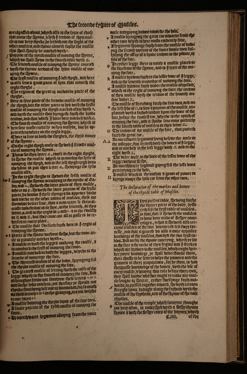 ILDe fecdttDe fpiute of ^u(cU$« are cSpaffeOabout,lt)|ipc!) alto Ig tbe fpicte of tbofe ancle anoigopng^oolwietoittiipOe tbatmouetbei^praie,$fptb§tenOonof tbpsomf:  ‘ - cle is not beep tbpclte,be (ettetb not tt)e fpgbt of tbe ot(|ermurcles,anDtbentecoinetb fo^tbetbe nnifcle tbatXl^ll (bo^tlp be matbebtoptb * • / #bjtton of tbe npntbinufcle of moutng tbe (bpnne, taibpcb foe (ball (l^bie in tbe f Outtb table hiptii <p* Cbe feuentb niufcleof nioupngtbe tbpnne cottereb t ioptb tbe tbpnne tenbon of ^e fpjete mutcle of mo^ ttpngtbelbpnne, (tCbe. fpjft muftle of moupng f left tbpgb, anb berc ” la alto fenea great parte of bpm that inouetb tbe rpgbttbpgbe* ^e region of tbe greater outtoarbe parte of tbe * tbpgbf* l^re ia fene parte of tbe (econbe muftle of moupng ^ tbe tbpgb,but tbe other parteia bpb toitb tf» fpifte muftle of moupng tbe tbpgb rnarbeb afoie toptb «. anb toptb rtie muftle that b.tpngetb fo?tb tbe bjobe teubw,anb that tobitb 3! baue here rnarbeb toitb.r. Cbe f ourtb muftle of moupng tbe (bpnne,tobpcb iS here fene mode euibetlp on bpa outfpbe, but be aps pearetbno tobere on tbe rpgbt legge. Cbere ia fene in both tbe tbpgbes, tbe tbPJb mouer ^’of^lbpnne* ^ , flDntbe ngbt tbpgb onelp ia (betoebp feconbe raiifs ’’cle of moupng tbe fbpnne. ^ ji Hbatie fettbpa letter a . ttopfe in tl)e right tbpgbe, iofbetoe tbe muftle tobpcbtsinnombjetbe fpfteof i moupng the tbpgb, anb in the left tbpgb npgbbnto tbeb^e ia put tbPS letter a, (betopnge tbe fpfte i mufclealfo, . .n e . .. 3!b the rpgbt tbpgbe ts (betoeb the fpftb ^“ftic of moupng ftjelbpnneaccogbpng to tbe mpbe of ^a= !en,anb wibetoetb tbe later parte of tbpa muftle, tohereaBi ♦ fleeter tfttlie latec pojcionof parte^babflobwttbefe tbpngeebo apPtarebarbc anb barfee tn the other tables of mulclea, tbefe aw (bmb^at better fene, that a man niape le .tbeiii au moftenalifbttbat ta to fape.tntbe feuemb attbp^ letter.|k.anb mtb^pgbt at ^ J'?.;’‘5ff?to'be fe¬ at S anb 2. but tbep come not alltopaiicto oere- »SSSaftdletb forth here ia § cpgbt of •. 6 J&SI%!bSmetoitboutfifc(be,buttbei^^ ia liombieb the fptft of moupng tbe foote. . 3J muftle rnarbeb in both the leggea, toijpcbe to me * l^e tobpcb to tbe fourth of moupng tbe fote.^nb ilSpSSenot fo«« n(J anbftKbeWmarfeeaipet tberfojpe ^ thmifte fbintbpttS left out oj fo ^ aatboftlettet8»e^»tntbegraupng,arenotbnl^ toourlatpn*'- SrciSfa^ngtbetbPtDciopnt of ■jlStpSStof . 31 muftle mpngpng tbe great toe intoarbe from tba other t oea tobpcb ia bete mode eutbentlp fene* , Iflpgament (bmnge foftb ftom tbe muftle of bow png tbe feconb topntee of tbe foure fmale toea fuls fpllpng tbe office of a bjobe tenbon in tbe ptente.o? foleoftbefote. . 3in eptber legge there ianoteb a muftle Platebm ^ ttjefojefeateofi : the (bpnne, anb ia f (ptte of the mos upng'tbefote. ■ . V 3lmnftlebjatoenfo.ttbtotl)eleirerboneof §legge, anb ia the fenentl) in nombje of moupng the fote. 31 muftle b^atoen foubbnber tbe muftle afojefaib, **■ tobpci) ia the epg^t of moupng the foie: the tenbon. ' of mpo muftle toptb the tenbon of the ftuentb are fenebnbers. Cbe muftle of dretebing forth tbe f 0^ toeB,anb on ® the left fpbe of ti*ia fene a portion of the muftle, tm« planteb toptb a fojibe» tenbon bpon the bone of me fote,before the fmalfdtoe,tobpcbe ietbe npntbof moupng the fote, anb it (balbe fene more perfectly in me fourth table of nuiftlea at tbps l^ter . © Cbe tenbon of me muftle of me fote, tbatputtetb forth t^great toe* ■ , . , _ A A Ifn ouertbtoartlpgamentlpcngbefpbe the ancle Ui ^ ^ me indeppe.tbat feriiembom tbebottea of# legge, anb ia rnarbeb tn.me left legge toitb anb in me right toptb « Cbebtterantlf,otmefeateofmelc(rctboncoftbe * leggc;toitboutflefbf» 3!n ouertbtoarte IpgamSt gopngfro tbe lelfe bone pcctcpnpntt to „ 31 muftle tobitb 16 tbeautboj ?gcuerof potoerta ^ dtpopc Iptte toe fcoiti The declaracibn of the tnarkes and letters ofthethjrde table ofMufcIes. ■. ■ l^pa prefent table, Ibetopng fojtbe the former parte of tbebobp, bpffe rptb fro tlje fpjd table of muftlea^ in mat,mat it Ibetoetb tbe nmftlea to bane bene mabe of flefbpe coueii rpngee, 9 that tt Ibetoetb alfo tecs STmiCTHttoatte ftomHie Wet t^hnnttfclceoftbeface bncouereb frotbeptfat- neffe,anbmat ttgeuem be alfo a more erqntfite fenotolcge of me nuiftlea,tbe« bpb the ttoo fp^dta- ■ blea.3inD as fo? me mpnne couerpng, tobptb pe fee in me fate ^ me neebe of tbps fpgure anb # drpbes tobpcb arc bratoen in me mufclcs,Wbim mtgbt bpn* becpourcbnotolegc,pe (ballbnberdanbe tbcni* mere miedP to be fette to belpc tbe painters anb the gratiers in tbepr pjopojcions ,fot bp mem, is bab tberpjeffebnotolebge of me bones, toptb the bfe of euerp muftle,6ibaupng mts rule before tbepj epea, tbep (ball bnotoe tob^ tbep ought to mafee anp muf* clelengar oj (boater, eptber ftoellpnge fojtb out* , toarDe,oj predeb together intoarb, fbc toptb certapn drepgbt Ipnea brought silong me f ojbeab toptb me muftle of the fo j«beab,ahb of meftptme of the nofe tbjpllea. Cbe muftle of the templr,tobitb (omtpme,tbougbe * not berpoften, ta nourplbebtoptb a ficfbptbpnne Ibptme $ toitb me defbpe cotes of tbe bapneSjtobptb <EaiH» ofthe