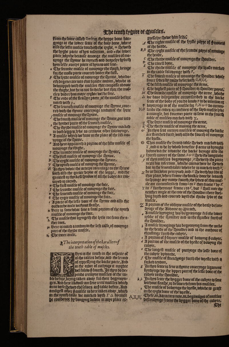 fpittVe bf #ttfcus?v {Efom^ebme^Heb fwrfjfoj tbcbPPP^ bone ban^ pjcCelprnjetoeb/itirelfe* g{>n9eat tbe iotocc feate oC tbe bolp bone,li)bere airotbeleftemurcletou^etbt^ tPSbt, • Ibfb^tb tbebpsbe parte of bps mfettton, ano #tbc lotoec partCjtPbpcbebetaiifc amonge tbe mufclesofmo- upnge tbeQ}pnne betopnetbanb beapelpebpPetb bpm felf e .euerpe parte of bpm to not fene* • Cbe feconbe muftle of nioupnge tbe tbigb. beioge foj tbe mode parte couereb bnoec tbe firlt. / Cbe fpptc mtifclc of motipnge tbe (bpnne, tuba bo- etbbcgcneratemto that bjoabe tenbon, tobicbe 10 betdtappebtottbtbe nmfclcs tbatcompaffcaboute tbe tbtgbe,btit be 10 not fo tbtebe but that tbe muf* cf C5 bnber bmi niape rpgbte toel be fene, ^ Cbe enbe of tbe fleafbpe parte ,of tbe muftle before noteb tottb f* ^ ’■ Cbefeueutbnnifdeofmoiipuge tbe Cbpnne^toues reb tottb tbe tbpnnc couerpngc tenbon of tbe fprte /-muftle of moutnge tbeflipune, Cbefouttbuttiftle ofnioiunge tbe Ibinne,put into , tbe bpnbet parte of tbe feuentb muftle, Cbe tbPfbc muftle of nioupnge tbe fl)pnne marfeeb ' in boft legge0,lpfee ao tertapne other folotopnge, ^ 2B muftle tobPtb toe baue in tbe plate of tbe f ift moi tipnge of tbe Cbtone. , * SBnbbeeeappcaretb a portion oftbefifte muftle of moupngetbetbigbe, , 7 Cbe fetonbe muftle of moupnge tbe (bpnne^ « Cbe firfl: muftle of moupnge tbe (bptuie, , P* Cbe epgbt muftle of moupnge tbe ibpnne,, y Cbenpntbmuftleofmoupngtbelbpnne, ia '3[n tbp0 bototc tbe arterpe tommingc to tbe ibinne toitbalfotbe greatebepne of tbe leggc, anbtbe nepebojtarpeb, „ c, P Cbe firfl muftle of moufnge tbe fote, ^ Che fetonbe muftle of moupnge tbe fote.  Cbe feuentb muftle of mouinge tbe fote, fi Cbe epgte muftle of mouinge tbe fote, I aparieoftbeleffe bone of tbe (bpane anb alfo tbe otatoarbeantletoitboutfleaibe, K Ibere i0 fometobat (ene a final portion of tbe npntb liiuftle of mouinge tbe fote. ® Cbemtiftletbatbjpngctbtbe Iptle toefronitbeo^ tH)CttOCS^ n ibere 10 noteb a tenbon in tbe le ft calfe,of moupnge part of tl^ tbpjbe muftle, vi inner antle, j^The interpretation ofthekaraSienof the tenth table of mujcles. g^]^p0i0tbe tenth in the refpccteof al the tables befo3te,anb tbe fetonb of ejrpjelTpng the batbe patte,lnb in the o;ber of cuttpngeit mpgbte toel foloto f fourth, 3In tbps bobe< penbe certapnemuftles of the ta^ ijlebefote,bepngtafeen atoap frotbeir begpnnpns ges,3inb here libetotfe are fene tert^ muCtles b^ttb In no topfe (betoeb tb5 fellies in § table befoje* 3fnb emdged other f mufcle Is here taben atoap ,tobicb j{ Cbe rigbte muftle of the fpjde pap|e of oftbebeabe, cberpgbtmiiftleoftbefeconbepapj^ofmoufiige tbebeabe, ' • ^ Cbe tbitbe muftle of moupngetbe fboulbcr.' ® Cbe tanell bone, Cbe ibirbe muffle of moupnge tbeb^odemarbeb in the table folotopnge toitb T Cbe fourth muftle of rnoumge the (boulber tobofe fourefpbesbprottbebefettoi^^^-H^ifC: Cbe fifth muff le of moupnge the arme. I Cbebigbedparteof^ (boulber(boulberpopnt* M Cbe fetonbe npiftlc of moupnge the arme, tobitbe A toe baue bilpgentlpe tirtumftribeb in the bacbe feate of the bobp pf pott bo bnoto p to be infertion oj p fenpttpngeinof tbe mufclefoj ®>^©'ObocirtHms ftnbe the enoes 0? tonfines of the fapb muftlelpfte a ttiangle, bts fourmer parte is fene in the fourth table of muffles marbeb toitb S, Q '^be fprte muftle of moupnge tbearme. ^ Cbe tbtrbc muftle of motiiog the acme. tr 3ln tbps feat tertapn mtiftles of moupng the bathe are drettbeb f urtb,toitb alfo the fourth of moupnge tbebtede. © Cbis muftle the feconb table (betoeb marlicb toitb r,anD it is be bp tobofe benefite ^ arme is brought botonctoarbe totoarbe the baefte bepngc alfo the s,T fourth mouec of tbefarae.soT'ribetotbelongitube r of tbps mtiftles begpnnpnge,r^etoetb tbepartc ■ nertc bis infertion, tobitbe cannot here be (betoeb but in the fcuwitb table tobecc be (0 macbeb toitb 0' be is fomtobat percepueb^anb ^ (betoetb bis fibcat that place,toberefcometbebticfele bone be leauetb to rpjinge anp mooje foiittb,tbe fpbcs of this muU tlcacc cictumfcribeb fronts to z'tfjcnfcomcz'bjjjr rto rfdctbermoje fcomesto^.but (ballnotedje neatbec angle at the cote of the (boulber there ftoel= ipitgfojtbanbtoneceb toptbtbe tbirbe fpbeof ^ muffle,  2 ^ po.Uion of tbe obligtie muftle of the bealp beftm* bpngc of the 3fabome ot iai^icafb. ^ 51 muffle bjpnging bisibegpnnpnge frotbelotoec cpbbe of the (boulber anb tstbetbtuder furtbof the (boulber, i 3 muftle btpngingebis begpunpng from the ncthe bp tbebeabe oftbelboulbec anb is the autboucof tbjudtngc f urtf) the tubpte, t Z portion of ^fojiiier muffle of botopng^ttibpfe.’ wbT'*^” ^ nutfe le of the bj ede of botopng the f Cbe longed muftle of puttpuge tbelelTc boneof tbe tubpte bptoarbe, /Cbe muftle of drett bpnge furtb the toiede toitb ai fo?lteb tenbon, i 3'n tbps feate is fene a tbpnnc couerpngc ligament bpnbpnge bp the bpper pact of the leffe bone of the cnbpte to tbe (boulber, “ - - * / 3n tbps feate the bpggcc bone of tlje CHbpte is fene toitbout dea(be,oj belinereb from bis muffles,' I nittfcofbotoptiQ^c tbe ts s(^sft in (be epgbt bone of the tojede. to the npntb table toe macftcb toptb r a bpeaufe ^ v Cbefe,iit.ltaractersnote,tti,beg(nnfgcsofmuffleS ^anflpnspotone to anpe ptote ej^ ~ ‘ * » $fftfiibpnse ftome tbe bpggcc boncof^ie ewbpte*'