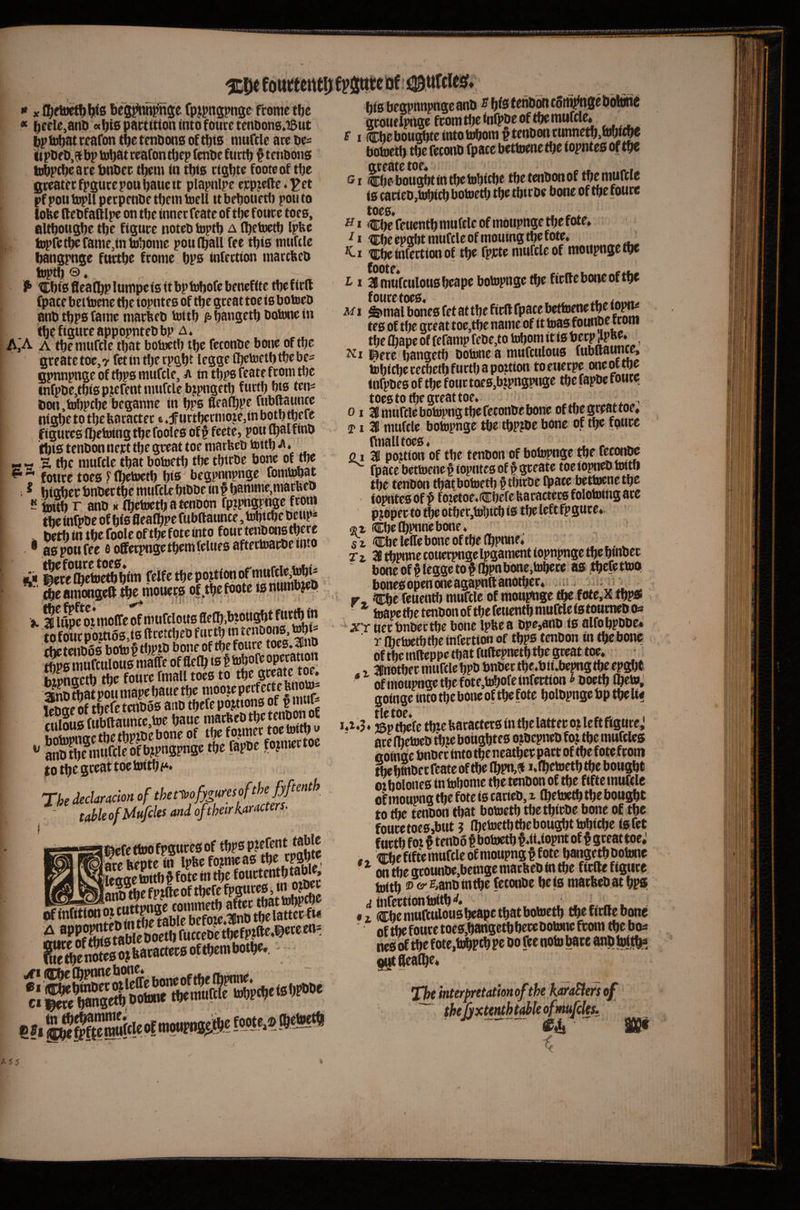 » X fltieto^Ws be'S^pnge fpjpngpngc ftowe tbe * ^erle,ant) (xbts partttton into foure tenoone^iSuc tp itJbat teafon tbe tcnoons oftbts mufcle are oe^ It pDrD,9 bp tobdt reafon djep (enbe ftirtb # tenbons t^p^eare bnbee them in tbts rtgbtr footeof tbe greater fpgurc pou bane it plapnlpc erpjefte ♦ ^et pfpoutopilperpenbetbemtoeU ttbebouetb pou to lobe (tebfafllpe on the inner feate of tbe foure toes, altbougbr tbe figure noteb bjptb a ibetoetb Ipbe , lopfe tbe fame,in tobonic pou iball fee this mufilc bangpnge fnrtbe frome bps infertion marcbeb toptb ©.. . tIDbiSfleaCbplunipeisitbptobofebeneffte tbefiril fpjace bcitdene tbe iopntes of tbe great toe is botoeb anb tbps fame marbeb bjitb bangftb tbefiSWffbPPspntebbp A. AjA A tbe mufcle that botoetb tbe feconbe bone of tbe greate toe,? fet in tbe rpgbt legge ibetoetb tbebe= gpnnpnge of tbps mufcle, a in tbps feate from tbe infpbe,tbis ptefent mufcle btpngetb fudb bis ten^ lion,tobpcbe beganne in bps fleafbpe fubftaunce nigbc to tbe feacactec 6 if urtbcrnio je,in b«b ^efe figures (betoing tbefooles of§ feete, pou Cbslftnb Ibis tenbonnert tbe great toe marbebtottb A, ^ « 'a tbe mufcle that botoetb tbe tWrbe bone of tbe foure toes ^ fltetoetb bis begpnnpnge fomtobat : ^ biebcrbnbertbemurclcbtbbein^banime.marfeeD “ bjitb r anb K fibetoetbatenbon fpjpngpnge from tbe infpbe of bis fleafbpe fubftaunce, tobtebe beup* . betb in tbe foole of tbe fote into four tenbcra there * as pou fee eofferpngetbemfeluesaftertoarbeimo fci §ere£S*bfm felfe tbe portion of mufcl^i^i* (be amtiugeft tbe mouejfS of.tbefoote isnumb^ep >■ 3 l^e otmoffe of nnifclotts tofoutpojtt68,ts ftretcbcb furtb m ^enbons, tobj- chctenOosbotu^tbPtb boiie of tbe foure toe0.3no dips mufculous malte of flelb is t tobofe . Spngetb tbe foure fmall toes to ^sejjte tw. anb ttjat pou mape baue tbe mooie perf ect e fenoto- SeT tbefe tenbos anb tbefe portions of p nmf- fiiious fubftaunce,toe baue macbebtbetenwn C SnS »' fojmrt toewiy » fo tbe great toe toitb f*» The deeUracm of - tMeofMufcksmdofthetrkaracter' tlbefettoofpguresof tbPS llegge toitb § fote in tbe .,^^anbtbefPJfteoftbefef«^^ oTiSiroicutW^^^^^^ bis begpnnpnge anb ^ b^s fenbon cortifingebb®c grouelpnge from tbe infpbe of tbe mufcle, f I feebougbteintotobora#tenbonrtmnetb,b>bi^ botoetb tbe feconb fpace bettoene tbe iopntes of tbe Gi cboboStintbetobicbe tbetmbonof ^e muffle is carieb,tobicb botoetb tbe tbir be bone of tbe foure toes, * Cbe feuentb mufcle of motipnge tbefote, tcbeepgbt mufcle of moumg tbe fote, _ tc^efotfeettonof mufcle of moiipngcw t' I a mufculous beape botopnge tbe firfteboneoftbe Ml ^ mal bones fet at tbe firft fpace betto we tbeio^ tes of tbe great toc,tbe name of it toas founbe trom tbe ibape of fefamp febe,to tobom it is Peep .ipae, , l^ere bangetb botone a mufculous fubftaunce, tobicbereebetb furtb a portion toeuerpe one of tbe infpbes of tbe four toies,bjpngpuge tbe fapbc rouce toes to ftc great toe. , 01 3B mufcle botopng tbe feconbe bone of tbe great toe, 5PI % mufcle botopnge tbe tbpjbe bone of tbe foure ftnalltoes, , ^ ^ oi 3(1 portion of tbe tenbon of botopnge tbe feewbe rpacebettoenef iopntes off greate toeiopnebtotp tbe tenbon tbafbotoetb f tbirbe tpace bettoene tbe iopntesof f foietoe,(Cbefefearactec0folotoingare pjoper to tbe otbeCjtobicb is tbe toft fpgure,. Cbefbpnnebone, 51 Cbetoffeboneoftbelbpane; ^ r 1 3B tbpnne couerpnge Ipgaraent iopnpnge tbe bmbec boncof§toggcto§(bpnbone.tobete as tbefettoo bones open one agapnftanotbcr, a i .; i J i r n r, Cbe feuentl) mufcle of moupnge ^ fote,x tbptf ^ toapetbetenbonoftbefeuentbrnufclefstoumebo* uccijnD^ctlic bone Ipbcd fllfobpDOt# r ibetoetbtbe infertion of tbps tenbon in tbebonc oftbemfteppetbatfuftepnetbtbegreattoe, - • , r 3ltnotber muftlebpb bnbec tbe.bii,bepngtbe epgbt of moupnge tbe fote,tobofe infertion * boetb (beto; goingeintotbeboneoftbefote bolbpngebptbelie 1,1*3 ♦ Sp Sefe tbte baractets in tbe latter o? left figure,' are ftietoeb tb?e bougbtes ojbepneb foj tbe mufetes ftoinacbnbertntotbeneatberpactoftbefotefrom tbebtobecfcateof tbe (bpn,^ i.fbetoetbtbe bought ot bolones in tobome the tenbon of the fiftemuftle of moupng the fote is carieb, i fbetoetbtbe bought to tbe tenbon that botoetb tbe tbirbe bone of tbe fouretoes,but ? (betoetb the bought tobicbe is fet furtb fot § tenbo § botoetb ^iUopnt of § great toe; „ ®befiftemufcleofmoupng§fote bange^botone ontbegrounOe,bemgemarftebintbe ftrfte figure toitb !t>&'^>anbintbe feconbe bets marftebatbps d tlirCrttOn •i cbe mufculous beape that botoetb the firfte bone of tbe foure toes,bartgetbbecebotonc from the bo« m of the fote,tobP tb pe do fee note bare WD tojjte outflealbe. Tht huerpretatmofthe karaSters of the^xtenth table ofmufdes. ■ ' ® A ' w
