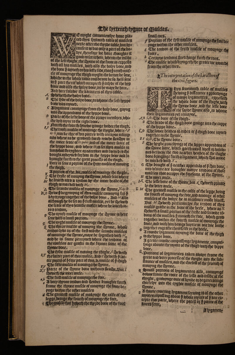 cwiucnfentlpe ^aue pla^ ceDtfjps tabic of mufclcs inem aftct tbc tbp?bc table,biit!bp4 caufe It t0 but onlp a pactof tbe bo- bpc,therefore loe bauc xfjousbtett «ra;-=FTfT=^ Soob to fet ttberc, tobf rfn tbc infibe r fl^pnne of tbc footeig ejcp?elte wttlj all big iiuiftlcg, toitl) alfo tbe bolpe bone,anD tbe bone I ropnetb to big fcftc fibc^tbat § tenth iimf^ ^ of inoupnge tbc tbigb tnpgbt tbe better be feneJ robjebe tn tbc tobole table coulbe not be fo.hiell fene |b K part tberof iobicb ocenpietb f infpbe of tbe bPP bone anb alfo tbrbolpe bone^ag bemape be bete* 2(inb here folotoe tbe baracterg of tbpg table* •f* sbebjetbtljebotpebone* - . , ® Cbe fpbeoCtbe bolpebone,to tobonie tbe left bpppe boAetoagfopnebi . ^ c 3lpgattientconinipngefronitbebolp bone, 5opng into tbe appenbang of tbe bpppe bone* ® Part c of tbe lefte bone of tbe pji npc niembteg.tobt ^ ^e b^ topne to tbc rfgbt bone. I&U^IIUII Ui IIIMIVIC' Vi I pngettn'tbin tbe other niufdeg* & Cbe tenbon of the fpjctb liitifcle of moupnge tbe footc* Certapnetenbongftrefcbtnge fur^tbetoeg* ’ Cbe intifcle tobicb bjpngetb the greate toe intoarb^ from the other toeg* ). i j^The interpretation o thexVii.fygure. i^pg feuententb table ofniuftleg (Ibeioing § btfference ? piocebpnge ofmanpe Ipgamenteg, ejcpjegetb the tobole bone of tbetbtgbe,tottb tbelbpnnebone,anb the leffebone of tbe fapbe ibpnne alfo, to tobonie * Cbetenrtj nmftleofuioulngetbetbpgbe.tobere e^^marbe tbteof big parteg tottb certapnc inferip tiog tobere agbe grotoetb furtb nmebe fleaCbpe in the inner featc of Wj^anb of the inner fcate of tbe bpppe bone, anb tobere fet tbpg mufeie ig fomtobat ftrepgbter oj narrotoer anb turpeb to the bougbto?bepneb fo?bim intbe bpppe bone anb fo bjougbtfurtbtotbe great pujcelfe of tbetbigb- ^ the tbfgb; 3([|Wijti0ii( ^ Cbefp^lfe wi i^u>i'uiK',uii|ui be leuctb^tilttt a tenboniip the inner tbigb femarfeebtoitb A^*‘. 'A Cbe feconbemuftlc of moupnge tbe lbpnne,N6'P lz,o (betoefbegpnnpngof tbpamufclecommpng fro ^ btipttpngctogctbecoftbebol|»ebone * ainb^alfg altbougb be be ftt on f ficll mufcle, pet be (betoftb toatenbon* g, Cbenpntb mufcle of moupnge the Ibpnnc igberc fenetoitb a fmall pottibn* ; • ,. o Cbe epgijt mufcle of moupnge tltc nipnnc* 2? Cbetbitbe mufcle of moupng the fljpnne, tobofe tenbon Ipfee ag of the firftanb the feconbe miifcieg of moninge the (bpnne,mape be fpgnifieo toitb anb be is foone pecceptteb tobere tbetenbong of tbemufcleg ace graftc in the former feate of tbc fb^cbone* Cbf fpfte mufcle of mouing the tbigbe. Ibetoetb tbetattec part of tbig mufcle. lab ribetoetb ^ lat* ter pojtio of § fote pa ct of tbig.b.murcle of § tbigb irrr Cbe Bfte mufcle of motungetbe Ibpnne* of tbe IbPOiie bone toitboutegeafbc*23utr ' Ibetoetb tift inner ancle* 1 ■; ^ - , j Cbe firft mufcle of moupngetbefote.: . . I betptbpnne tenbon anb flenbee btougbte furtb fcome the tbpime mufcle of moupnge tbefootebe^’ pnge toitbin the other mufcleg their Ipgamenteg pet remapne* r ^ imj.m e.®.cbc bone of tbe tbigb* ® Cbe beabe of the tbigb bone goinge info the cupne oftbebippebone* ^ C® Cbe lotoerbeabego^enbeg Of f tbigb bone iopneb together to tbe fbpnne* ■ ^;i^*CbeIbpnnebone* ^ Cbebpgbc ptoccbpngeof the bpper appenbang of the mmne bone, tobicb goetb iitoo# tojeft 0? boloto^ pea bettoene the ttoo neatber beabeg of tbe tbiabe bone b^ginge furtba lfgament,tobicb Ibal anwe be marbeb toitb ^* ' 0 Cbe bought of § neatber appenbag of 5 (bin bone’ into tojorne are btougbte manpe tenbong of thofe mnW# that occtippe the fojefeate. of tbc IbNinc* » Cbetnnecancle* . I.v ;, ‘ CbcIeireboheoftbclttime,biit zefb^M ^ Ip tbe btter ancle* > X Af — ♦MV j-Mif iiM Ui uje amonae ai otbei: ns**? fr 2f be ig incolouremollc bluett; jBtit ^ibetoetb peiticttleclpc the tenbon of tbpg mufclegrafteintbe boneoftbebeele, tobeteagt'C Ibetoetb a fmall poitioa of the fictteaiib feconbe ti* bong of tbenuifclcg | moiietb the fote, tobicb aroto together toitbin the fourth mufcle of moupnge the mote anb toitb him beingehnptte in oneboe botbc 0 together engrafte tbentfelfe in tfje beele* ^ I rounbelpgamenttopnpngtbe bone of tbetbioft 5,tDtbebpppebone. ■ ‘ 1 greate roiinbe compairpngelpgamente;compa& fpnge.aboute the iopnte of the thigh toitb ^ htppe ’sjso^tiong of Ipgamenteg taken atoape frome tbe great anb btter ptocelfe of the tbpgbc into the fub< ttaunce of mti|fcleg,anb the cbiefett of the feuentb of moupng the Ibpnne* j i *• of Ipgamenteg alfo, commpng^ begenecatinge fPS^e muhle of moupnge the ® ’^PSamentfecuingtbaltbeotbcc ^ **^0^0 iopnte of § fene eje* SSStr^^ patcUojtpanneoftb?