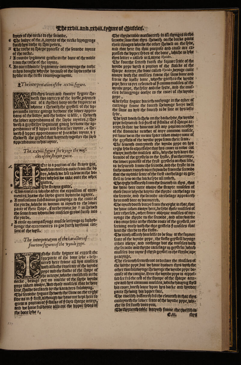 Yvm loptrtr of t!je«et%c to t^e feconoe* e boo^e oftbe«i(4(opntr oftbe necftebj^pngpnse fttcfbllf sfotbe o^t (bacpenes^ H f;bctotb^oifl^arpep;oce(fe of tbefrconbe topnt^ oft^necKe* J Srounbelpsamfmscaftefntbe bone of tbe noble from tbe totbe.of tbe topnte* ^ 3lnQtiectbbiatte Ipgainente contepnpnijetbe totbc tn bps bought tobpcbe bpcaufc of tbe fapbe totbe is bpbbe in tbe flrfte toucnpnge iopnte. • , ... ^Thejintp^pretation of the .xxVti.fygure. • L  ' il^btbpsfcuenanb ttocntpc fpgiicefbe* toetb ttooiopntfs oftbe bicllc,papmeO out of a tbpibes boop on tbe fojpawe tn _^jiubomc I Cbeloctb tbe scpftell of tbe bp< petntolle iopnte goingc bettocne tbe lobtec appen* bansoftbebobpe,anbtbebobpc ttfelfe,i fbetoetb tbelotoetappenbaunsof tbe, fapbe topnteg.? Q^e* penbaunce of f bppcc anb § ncatbec iopnte ♦ 4 ibe= toetb^bpper appenbaunceof §neatbec iopnte,? 5 (beJnetb tbe g^fteltbat bt “ ' •>— appf tfbaunce to bis iopntr The.xxpiftii.fygttre ^ : ■ clesofthejlmytegutte. innh ,|(£tei0 a portion of tbe (trapte gftt; Iwitb bis tnuftleg cutte from tbe bo bpe,tobicb toe bfc to leue in tbe bo< We b^les toe tabe oute tbe otbec gutteai^.i ^ „ IwhpftrawteittUttel _ iCtpontufclee bAitbe after tbe erpulfion of eecre^ nimtes,bjia toe tbe fapbe guttc bptoarbe agapne. ^ f) Jmufculousfubllauncegtotopngc to tbe rooteof tbe patbe,tobtebe in tooinen is iopnebto tbe lower parte of tbeit (bapc ^iifurtbetmoze,bp © is §ctob ttiufclcsstotocfurti) into _ U ttoele oj compairpngc mufcle lettpnge o j fojW®' ^ bpngetbcefcrementcg togoefurtbtoptbout ton; fent^pjf tbe b^U« si ; * 'ifThe interpretatyQn ofthekaraSlersof - fourtenefigures of the yyndepype. /|5tbc firlfe f^^te iS eirp.ieft tbe foteparte of tbe bone, Ipfee v belp; uereb here froine all bps niuftles ... . . of arTe^eitobitbe tonfiftetb in tbe t ^“Sfti^pet no muftle,of tbe %6e topnbe; pppe taben atodpe^tlnb tbofe jfhalftt b^clatc'O bp ti^c featacteco SeSta pa?«onof Ibatpe arterp. Sb toe bane frobente aUb eut tbe bppeetpbeb oj l^bonelpbe ft Cbe.v„..... _ feconbeXauetbat tbps (betoetb ontbebaclw parte tbofetbingcstobit^ tbe other (betoeb on tbefpbe, anb that ^re foj that purpofc anb taufc are ^ p.telfeb tbe bppet ipbes of tbe bone j tobitbe is ipbf tbps letter v calleb in jLatpnc HjisWm. ^ - -Cbe fourtbe fettetb furtb tbe foperfeatcoftbe topnbe pppe toptb a portion of ftc Halcfee of tbe (barpe arterpe,tbe bone calleb ^^><»v»»jbepnge cutte atoape tot^tbe muffles frome tbe fame bone anb frotne tbe bjefte bone ,tobPtbegoetb to tbe topttoe pfpe,berc ispet teferneb of ^ comonmuftles of tbe topnbe pppe, tbefpfte anbtlte fppte.anb tbemuf* tics belongpngc onelpe to tbe toner of tbetoptffie pppe ‘■ '■ -! ■ ®be fpftc fpgiirc bariefb notbpnge in tbe ojber of cuttpngc frome tbe fourth Cbetopnge berpe ioeli tbe fame as bpb the fourth to be fene at bps lefte fpbe* ■ ■Cbe fp)Ct boetb fo Ibeto on the batbefpbe,tbe topnbe pppe Wlptiereb fc6§ceftof ^(lalfee of^ibarpcaci ■ tcrpe,fo that toe Wuenot left anp portion ncatbec of the ftomat be neatber of anpe common nuiftle, pet bane toe m the meanc (pate taben atoape none of the gcpftels of the topnbe pppe (corn tbeit feate* ecbe feuentb contepnetb the topnbe pppe on bPS rpgljt fpoc fo crpjeffelpe that bps toner is notoe cut atoape,tottb ibe mufcles alfo $ tobpebe bpb bnpt the feconbe of the gcpftels to the f^fte*^Hittbermote»- tbe lotoec pjoccfte of the fptft gcpftels on this fibe,- is belpuercb fcometbefeconbe,anbtbefpjftefsit» fttcbe mance tunteb otiec fojtoarbe fcointbe feconbe ftell is fene on the bacbefpbe all nabeb* ^be epgbt btfferetb f com the feuentb in tbps i tbat toe baue here cutte atoape the ftrapte mufcles of tbe feconbe, anb tijefeconbe cartbelage appearetb here moft bare ot tncoueccb* Cbe npntb boetb barpe from tbeepglit in tbat,tbat toe baue taben atoape bere,befpbe tbofe mufcles of late rebeefeb > other foticc oblpque mufcles Of top* npnge the tbptbe to the feconbe ^ anb aftoctoarbe ttob mote fette attbe tbirbe roote of the gtpftel{,cer Teriiing Onclp toitb the tbte grtftels § mufcles ftat bnit the tbirbe to the ftrfte. Cbe tenth offeetb him felfe to be fene at the fotmer feate of the topnbe pppe, the ftrfte gtpftcllbcprtge taben atoape,anb notbtnge but the mufclestottb the feconbe anbtbptbe cartelage ot gcpftels (tobicb mufcles boe iopne § tbptb grpftel to the tbptbe)ap5 pearpnge* Cbe eieuentbferttetbnot tobeclare.tbe ttmfclesoC tbetotnbe pppe,but toe baue btatoeri tbps toptb the other ttoo folotopnge Ibetopnge the topnbe pppe be> cattfe of the tongue^l^ere the topnbe pppe is eirptef^ ftbfrefrotbereftof^eftompe oiftbe ^arpe arte* tpe anb bps common murcles,tobicbebaupng Oplf btscouer,boetbleanebpon bpsbacbe anb hpuber parte Cbftoms bis bpper face* contepnetb the lotoec feate of tbe bjpnbe Wpe.tobi* cbctsfetfutibbntopou* C«iti.