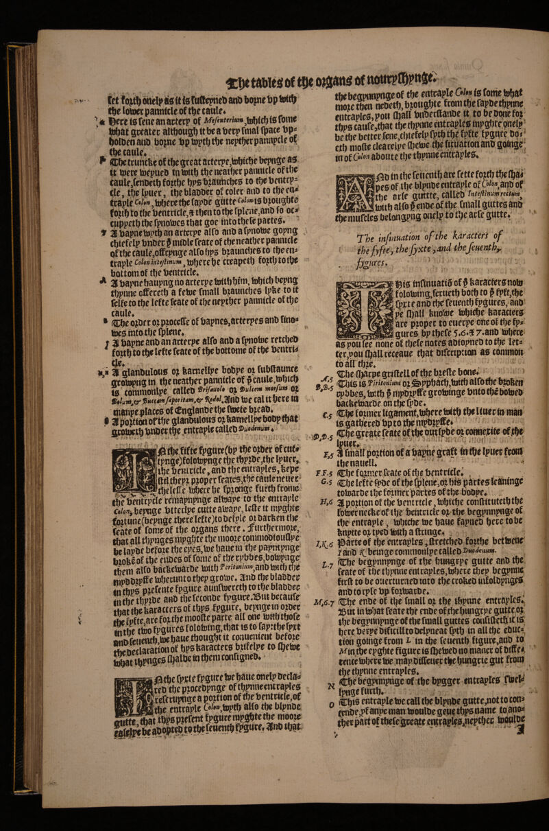 '>.V' V, it^e lottec patmfcle of tt)e (auk * \<k l^eretsfeneanactecp of A*/f»«w«»^tti)(cft{8romo Mjat gwatcc aliftougl) tt be a tjecp fmal fpate t)p* bolbenaiib bojtie tjptoptljtbe wptf^erpannpcleot . (betatile* ^ ^ ®be tcuncbe of tbc great artcrpe,to^cbe bepnge as ft bJccc toepueb fntottb tbeneatbetpaniucle oftbe caule.fenbetbfojtbc bpebl^awhcbcs to tbePeiitrp- fie, tbe Ipuec, tbe blabber of coler aitb to tbe ro* tcdpU CdpDfe gtittf f o^tb to tbe bentriclc,? tbeit to tbe rple3ie,anb fo or* tuppetbtijefpiiotoeBtbat goemtotbrre partes* 9 3tiapneb>ptban arterpe alfo aob afpnotoe gopng ebtefeIp bnbf c $ nuble feate of tbe ncatbec pannicle oftbe caule,offcpngc alfo bps btaiincbesto tbeet^ ftgplcC(i/o»<vt^?»»«>»,U)berebe treapftb fojtbtotye bottom of tbe bentrttle. ^ 21 papnebaupng no arterpe toitbbtn*, tobteb bepng tljpnne efifetetb a fetoe fmall bjaunebes Ipfee to it fclfc to tbe lefte feate of tbe neptber pannicle of tbe • ^eojbrrotptoceffeofbapneSjarterpesanbfintH toes into tbe fpiene* < f 3 Papnc anb an arterpe alfo anb a fpnoluc rettbeb fojtb to tfje lefte feate of tbe bottome of tbe Pentri^ cieV v 26 glanbulotiB oj ftatneUpe bobpe ot fubftaunee gtotopng tn tbe neatber pannicle of § cawle,tobtcb IS commortlpc calleP oj •‘f'”’ OJ ^§lunt^(r BuetitmfdforiUm^tif* toC C^l tt ^De tables Of tDc ojjjatts of ttotir?®pitSf* tbebeapiinpageof mozc^en iiebetb,b?ougbte from tbe fapbetbpnne entraples,poii Ojall Pnberllanbe it to beboiiefoj tbps caure,tbat tbe tbptwe entrapies mpglitc onelp ^ be tbe better fcne,tbiefelpfptb tbe fpfte fpgnrc bo»: etb mofteclcarelpelbctoc ibe fittfatioti anb goingc; in of aboute tbe tbpnneentraples* iB 26 ^oiftw oftbe gianbttloas ozbamellpe bobptbat jropWrb cntraple calleb . * f ■ i] • '« tbe Pemricle, anb tbe entrapies, bepe tttl tbepi proper feates^tbe catilenenec; tbrleHetoberebe fpionge fuftbfronic* tb^Pentrpclc reinapnpnge alPHipe to tbe enttaple c»/«/tibepnge Ptterlpe tutteatoape,lfftett mpgbte foztnncfbepnge there lefte)tobefple oibarbentlje feate of fomeof tbe organs there * fnrtbermoze, tliat all tlipngcs mpgbte the mooie commobtouupc belapbe before tbe epes.toe bane tn the papmpngr biofeeof the enbes of fome of the rpbbes^bobjpngtr tbem alfo batbetoarbe pjitb?''«’“,anbtettbtbe tnpbbzpffe tobettinto tbep groioe. itnb the blabber * thps ozefente fpguce aiinftoeretb to the blabber *nthetbpibe anb tbefetonbe fpgure.)5ut betanfr that tbcbaracters of tbps fpgnre, bepngein opee fSfte are foz the moollc parte all one torthtbofe S tpjofpgures folotomg,tbat isto fapttbefpzt !S iSonof bpsbatacters bzifelpe to Ibetoe {^t ^nges Ojalbe in them configneb* ■ ijtbc fptte fpguretee baue onelpbccIaM teb tbe pzoeebpngr of tbpnnecntraples Stefetupngea poztion of tbcPcntrttle,of wap wwiitfac cntraple C«/»»,toptb ^o t^ blpnbe SS^t tbpspzrTenf fpguremps^tetbe mooze 5 jI5b in tbe feiientb are fette foztb tbelbai Ipes of the blpnbe cntraple of anb of be arfe gtlttte, calleb InUjllmmrntHm^ frSMBi^^.bJitb Slfo $ enbe ^ the nmrclcs belongpng onelp to t»je arfe gutte* The infuimtion of'the karacters of thefyfte, thefyxte ,and thejmnthy fy^ttres. • f ■ . ' ‘ ■ ^is inflnuatio of § baracfersnobi folobjing^feritetb both to ^ bf^be fprte anb the feuentb fpgurcs, anb pe ball fenoPJC h)b«bc fearartets arc pzopet to cuerpe one of the fp* gurcs bptbefr5*6.5 7.anb tobere aspottfee none of tljefe notes aoiopneb to the let- ter,nou l]ballreceatte that otfcrtpttat as rommoir tbailtbze. . J-. ^bef^rpegrillelloftbebzeftebone* m fs'i <Wi)i6lS ^hUonitm alf ' rjjbbes.tottbfmi .. barbebtarbe on ttze fpbe. e.s ®be f ozmer ligament,tobere toitb the Uuer in man isgatbCrcb Ppto the mpbzpffe* * ®, CbegteatcreatebftbeoHifpbe(^comicz;tte ofzbe ' Ipner* r:,  ■ r,5 i fmall poztion of a Papne graft ftt the Ipuec fconi tbenatiell* “ - - ■ ii-s CbefQZnter feate of the Prntrfcle* , . Cbe lefteipbe of the fplene>oz bis partes letoiinge totoarbe the foimer partes of the bobpe* v,6 36ppzttonoftltebentrtcle,tobttbe conltttutetbtbe fotoettietbe of the bcntricle oz be begpnnpnge of the entraple, tobtebe toe bane fapneb here to be bnptte oztpeb toitb a (Iringe* ^arteof tbe entcapleB ,llretcbeb foztbc bettoene' / anb iCbringecommonlpe calleb 17 fCbc begpnnpnge oftbe bungrpe gutte anb the, feate of tbe tbpnnc entraples.tobete tbep begpnne feed to be oitectuneb into the tcoUeb udolbpnges anb to rpfe bp foztoarbe* <Cbe enbe of tlje fmall oz the tbpnne entrapies* ©lit in W)at feate the enbe of zbcbnngtpe gutte,oz the begpnnpnge of be fmall gttttcs confiflctb it ts bereberpebtftciUtobelpneatfptb inalltbe cbiic* tioti gotngefrom t. in the feuentb ftgure,anb to Min the epgbte figure is l^etoeb no manct of biuc^ tence tobere toe map bilfeuer tbe bungr ie gut from be tbpnnc entrapies, „ (CbfbfSPrinpiigcof tbcbpgger entrapies rtoel* Ipngefuttb* 0 ebs enttaple toe call the blpntw guttc,notto con» (wDe,pf anpe man tooulbe geue tbps name to ano^
