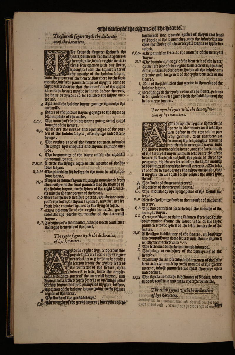 ' . 'b p featnt^ fpgnte tljc ^ait.tieUuerct» fr$t^e largeness tbc tiipl)?pffe,trt)orc rpgl)tr lientru clefs feneopenetitoitl) one (Iptte; l»}ougt)te f com ttje Co;mecfeateof -—, . t^e mout^e of die Ijolotoc papne, tnto tl^e popme of die bcacte,tt)at tfjece bp tbc fapo nioutbe,bndi tbe panntcles tbecof n^gfjte come to ftgbt ^aftectnaci^e that tbe umec fpbe of tbe cpgbt race of tfje bcarte mpgbt be lapeb befojse tfje epes, toe bane beupfebit to be toucneb tbe tnfpbe out« toarbe« . 4 Upacteoftbe bc^otoet>apne gopnge tb^ongbe tbe nipbzpSe* s 0acteof tbebolotoebapne gopngetotbetbioteoj fonncc parte of tbenecke« . ; CCC CbemotttboftbeOolotobapnegomg Oitofrpgbl bought of tbebearte« ^ p €bere are the necttes anb openpnges of the par^ ' * tes of the bolotoebapne, arcenbpnge anobertena* bpnge* Che rpgbte care of the brartc toumeb tntoarba Obetopnge bpa fnequaU anb tbpnne fbpnt^.outf fpbe* < ■ r'; !■• ' ■ ' ‘^be begftmfttge of tbe bapt^ calleb tbe to^onaB o^co^onallbapne. i ' , / n^,n. 9 ctccle ftoellpnge fo^b In tbc mtmtbe of tbcb^ ' lotoebapne* , i;!'-*'’’! Cbepaot^lesfef before In t^ moutbc cf tbe^ lotoebapne« ' ’ - b n V iflb^i^t^tb^efttpnnesbtongbtbobmtoarbfrbitt.; ' tbe neatber of tbe fmal pannlcleS}Qf ibe moutbe of tbe bolotoebapne, to tbe fpbes of tbe ngbl bentel«,, tie anbtbe ibarpe p<H^te of tbe beart« 0,0 l^eceaeelbetoeb flcalbpe parte0,tob*djeboccom^, v paflTe tbe fojfaa>be tbimtie tbpnnes, anb tbep ace fet foablpbe rounbe figures oj ftoellpnges fojtb. ^ iCbPS bototooeire of tbe cpgbte bentcicle, goelb totoarbetbe iBecfee oj moutbe.of tbe actecpaB baptie* . grofnes of a fubttauttce, tobfcbe boetb coullltute tbe right bentcicle trf tbe hearts The eyghtfygure Hyth the dedaratioti, of hys htractent “ ir,- : ■ ftaracters boe popnte eptbereftbepnt toafeii^ tallbooleof tbe brunches. Into the t^icbebtannt (bes the Bocbe of tbeaft^pall bapne tsfp|ftebe» upbeb» ' ‘ t ■ ittbe pannlclesfette at tbe motttbe of the arterpall bapne* ^ €be bounbe o? bfbge of tbebentrltleof tbebeat*,’ oj tbe left ftbe of tbe rpgWe bentcicle of tbebeacte; anb tbusbauepOttbere inTpgbteailtbe toboieami pletube anb largenes of tbe rpgbtbentcteleof tbe bearte» - ■ : 'i;- -j-.r. . i j, i^nepftbepannlclestbatgretoetotbenecbeoftbe, bolotoe bapnei' . JC i^ercbangetbfberpgbteeare oftbe heart,pettue* neb m,anD botoeb againc toltfjtbeltibftaunteof tbe ^ heart nejctebntoit. ' • j r. -T; Av ' *:. t :. V •- ^ »•# . . j. I-f ^ The nynthfygure Iflth the demonjlra* c ; cion of hys karjcters. ' ' - ^' • - ibe-npnfbc fpgttre Cbettetbtbe bearte in Itbe maner as it bias IbC' Itoeb before In tbe ttoo tables p^^ cebpnge tbps * 33ut that here is a Tectloncft Bptte b;ougbte from tbe _rntotttfa oftbe arterpallbapne buto '^e fbacbe popnteof tbe heart ,anb tbefapb mouth •of the artcrpall bapnc,toltb t be left beiitcicle of tbe .0 itmpgbte ^etDe fo,ub:to.tbe i^eaberthetntK ‘ j- ij^ib the f pgbte fpgtire boetb fn Ibis popnte bptterref come tfjpsfpgnre neirte betote in f toe bane biotigbte a lectionfrome tbe rpgbtefeateof the bentrrcleof the bearte , there tocce 9 is fette.bnto tbe ampler lttbe,anb longe parte of the arterpalfbapnei anb ite airblfc etebeb fo.itb $ neebe o; op^iuge piac^ ' oftb^bapwe that bpst paunpcles mpgbtr be Htne; ^Hpigtionof tbebplotoe bapnegoiiQ totbvfo^hteK “^cegton oftbe necbe* . < ^ ^(locbe^tbegeeatttterpe; A CbeftocfteoftbegreataEfeepei /V B-5lpojtl(moftbcaetecpallbapne; . .! .. CC Cbe moutbeo^ openpnge place oftbe b^Ilftei' teepe. ■ • ' ■' ®.® 31 circle Itocllpnge fojtb In tbe motitbe of i^ebenal arteepe. tt, f Cbettoopannlcles fette befojc tbe nioutbe oftbe, arterpal bapne. ..T ^ ® Certapnc fibjes oj tbitme Qdnnes Sretcbebfottbe botonetoarbe frome tbe lotoce feate of tbe fapbe^' pannielestotbefpbes of tbelefte bentepcle oftbe 'bearte. - i; * fleaibpe ftibBantwe. of tbe bearte, embjaTpnge anb compairpnge tbofefibjes.acib tbrane ffepnnes tobtebetoemarUebtoitb cA f' CbeIcfteeace t#the heart turti^intoarbeZ ' ^ Cbebebge oj enclofnre of the ttcntipclef of the « beactei;'. ^ €biatoaptbeampletubpanbjargenes^^tbelefte bentcicle clpmmetb bp to^ moudie of i^e greate artetpr^toboft panoldes toe tbnU Aoitelpe open anbbeelase« „  ' ^ <^e tbpebenes oftbe fubdaUnce of § bearf, tobeca I; j 4;. • h \ i A ■ : 4 The tenthfyptrit iythtbledtclifratm .ef hyilwMttr^ ^ x, 7.