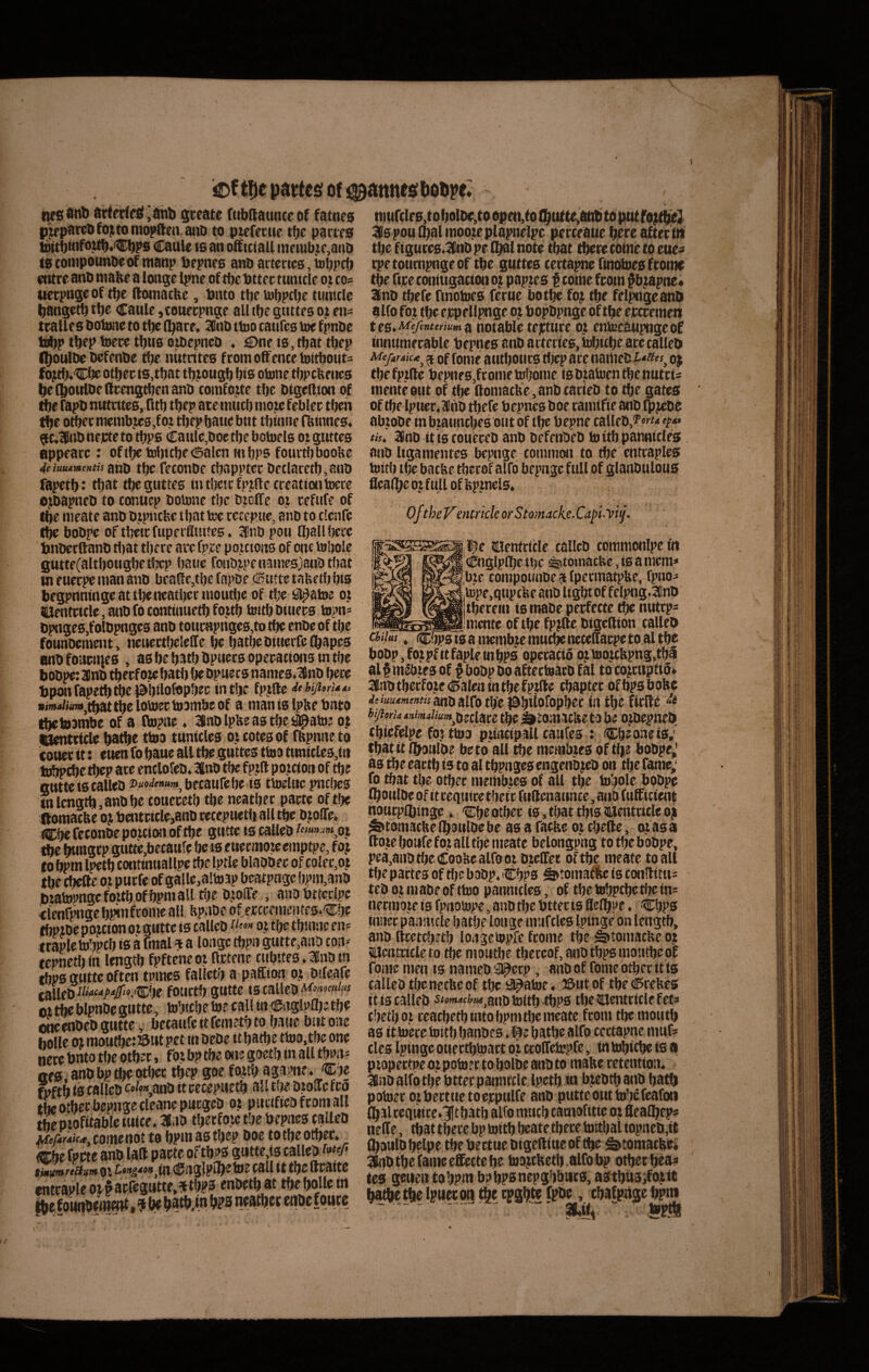 t^e pattesi of tjcsanl> arterfctf ,4iib gceatc ftibttaunceof fatnes pjepbwbfojtomopften a»)D to pwferue tfjc parte0 tmtbtnfaMb^CbPS Caule is an oStciall inetub^te,anD laconipounbeof manp bepnes anb artetics, iubpcb entrr anb mafee a longe Ipne of tbc bttee tunttle oz co? ttcrpnge of tbe (Icanaclte, bnto tbe tobptbc tunitlc bangetbtbt: Caule ,coueepnge alltbegnttesojien- tealles bobme to tbe fbare. 3^nb ttoo taufcs toe fpnbe ttbp tbep toece tbus omepncb ♦ C>ne is, tbat tbep Iboulbe befenbe tbe nittrites fromoffenceiottbout' fo^Cl^ otbee ts,tbat tb^ougb bis otone tbpcbencs belboulDefteengtbenanb toiufozte tbe bigedton of tbe fapb ntttettes, (itb tbep ace nutcb mote feblec tbeh tbe otbei: membtes,foz tiiepbaue bnt tbinne ritinnes. ^(;3BnDnejctetotbp6 Caule,boe tbe botoels otguttes appeace : oftbe tobitbe (!5alen tnbps fourtbboobe 4e iatumentis niO) t\jc fecotiDe tbapptec beclacetb, onD fapetb: tbat tbe guttes intbcic fptfte creationlnece ojbapneb to conuep Dolone tbe DzclTe oz cefiife of tbe meate ano bzpncbe tbat toe rccepue, anb to clcnfe tbe bobpe of tbetc fuperfliutes. 3Pnb poti njallbece hnbetftanb tl)at tbere ace fp,ce pozcions of one tobole gutte(altbougbediep batie ronbtpenamesjanbtbat in euecpe man anb beade,tbc fapbe ©iitte tafeetb bis begpnntnge at tbeneatbetmoutbc oftbe Sl^atoe oj tUentctcle, anb fo continuetb fojtb tottb bitiees topn- bpngeSjfolbpnges anb toueHpnges,to tbe enbe oftbe founbement, netieetbeleSe be batbe biueefe (bapes finb fouciiies , asbebatbbpuecsopeeationstntbe bobpe: ainb tbecfoze batb be bpuets names.^llnb bete bponfapetb^el^bilofbPbee intlK fPJfle dthyitrUts sinM/wnt,t^ttbelo\z)eelo3mbeof a man tslpbe bnto tbetoanHze ofa Itaipae. 3nblpbeastbe#ato: o.z Hjentcicle biitbe tbio tunicles oz cotes of ntpmzeto couec ft: euen fo baue all tbe guttes tino ttintcles,tti trfbpcbc tl)ep ate entlofeb. 3Knb tbe fpzd pottioti of tbe gutte is calleb becaufebe ts ttocluc pncljcs tnlcngtb.anbbe totiecetb tbe neatbec paete of tlje ftomatbe oj bentcicle,anb tecepnetb all tbe bzoffe* feconbe poztion oftbe gutte is ralleb '»»oz tbe bMitSiP giitte,betaute bc ts enecmoze cmptpe, foj to f^m Ipetb continnallpe tbe Iptie blabbee of colec,ot tbe cbefte ozpucfe of galle,altoap bcatpagcbpm,anb jbzatopngefoztbofbpmall tbe btoiTc., anobttcdpc «lenf^gebpinftomc all bp.ibe of ftccetiientes.fCbe tbpzbe pozcion oz gutte ts calleb ^ o.z tlje tbimic en* trapletobpcb ts a fmal ^ a longe tbpn gutte,anb eoa-- tepnetb tu lengtb fpftene oz (Irtene cubite s. :^nb m fhps gutte often tpmes falleCr a paffton oz btfeare calleb t««M/>#».'Cbe fouctb gutte ts calleb oz tte blpnbe gutte, tobicbe toe call tu Ciiglpflje tb^ owwbeb gutte , becattfc ttfemetb to baue butone boUe oj mou(be:J5ut pet tu bebe tt batbe ttoo.tbe one nece bnto tbe otbec, foz bp tbe one goetb in all tbnn^ of0.anbbpcbeotbec tbep goe fo^ti; agapue. jCbe Mtb is calleb co^aub tt cecepiietb all tbe bzolic fco tbcotbec bepiigecleanepucgcb o.z piictftca f coni all tbepzofitabie tutce. 3Biib tbecfo.ie tije bepnes calleb iWf/iriiM, conte not to bptn as tbep boe to tbe otbec» _ kbe fpFte anb laft pacte of tbps gutte,ts calleb i»*'/ tmitntftffunt OZ Cngjplbebte call tt tbe ftcatte ibelouiibetn^,? lspou(balmoo.zeplapnelpc peccraue b^ee aftecitt tbe ftguces,3lnb pe (bal note tbat tbere cotne to eue« rprtottrnpngeof tbe guttes cecta^ rtnobtes fcome tbe ftjce contugactoit oz pap.zes $ cotiie fcoin #;apne* Snb tbefe rtnolues fecue botbe fo; tbe felpngeanb alfo foz tbe ejcpellpnge oz bopbpnge of tbe ecccemen tts^Mefcnteriumfi notobU tejCtttce OZ entecazipugeof innttmecable bepnes anb ai tertes, inbtcbe ace calleb Meftr4k<e^ ^ of fome autbotics tljep ace nartteb £•<«'», o$ tbefpzfte bepneSjfcome tofjome tsbzatoentbenutcis menteottt of tbe ftomacbe,anbcacteb to tbe gates of tbeiptter.ainb tbefe bepnes boe camtfte anb fb;eDc abzobe tn bzatincbesbut of tbe bepne caUeb,?’'»'^-» tis. jtnb it is coueceb anb befenbeb fo ttb panntcles anb Itgamentes bepitge commoti to tbe entcaples tottb tbe batbe tbecofalfd bepngcfiill of glanbulotis fleatbe oz ftiU of fep.zncls, OftheVentrideorStomacke.Cafi.yij. , i Clentrtcle calleb cemmonipetn iBc».©'! tijc ^tomacfec, is a inem* bze compounbe a fpccmatp&e, fpnoi tope.qttpcbe anb Itgbt of felpng.3llnD tberetn tsmabe perfecte tbe nutep^ _j mente of tbe fpjlle btgellton calleb chiiat. (Cbps ts a membze mnebe netellacpe to al tbe bobp,fo;pfttfapletnbps opecactb ojtoo.icbpng,tba 3|[nb tbecfo.te <Salen tn tbe fpzde cbaptec of bps bobe anb alfo tbe l^bUoropbec in tbe flcde ^ kiprUimmaUuiH^^^clm tl^^tOinacbe to be ojbepneb cbtofelpe foj ttoa pztncipall caufes : (Cbeoneis; tbatttl^iilbe beto ali tbe me»tb;es oftbe bobpe,' as tbeeactbts to altbpngesengenbjeb on tbc fame; fo tbat tbe otbec memb.zcs of all tbe tobole bobpe (bottlbe of tt cequtce tbete fudenatince, anb (ttlf ittent noucplbinge« Cbe otbec ts, tbat tbts tyentctcle o; ^tbmaclteiboulDebe as a facbe o.z cbelie, ot asa ftoze boufe foz all tbe nteate belongpng to tbe bobpe, pea,aitb tbe Coolte alfo ozbzeiree oftbe meate toall tbe partes of tlje babp. Cbps S* tornat ts con?lttti= teb oz mabeof ttoo pannteies, of tbe tobpcbetbe tn- necmo.ze ts fpnotope, anb tbe bttec ts flelbpe, Cbps tmiec panntcle batfje longe mafcles Iptnge on lengtb, anb fteetebetb longetopfe fcome tbe ^tomaclvc o.z aicntttcleto tbe moutbe tbeccofanbtbpsmotitbeof fome men ts nameb apccp, anb of fome otbec ft ts calleb tbenecfec of tbc ^atoe. JBut of tbe (KceUes it is calleb s*»w^«<,anb tottb tbps tbetlcntctclefets cbetboz ccacbetbtntobpm tbe meate fcom tbemoittb as tt to«e tottb banbes. ©e batb? alfo ccctapne muf* cies Iptnge ouectbtoact o; ccoflefcpfe, tn tobtebe ts a pzopectpe o; pototr tobolbe anb to mabe cetentton* anb alfo tbe bttec panniclc Ipetb tn btebtbanb batb potoec ozbectuetoejcptilfe anb putteouttobefeafoti fbal cequtce*3lltbatb alfo miicb tamofitte o; nelle, tbat tbere bp tottb beate tbere tottljal iopneb,tt (baulbbelpe tbe bectuebigefltue oftbe ^totnaebei :^b tbe fame eGEectebe toa;tbetb alfo bp otbec bea^ tes geuen tobpm bpbpsnepgbbucs, a0tbU3;foiit l^tbetbc Ipueton cjgbt? , cbafpngc bpui