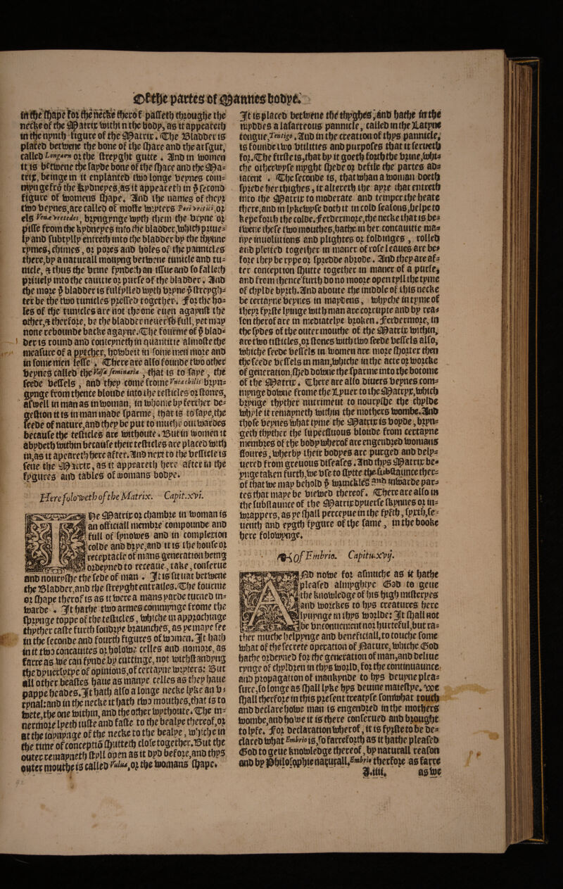 Irt fl^ap^ fot fiecfee f palTet^ tf^ioaglje t!)c neta? of tpe #atctp tottbt n t<)c boD^ as U appcareti; in t^c npntb ftgurc of tlje ^atciic ♦ Cbe iSlabbet: is plafeb bctttjenc tbe bone of tbe fl^acc anb tbe atrgut, callebt*»^«^o,itbe ftcepgbt gutte. Inotn toomeo it is bEfidfne tfje fapbe bone of tbe (l^ace anb tfw ^a* tct)C, beinge tn tt enpianteb tluo longe bepnes coni: mpngcfcd tbe ii)>bnepf0,as it appeace tb in ^fecona figute of toomeus Ebiipf♦ ibc names of tbcpj ttoo bejHics,ace calleo of raofle teptecs ?*« ,oj rts rtM>Tettdts^ bipngpngctoptf) tlieni tbe l>cpne oj Ip anb fubtpllp entcetb into t')c blabbec bp tbe f[H’bne cpmeS) diimes, ot potes anb boles of tbe panntclrs tbece,bp a natticall mbupng bettoene tuniclc anb tu- nide, 9 tbus tbe bnne fpnbedi an tlTue anb fo fal letb pduelp into tbe canitie oj putfe of tbe blabbec. ainb tbe inoite § blabbec is fulfplleb toptb bipnc ^ ftrepgb- tei: be tbe ttoo tunitles pjxlTeb t ogctbet-. ^oi tbe bo¬ les of tbe tuniclcs ace not tbeone euen agapnft tbe fltbeCjij tbecfoie, be tbe blabbec neuer fb fuU, pet niap none cebounbe batlse agape-Cbe foiirme of § blab* > beciscounbanbcontepnetbtntiuantittf almodetbe nieafuccof a PE^cbet» botobeit in foine nteti mote ano tn fonte men IweCbece ace alfofounbe ttoo otbcc bepnes calleo tbe^T'”'»^' , tbat is to fape, tlie feebe beffcls, anb ibep come ftomc^»f^'^ btpn: gpnge fcom tl^ce blottbe into tbe tertides Oi llones, aftoellinmanastntooman, (ntoboniebpfectbec be^ ftefttontttsinmaninabefpanne, tbatis tofape.ttje eebe of natutc,anbtbepbe put to mucbe outtoacbcs bccaufctbc tefticles ate toitbotite.iButin toomenit tn,as it apearetb bete after.lnb nett to rtic beffidc is fenc tbe yl^jtcic.asit appeacetb bete aftccRi tbe fpgures anb tables oftuomans bobpe. Utre fulotpithofthe Matrix. Capit.xyi. fte^attipojriiambte in toomanis aii officiali membie tbmpounoe anb full of fpnotoes anb in complecion (Colbe anobtpe,anb itis tbeboufcot ceceptadc of mans generation betng otbepneb to receaue, tabe, tonfecne anb nbucpfbf tbe febe of man. 3!t ts fttuat bettoene ite25labbet,ano tbe ftcepgbtentcailcs.tCbe foncnie tii (bape tbecof ts as tttoerea manspacbe tucneb in: ttiatbe ♦ gftbatfre ttoo armes commpnge frorne tbe Ibipnge toppc of tbef efttdes, tobicbe tn appjocbtnge tbptbec cade fuctb foiibipe biaimcbes, as peinape fec in tbe feconbe anb fouctb figures of toamen. jt batb initttooconcauitcsotbolbtoe celles anb nomoie,a3 faeceas toe can fpnbe bp cuttinge, not toirbft^bpug Ibe DpticdPtpe of opinions.of cectapne totptcrs: ©ut tiU otbec beaftes baueasmanpe celles as tbepbatie pappe beabes.Itbatb alfo a longe necbe Ipbe an b j rpnaltanb in «te necbe it batb rtoa moutbcs.tbat is to tDete,tbe one toitbiu, anb tbe otbcc toptboiite^^Cbc m-' necmoie Ipetb iufte ano fafte to tbe bealpe tbeceofoj Bt tbe iopitpnge of tbe necbe to tbe bealpe, tobicbe in fheWof conceptio l^uttetb doletogetbec.^ut tbe outec cemapnetb ttapen as it Dpb befo.ie,^D tbps OHttc nioutbc (3 calleb tbe tooipans (bape* 3[tts placeo bettoene tbetbpgbes^finD batbr ftttbe mpbbesalafartrous panmde, calleDmtbeJLatpnc tonguf. Jtnb in tbe cceation of tbps panmde; tsfounbettoo btilittes anbputpofes tbatttferuetb foji.(Cbe fitttciSjtbat bp it goetb fojtbtbe bjmie,tobt^ tbe otbectopfe mpgbt Ibebc 01 Deftle tbe partes abs tacent • Cbe feconbe ts, tbattoban a tooman boetb fpiebebectbtgbes,italtfcetbtbe apie (batentcetb into tbe d^atrfe to mobecate anb tempec tbe beate tbete.anb tn ipbttopfe botb tt tn colb fea(ocis,belpe to ft epe foub tbe tolbe.f etbenno?e,t!)e necbe tba 110 be^ ttowc tbefe ttoo moutbe6,batbe in bet tontauittc ma* npeinuoltitions anb plt^tes oj^ folbmges, tolleO anbpietteb togetber m manet of tofe leaues are be# fotetbepbetppcoi fptcbbe abiobc. 3(lnbtbcpareaf: ter tonception Cbtitte togetbec tn manet of a pude, anbfrom (bencetuttbbono mooteopentplltbctpme of tljplbe bpitb.Sdnb aboute dje imbbleof tbis necbe be certapne bepnes in maptens, tobpebe in tpmc of tbepi fp^fte Iptuge tottbman ace concupie anb bp cea< fen tbecof ace in niebiatelpc btoben, jfccbecmote, iti tbcfpbesoftbeotitecmoutbe of tbe #atti)C toitbin, are ttoo tifticlcs,oi ftenes tottbttoo feebe beffels alfo, tobicbe feebe beffels tn toomen ace nioje njoitec tben tbefeebe bcffels m man,tobicbc in tbe acteojtooicbc of generation,fljeb botone tbe fparme into tbe botome of tbe )3@atrt)c. €bece are alfo biuers bepncs tom: nipnge botone ftometbeXpuec totbe^^attpy.tobitb bjpnge tbptbec nutrimeut to noutpttje tbe cbplbe h^ple it remapnetb toitbin tbe motbets toombe.3bti> tbofe bepnes tobat tpme tbe Jj^attipis bopbe, btpn: getb tbptbec tbe (upeettuous blottbe fcom cectapne membtes of tbe bobptobecof ateengenbjeb toomaus fioures,toberbp tbeit bobpes ate puegeb aiibbelps ueeeb from geeuous btfeafes ♦ jlnb tbps d^atctpbe» of tbattoe map bebolb f toxtncfeleS in^tbe pac: testbatmapebe bietoeb tbereof» Cbcteacealfoin tbefufettaimceof tbe ^^atripbpuerfcfbpnnesojin: tomppers, as pe l^all peccepue in tbe fpftb, fpttb.fe= tientb anb epgtb fpgurc of tbe fame, in tbeboobe bete folotopngc. /^QfEmbrio. Capitu.xyj. I^b notoe fot armnebe as it batbe pleafeb almpgbtpc <i53b to gene jtbe bnotolcoge of bts btSb mtttcrpes lanb tootebes to bps cceatiices bete llptipnge m tbps tootlbe: ^t fball not JiJc tmconncimitnot burteful,but ta^ tbec mucbe belppnge anb beneftciaU,to toucbe forne tobat of tfie feccete opecatton of jBatuce, tobicbe <Bob batbe otbepneb f ot tfje genecation of man,anb bcltue cpnge of cbplbiien in tbps toodb, fo? tbe ccmttnuaunccf atibptopagaiionof manftpnbe tobps beupneplea: fute,fo longe as l^all Ipfee bps t>euine matettpe* we fballtbecfojemtbispjefenttceatpfe fonrtbbat toueb anbbeclarebotoe man iscngenbjeb fntbc motbets toombe,anbbotoeitfStbece confecueb anbbjougbt tolpfe* dfoj bedacattontobetof.ftisfpjttetobcbe: daceb tobat is.fo fattefojtb as it batbe pleafeb <]5ob to geue ftnotolebge tbeceof, bp naturali ceafon anb bp ^bilargpbicnacucaU*^'»^*’'* tbetfo^e as Itecce ^.ffif* astoe