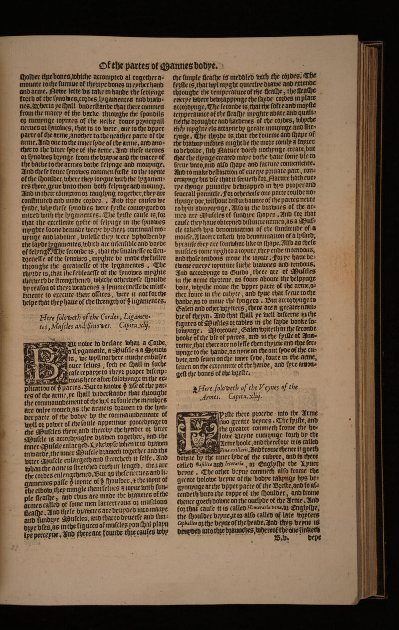 €>t t^e pactes of ^annesboDpe. fl^oIUcr tl&jebones,to!)tc!)c acconipteb al togctbera^ moimte to tbc fumtue of tbpi^tpe boncs tn cp^c banb ano arme, ^iotoe Ictte bs tabe m baiibc tbe fettpjigc fo?tb of tbe fpnotoc0i,co;bcs,lpgai«ente« awb bjato' ne0.3tcberm pc f^all bnberftanbe tbat tbere cottimett Ifromtbemacep of tbc batbc tbiougbetbc fponOtlo oj tumpnge lopnte© of tbe Hctbe fowce ptpntipall necuea ot fp«iobie0, tbat t0 to teete,oneto^bppci: parte of tbe 8rme,anotbec to tbc neatbet pacte of tbc arme,lnb o»e to tbe tnnec fpbe of tbe arme, ant> ano^ tbecto tbebtter fpbeof tbe aniie,:lBnD tbefc nertie0 oj fpnotoeo btpnge from tbebtapjjeani» tbc marep of tbc barbe totl)cacme0bot^ felpnge ano moupngei 3llnO tbcfe fottre fpnotoeo commen ftcfte to tbe ioptitc pf tbe (bOMlOa,u*ere tbep iocgne tottb tbe lpgamen= ite0 tbece,geue bnto tbem botb felpnge anO momng, SfinOintbeircomtictonot tanglpng togctber,tbeparc tonftitiiteO ano mabe cojDeB. ♦ Sfnbtbtc caufcotoe fpnOe^tobptbefe fpnotoeo b^re fpifte cbniopgneDot mOcel! toJtb tbe lpga«iente04 Ci)e fp?(le caiife t0,foi tbat tbe ciccellcnte gpfte of felpnge m tbe fpnoU)e0 nipgbte foonc be mabe toerpe bp tbepj contmual mo= iipnge anolaboure, bnlcffe tbep >i)cre bpbolDenbp tbefapOclpgamente0,tob!tb are infenftblcanobopbc of fripngf^Cbe fcconoe t0, tbat tbe fmalnetre ot flen' OtenelTe of tbc fpnotoeo, mpgbte be mabe tbe fullec tbjotiglje tbe greataelfe of tbe Ipgamenteo , Cbc tbptbe IS,tbat tbe febleneCTe of tbc fpnotdcs mpgbte tbecto’tb be llrcngtbeneD, b)b*tbe otbertopfc (boulDe bp reafon of tbepj bwafeenes j Ipmmemeire be infitf^ ficiente to ejcecute tbeit offtces, tere tt notfo?tbe Ufere folowth ofthe Cor des, Ligmem USfMnfcles and:§mo1»es. itiat notoc to beclarc febat a Co.tlie, aHpgamente, a <flpurcle 9 a ^pnoto 10, toc lopllnotbere mMcbeenbufpc bure felues, fptb pc Iball in fncbe cafcrepapteto tbept piopcr bifcrip» «r».«,«ittoii0 bere aftec f olotopngc in tbe cjC* Ki^nof|^ctes,25«t to bnotoe § bfe of tbe par^ tePoftlKarme.pc Iball btiberHanoe tbat tbwngbe tbe commatmbententof tbe topi otfometbemembte0 are onlpemotieD5a0 tbe acmct0DjaK)en to 6)e bpo* Der pacte of tlje bobpe bp tbe tommaimbemcntc of topll ot potoec of tbe foiile appetitioe piocebpnge to tbe !^tifclc0 tberc,ant) tberebp tbe bpnoec ot bttec «Mufrie 10 atcoiOpnglpe oiatom togctbec, ano tbe tnnec le cnlargeO*i.pbetopre toben tt 10 bjato^ tntoac^,tbe inner ^«fcleOiaiDetb tJttec abufcle enlargetbano flcctcbetb it fclfe.aiiiD toban tbe arme is ftretc^b foitb «t lengtb, tbe.i are tbc cwDe0 enlengt^neD.^ut as tbcfe nerucs attO li? «amentes paffe #iopntc of§ fboulDer,atbeiopnt of tbc clbotoibep mingle tbemfeliies f iopnctoitb ole flcalbe, anb tbns ace mabe tbe bjatonesoftbe armes calleo of fome men laccecteotw oi murclotis fleaUie. 3nD ibefe bjatones ace OeupOeO into manpc anO wnOipe !^tifcles,anOtbattoDpuecfe^nb fun- Dipe Ofes as in tbe figures of mwfcles pou (bal Pla^ fpc^wcpHe*»oO ^b«e«c foiuiOc tbwcawfes tobp tbe (imple fleafbe fs meOOleO toltb tbe cOjibes* ®be fpjtte iSjtbat t^l mpgbt quietlpe Ojatoe anO ectetiDc tbtougbe tfje temperature of tbe fleafbe, tbc fleafbe citerpc tobece betojiapppngc tbc fapoc cojbes in place atcojOpnge.HIbc feconoe is,tbat tbe fofte anO mopfte tcmperauncc of tbc flcafbc mpgbte abateano quale» fictbcotougbtcanObatDcnes of tbc cojioes, tobpcbe tbep mpgbte cis attapnebp greate moupngc anoftirs rpngc, (Cbe tl)?>jOc is,tbat tbe foticmc ano Ojape of tbe btatonp m^tes mtgbt be tbe moie tomlp a fapicc tobe'bolDe,ntb Hiature ooctb notbpnge create,but tbat tbe tbpnge cccateo mape botbe bauc forne Ole to feriic bnto,ano alfo (bape ano facture conucniente» JftiO to mabeOefltnctioii of euerpe pziuate pact, con^ ccmpHge bis Ofe tbat it feruetb fo,t,|5ature batb cuce rpe tbpnge pjiuatlpe bctoiappeO m bps pjopecano feticrall pamitcle.f oj otbectotfe one pacte totiioe no» tbpnge ooc,toitbout OtRurbannee of tbe partes necte tobpm aOiopnpnge.aifoin tbc biatones of tbe ar» mes ace sapufclesof funotpe Ajapes ,3nO foj tbat ca wfe tbep baueobtepneO biRtnete nanie0,a0 a apuf? tle tabetb bPS oenomination of tbe fimilitube of a motife.lS lacert tabetb bis oenomination of a IpfarO, bptatife tbep are fomtebat libe in ibape.^lfo as tbcfe mufcles come npgb to a iopnte,tbep enoe in tenbons, anotbofetenOons moue tbe topnte.^^otpe bauebe» ttocne euerpe iopnture lurbe biatones aiD tenoons* 3lnDateo^pngeto<®utDo,tbece are of ^trfcles tn tbe arme tbpctene, as foure abotite tbe belppnge boiie, tobpcbe moue tbe bpper pacte of tbe amic,o» tbec fonre m tbe cubpte, ano fpue tbat feruetotbe banoe,as to moue tbe fpngecs, ©utattojopnge to <!5alenanOotiicctoMntec0,tbece area greaternium ineoftbepm* 3(lnotbat flball pc toell oifteme «tbe figuresof^ufclcsoztables m tbe fapoe boobcfo» lotophge * #oicouec, dBalen tojitetb in tbe feconoe boofeebftbeOfebf partes, ano in tbe fpifteof Sfnas tomie,tbat ibete are no lefle tben tbpjtie ano tb?e fcr« upnge to tbc banoe.as npne on tbe out fpoe of tbe cu» bpte,anOfeuenontbe imiec fpOe, foure in tbe arme, feuenont^ciCtremttteoftbcbanOf, auo (pceamoii» geft tbe bones of tbe tojefle, J^Here fohlveth of the Veynes of the Jrmes. Capit u.xlij- < ■ ^ ■ ^jtletbere pioceOe;; into tbe 3(!rmc ttoo greate t)cpnes,(Cbefp!illc,ano tbe geeatee commetb frome tbe b®* lotoe aiepne runnpnge fojtb bp tbe airmcbooleianOtbcrcfoce itis callcO _kn* «i/tirij.ifnirfcome tbente tt goetb botoac bp tbe inner fpoe of tbe cubpte, ano ts tbeee calleo ano , in oCnglplbe tbe iLpuee bepne. Cbe otbtt Oepne commetb alfo feome tbe greate bolotoe Oepne of tbe boOpe takpngc bPS bc^ gpnnpngcattbe Opper pacte of tbe i5jcftc,anofoat» cenoetbOntotbe toppeof tbe iboulOer, ano frome tbence goetb Ootonc on tbe outfpoe of tbe 3trme, 3(nO fottbat caufe ftts calleo €tiglplbe; tbe Iboul0ect)epne,ttts8lfo calleo of late totpters crtW/MoitbeOepneoftbebfaoe*lnO tbps bcpne t» _____ «A,