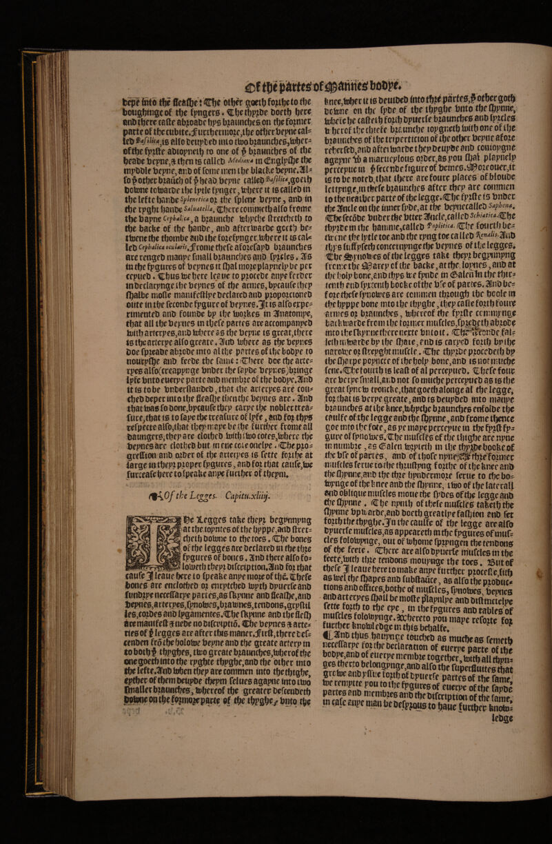 into Settfbe t €fjc btijer goetb fo^ib^to tbe bougbtngcof tbc fpngcts. ^ljPtbP?be Doetb bfw enD tijere taftc abjoabc bps b jaiincbf fi on tlje fojniet leb alio tcttplicb into ttoobjauncbfSjMjf oftbc fpiifte abioj>nctb ro one of p bjaHticbfS of tbe bcabc bcpnf,^ tljfn ts callcb Medidvd mCnglpfl^ctbc itipbOlf bfpnf, aiib of Vome iitcn tbf blacfecbepne.KlIi ro^otbccbtaucbof^bfab bcpne taUcb®‘«y'/«‘‘,goeib botone totoarbe ibe Iptlc fpngcr, rc it is calleD in tbc If f tf banbc oj tbf fpl«if bppnc, anb in tbf tpgbt banbc Sdiuauiu^ cbcrc comme tb atfo frome t^bapne cef Mc4^(i bjauntbe tol)pcbe (ifrrtcbfib to tbe batbe of tbe banbc, anb aftermarbe geetb bf- ttoftic tbc tbombe aub Jbe fojefpnger.UJberf it ts cal« leb cefbaiut «cuUHf^ftomt tbcft afolcfapb bmtintbfs arc rengeb manpc finali bjawncbcs anb fp^des ♦ 3!s in rtje fpgtireg of bepne s it f^al mo^cplapnclpbc pc c ce pueb. tfbtts tof bf re leaiicto p^otebe anpeferbcc inbcclacpngetbebepnes of tbe arniefi.bpcaufctbep inalbe moHe manifcdlpebeclarebanb ptopoittoneb oute in tbe feconbc fpgure of bepneg.JIt is alfo cjcpe= riinenteb anb founbe bp tbe tooibes in 3(lnatonipe, ibat aU tbebepnes tn tbefe partefi aceatcompanpeb tuitbarfcrpeB,anbh3l7ereastbebepnc is gtear,tberc istfjea«crpealfogteatc,3l!iib tobere as tfjebepnes boe fpieabe ab;cbe into altbe partes oftbebobpe to noucpfbe anb fcebe tbe fame: Cbcre bce tbearte= rpes alfo(creappKge bnber tfje fapbc bepne6)bungc ipfc bnfo euerpe parte anb niembte of tbe bobpc.lCnb ittstobe bnberflanbeb, tbat tbe aeferpesare tou* tbeb beper into tbe flealbe tbentbe bepnes ate. 3(nb tbat tofi fobone,bpcaufetbep carpet^ noblecttea^ fure^tbat ts to fapetbe tceafure of Ipfe, anb foj tbpfi tefpecteallbjtbat tbepmapebetbe fiirtber froineall baungers.tbeparc tlotbeb ii)itbtbJOCbfes,teberet1je bepnes are tlotljebbut mrneccieonelpe.Cbep.xoi greffion anb tnber of tbe atterpes is fette fo?tbe at iarge tn tbept ptopee fpgwres, anb fot tbat tanfe,b)C hirce afe bere to fpeabe anpe f u rtber of tbepnu (%\.Of tke Lcggei. Capitu-xlii^. i^c Xegges tabe tbepj begpnnpng at tbe.tc^ntes of tbe bpppe,anb ftret^ tljetb boitme to tbetoes. Cbe bonefi of tbe leggesare beclareb m tbe tbje fpgtires of bones, Inb tbere alfo fb» ^loujetb tbept bifcnption.Klnb fottbat taufe 3! Iraue becc to fpeabe anpe inozeof tbe,i;bffe bonefi ate enclotbeb oj enrptcbeb luptb bpuerfcanb f«nb.tpe necegarpe pa rtes.as fbpnne anb fleaibe.anb bepnes,atterpes,fpnotof0,b.tatoncfi,tenbonfi,grp(lil fite niantfell 9 nebe no bifanptidi l^e bepnes 9 artei tiesof f legges are aftertbi&nianer.firft,tbere tet eenben frotbebolotoe bepne anb tbe gteate arterp in to botbf tbpgbes, ttoo greate bjatmcbcs.tuberof tbe onegoetbinto tbe cpgbte tbpgbe.anb tbe btbet into ^Ieftc.3fnbtt)bentbeparetonitnen into tbetbigbe, eptbec Of tbem benpbe tbepra felnes agapne into tmo nnallecbtauncbes,b>bereof tbe greatee befcenbetb iwtetie op tbe f^inoypaete of tbe tbpgbe/bnto tbe ftnee,tobet it is beutbeb fnto tb.« |}iirfes,?btbetgo^ betone cntbi' fpbe of tbe tbPSbe bnto tbe flbpntie, tebeie be calteib fojib bpuetfe bjannebefi finb fpules b bftcf ifjccbiefe bzaumbe lopgnetb Initb one of Uje biatmcbes of ibc triperticion of tbeotber bepne afo?e reberfeb,anb aftei toa tbe t bepbenpbe anb ecniopgne agapne ^ a martieploiis oibet,a8 pou Cbai plapndp percepttciit ^frccnbefigureofbcineB.^c,ieouer,it ts to be noteb,tbat tbere arefoure places ofbtoube lettFnge,mtbffeb|ann(bes aftee tbep are coinmen to tbeneatber parte of tbe legge.Cbc fPiftr is bnber tljeaintle on tbe inner fpbe,at tbe bepnctallcb saphena, lilbcfetSbe bnber tbe bttee Sdncle,callcb Sf/-<«f'f ^ Cbe tbpiCeintbc baninie,calleb ^«p/ww.cbefourtbbc- tte f ne tbe Iptle toe anb tbe rpng toe ca lleb 3fiib tbps fnffpfetb tontctnpnge tbe bepnes of tl;e legges* 'tbeS^pnoteesof tbe legges tabe tbept begpnnpng freme tbe #arep of tbe batbe, at tbe, lopnes, anb at tbe bolp bone,anb tbps toe fpnbe in (ftaietiln tbe tbit* rentb etib fptctntb boebe oftbe bfe of partes. ISnb be* fote tbefefpnotocs arc ccniirten tbiotigb tbe bcclein tbe bpppe botie mto tbe tbpgbe, tbep caflc fortb fouit armes 0? braimti^s, tobfreof tbe fpzlle tcmmpnge ViW intotbenipnnetberciicrte btitoit. Cb^*^tenbe,fab letbuitoartcbpibe fl)ate,anbi6 carpeb foub bpibe narotoe ot (Irepgbt mttfcle. Cbe tbp?be proccbetb bp tbcQ)arpcpopiicteoftbcbolp bone,anb tsnotnuicbc fene4Cbefoiutb is leaft of al perceptteb, Cbefefotic are betpe fmall,8Kb not fo mticbepercepncb as ts tbe greatfpncto tw»nt}ie,tbatgoetbalongeaf tbeleggc* foj tbat is betpe greate, anb tsbeiipbeb into maiipc b.ta unebes at tbe ltnce,htbptbe b^auntbes enfolbe tb« tattlfe oftbe legge anb tbe (IbPnne, anb feome tbence goe mto tbe fote, as pe mape percepne in tbe fp?ft fp- tbe bfe of partes, anb of tbofe npne^tbieTotmer iiitifclesfertietofbetbtiiltpng fortbe oftbefenceanb tbeQjpmic,anbtbetb?e bpnbermore fmie to tbcbo= topngcoftlre linee anb «re fbpnne, ttoo oftbe lateraU anb bbliqtie nuifclcs motie tbe O^bes of t^ legge atib tbelbpnne. Cbe npntb oftbefe mnfcrefi tabetbtbe ibpnnebpn.arDe,anbboetbgceatlpcfa(bion ai® fer fo?tb tbe tbpgbe. Jn tbe canlfe of tbe legge are alfo bpuetfe mufcleB,a6 appearetb ftt tbe fpgurcs of mufs tlesfolotopnge, outof tobomefpjpngen tbetenbons OT tpe feete. Cbere arc alfo bpuerte inuhles in tbe tenbons moupnge tbe toes. 23ittof tbefe j leatieberetomaUe anpe furtber piocene fith as toel tbe Ibapes anb fiibftaute, as alfo tbe ptobut* ttons anb offices.botbe of mnftlcs, fpnotoes bepnes anbarte^^es be molle piapnlpe anb bihtnctelpe m«rriS?«i tbcfpgures anbtablesof mtifcles folotopnge.axbereto poti mape reCotte foz ^r^erbnotolebgc nubis bebalfe. ^ ^ f[,^btbus bauj>nce toucbcD as muebeas femetb ncceffarpe fottbeDcclaration of euerp^arte oTtba bobpe,anbof euerpemembte togetber toitball riron- ge6tber.tobelcmgpnge,anbalfo%efia^ grctoeanbplli!efo.ttbofbpuecfe partes of tbe fame toe reniptte pou to tljc fpgurcs of euerpe oftbe fapbc partes anb nirntbtes anb tbebifcctptton oftbe fame •n care anpe nian bc befpjoMs to bfiue lebge