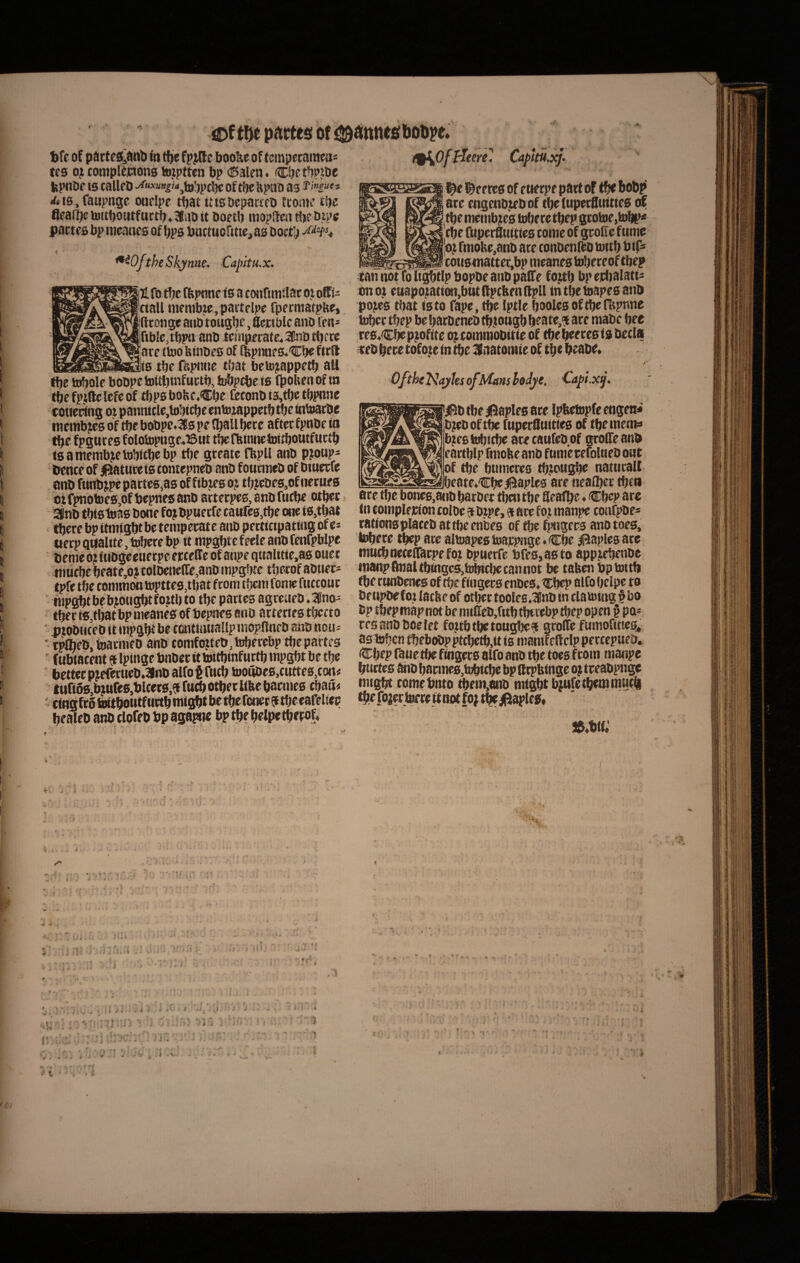 I ( I l I i I I l I p^tttes of tfc of parteS^anb tfjle fp^Bc boo&e of tcmpecamea* ffs oj compltictons tojptten bp <15alen. Cbetbpibe fepnoe is calleb •^«^«ni'«,to!)pd^ of tJjc bpao as ?>?«'* <fcis,faupnge oadpe tbat tasDcpaweD rtoau’ £be fleafbctottboiitfttctb»3fuOit boftb raopftciitbcOipc partes bp mmcs of bps buctuofme, as boet’^ i ' ^OftheSkynite. Cai>jtH.x. * } iU fij tbc fbpnne f s a coiirtmtlar oj ofifi- Vtall tnfnibie,paitelpc fpermatpbe, ijfttonge aiib tougbe, flettblc ano len* |rib!c,tbpti anb temperatC4 3lno tljcre are ttuo binoes of fBpnoes«'Cbe firft _Its tbe fbpmie tbat beto;iappetb ali tbe tobole bobpetoUbtnfurtb, bibptbe ts (bobenof tn tbe fpfllc Icfc of tbps bobc.Ctje feconb ta,tbe tbpnnc tnembjes of tbe bobpe.3s pe (b^U berc aftet fpnbe ia tbe fpgur es folob)page»i5iit tbe fbinncbjttboutfuctb isamembj^etobitbrbp tlje greatc fbpll anb p?oup- bence of satureis tontcpneb anb foucineb of btuecfe . anb funbjpe partes,as of ftbjes bj tbjeoes,ofnerues otfpnotoeSjOf bepnesanb arterpes, anofuebe otbet agno tbts toas bone fojbpnerfe cattfe8,tbe onc is.tbat tbere bp itinigbt be temperate anO pertfripattng of e* uerp Qtialtte,tabere bp it mpgbte feele ano fenfpbipc beme o? fuogeeneepeejcceffe of anpe qualttie.as ouet mu^e beate,ojtdloencire,anO mpg5)tc tberof aoner- tpfe tbe conimon topttes,tbat froni t?)cin fonie fuccour • rnpgbt be b^ougbt foitb to tbe partes agreiieo. Igno- tber ts,tbat bp meanes of bepnes ano artertes tberto ' PtobticeO it inpgtK be fonttmiallp mopitneb ano nott- ■ t^eb, bjarmeo ano comfojteo, toberebp tbe partes  (ubtacent et Iptnge bnOer it toitbinf urtb rnpgbt be tbe betteep?eferueb.3lnbalfoSrtifb too«oe6,cnttes,con« tufi68,btttre6,bltet0,^futbotbetlibebarmes cbau^ eere. l^e ©eeres of etierpe part of tbe bobp’ ate engenbjxbof tbeltiperOuities cv tbe metnbjies tobete tbep grotoe,tobP^ 'tbe fuperfluitiestome of groCe fume |o^ fmolte,anb ace conoenibo mitb bip» _ ___ cons4nattei;bp meanes tobereoftbep cannotfoligbtlpbopOeanopaire fo.ub bperlialati' onoji eiiapo^tation,btit(lptttenfl:pll intbetoapesanb pojes tbat isto fape, tbe tptle booles of tbedtpnne tobertbep bebarOeneOtbtoagbb^ate,^are maOc bee ces.Cbe p^ofite oj^rommobitie of tbe beeres is Oecis ceO bere tofo,te in tbe Haatomie of tbe beaoe* i Ofthttiayhsoflaiansloiyt. €api.icj. ||5Otbei|5aple0are Ipbetopfeengen* 0^0 of tbe fuperfluities of tbemem^ bjtesiobicbe arecaufeoof groflTeano f artblpfmobc ano fumerefoUieO ont of tbe bumetes tbjongbe naturali _jbeatf.Cbe/liaples are neaiber tbta are tbe bones.anO barOer tljen tbe Seafbe. Cbep are tn tompleirion coloe 9 Otpe, 9 are foj manpe confpOes tationspIateO attbeenbes of tbe fi»ngcr3 anotoes, lobere tbep are altoapes toappnge. Cbe Rapies ate mucbnetelTarpefop opuerfe brcs,a0to apppebenoe inanpftnaltbingcSjtrtnrbecannot be tabenOptoitb tbe rtmOenes of tbe fingers enoes. ttbep alfobelpe to OeupOefot latbf of otber tooles.^no in tlaiuing § bo Op tbepmap not be miIIco,fttb tbtrebp tbep open § pa* resanoooclet foubtbetougbes grolTe fumofitteSj, astoben tbeboOp ptt!;etb,it is mamte ftclp percepueb, (Cbep (bue tbe fingers alfo anO tbe toes from manpe bnrtes ano barmes^hibitbe bpftrpbinge oj treaopn^ nngbt comebnto tbem,ano mt^tbjufetbemmutb tbefoiertoerettnotfojtbejRaples, r■ ^ ii % , . cr
