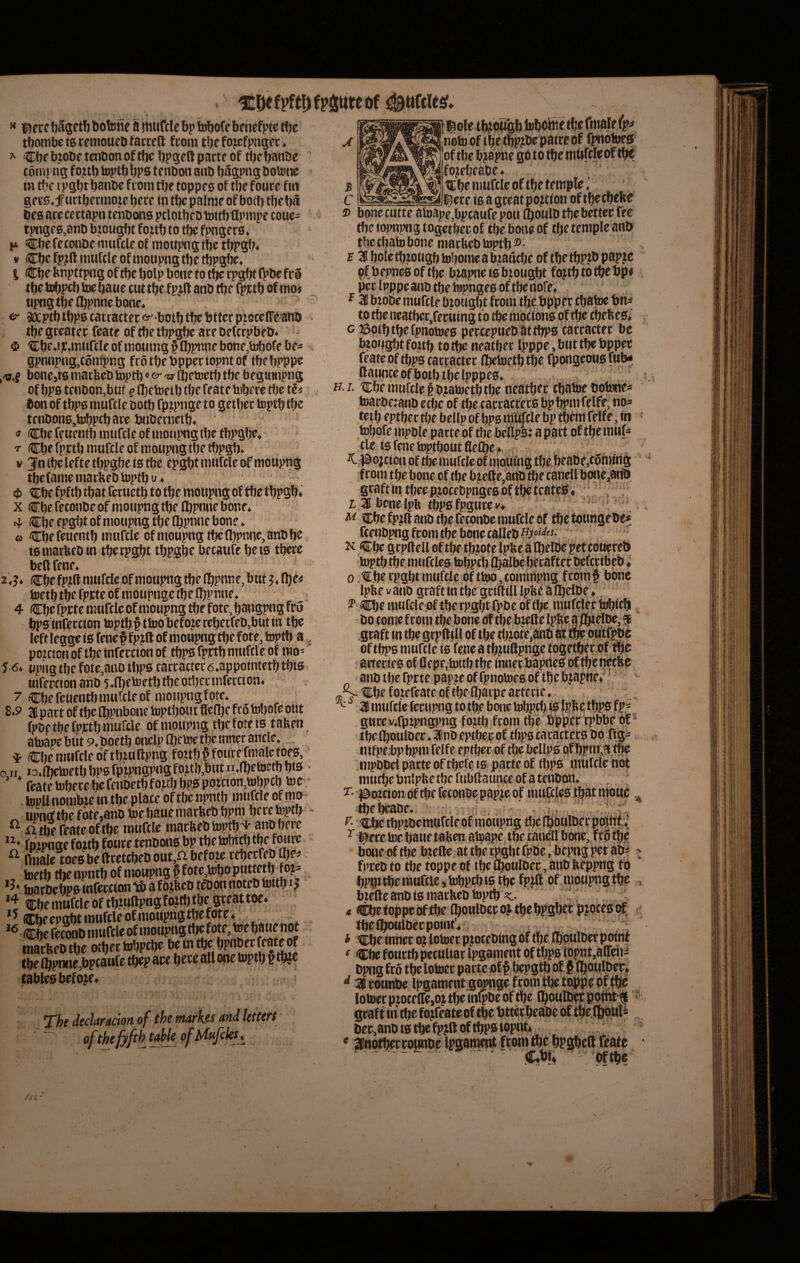 >* l^tve fjasetfi botene a niurcle bp tobofe behefpte tfjc tbombc ts remoueb facceQ: fcom tbc fo.icfpn9ec« ^ 'Cbe bjobe tcnbon oftbc bpgeft pacte 6f tbebanbe tonijng fo?tb toptbbps tenbon aab bagpng boicne m tbc ipgbr banbc fconi tlje toppe s of tlje fotice fm gecs.furtbermote bece in tbc palme of boilj tbeba 6e0arecettapntenDon0pclotbeDtoitbQpmpetouc- tpngc0,anD btougbt foub to tbe fpngec0, H Cbe fetonbe nuifcle of mowpng ibe tbPSb* V Cbefpjftimircle ofmoupngtbetbpgftc, I Cbe bnpttpng oftbe bolp bone to t^ rpgbt (bbe fr§ tt)e tobpfb toeljane cut tbe fpjft anb tbe fpwb of mo* «png tbe Cbpnne bone* 6 3iXptbtbp0cairattec«^ boibtbebtterpi8ceffeafib tbe grcatec fcate of tbe tbp^ ace befccpbeb. o Cbe*i]C.nuircleofttio«mg§(bpnnebone,tobofebe« gpnnpng,t6mpng fcotbebppcctopntof tbebpppo «.f bone,t0 inatbco ^tb«-w njetoetl) tbe begtnnpng of bp0 tenbon,buf f (betoeib tbe featebibrtc tbe te< , bon of tbp0 mufcle botb fpipnge to getbec tcptb tbe tenbon0,tobptb ace tHibernetb* f ®be feuentb mtifcle of inonpng tbe tbP$be* T Cbefpctb mufcle ofmoupng tbe tbpgb* V 3!ntbcleftetbpgbei0tbc epgbt mufcle ofmoupng tbefame macbeb toptb u ♦ €be fpftb tbat fecuetb to tbe mottpng of tbe tbPSb* X ®be fetonbe of nioupng tbe Ibpnne bone* 4 ®be epgbt of moupng tbe Ibpnne bone. « Cbe feuentb mufcle ofmoupng tbe Ibpnne, anb be i0matbebtn tbecpgbt tbpgbc becaufe beis tbece beft fene* 2* J* (Cbe fp?fl mufcle of moupng tbe Ibpnne, but j* fbe< bictb tbe fpjcte of moupnge tbe n;pnne* 4 Cbefpjcte mufcle ofmoupng tbe fote, bangpng fco bps tnfeccion toptb § ttoo befoje tebetfeb,but in tbe leftleggei0 fene# fpjftof moupng tlje fote, toptb a, pozcicn of tbe infeccton of tbp0 fpjctb mufcle of mo^ J 6. upiigtbe fotc,ano tbps caccactec6,appointetbtbi3 infeccion anb 5 .Hjetoetb tbe otbec infeccton* 7 Cbe feuentb mufcle of motipngfpte* 8.9 3 pact of tbe Ibpnbone toptljoii t flelbe fco toliofe out fpbe tbe fpytb mufcle ofmoupng tbe fote 10 taben atMapebutP.boetbonelplbemetbemnecanclc* . ^ Cbe mufcle dftbjullpng foitb#fourefmaletoe0,’ MI. i3.fbetoetbbp5fpjpn5p«eft>^tb,butn.(betoctbvs fcate tobece be fenbetb foub bP0 p(ntion,tobPCb toe ; topll norabte in tbe place of tbe npntb mufcle of mo- upnrftbefdte,anbtoebauemacbebbpm bece toptb - ^ ntbefeateoftbe mufcle macbeb toptb ^ anb bece fpipngefoztb fotice tenbcmo bp tbe tobirt) ‘•‘•eJoiice ^ Ihiale toe0belltctcbebout,iibefo,to rebecfeb ge^ 't Cbe mufcle oftbjwftpngfojtb tbe gceatt^. Cbeep^tmufcleofmoupngtbefote*^ Cbe Sb mufcle of moupng tbe fote, toe baue not mackfOH.t oHetWipcl). tte ®!TOt,6pa“!' <6.^ “f® *** table0befo}e* noto of t be tbp?tie patce of fpno toes 'of tbe bjapne go 10 tbe tnuftfeof tb^ fojiebeabe* Cbe mufcle of tbe temple ^ —--.^-^-^tecrc 10 a great po?tion of tbe cbebe ® bone cutte atoape.bptaufe pou (boulb tbe bettec fec tbe iopnpng togctbec of tbe bone of tbe temple anb tbe cbato bone marbeb toptb ®- r aiboletbtongbtobomeabiaucbe of tbetbp?bpap?c pfl)epne0oftbc b?apnei0btougbt fojtbtolbebp« pec Ipppc anb tbe tepngeo of tbe nofe* to tbe neatbcc,fecning t o tbe moft6n0 of tbe cbebe0* G Bptbtbefpnotoeo pecceptieoattbp0 taccactec be bioiigbtfo.ub totbe neatbec Ipppe.buttbetJppec feate of tbps cacractct Ibctoetb tbe fpongeoH0 fnbf H.7. Cbe mufcle f b?atoetb tbe neatbec (batoe bototie* .toacbezanb ccbe of tbe caccactec0 bpbpm felfe, noa teib eptbec tlje bellp of bP0 mWtle bp tbem felfe, in - tobofe mpble pacte of tbe beups: a pact of tbe mtifs _. .. ,ati6. gcaft in tbee pjocebpngeo of tlje tcat.etf. z. 55 bone Ipb tbp0 fpgnce I'* M Cbe fpjll anb tbe feconbe mufcle Of tbe tounge bc fcenbpng fcom tbe bPne talleb N — - ' ' • - - ‘ ” ;* 0 Cbe tpgbt mufcle bf ttoo, tomtbpng fcpm# bone Ip&e V anb gcaft tn tbe gcillill Iplie a l^eibe ♦, 2* (Cbe mufcle of tberpgfjtfpbe of tbe mufelec tobicb ' ■ ■ ■ -■-'■--f of tbps mufcle i0 fene a tbjnClpnge to^etberbf ibe actecieo of flepe,tottb tbe innecbapiie^of tbe netbc anbtbefprtepap.iepffpnotoeboftbebjapne*'' Cbe f ozefeatc of tbe Ibarpe acterie. '• (J __ . d* . w ^ ^ . d » gucev.fpipngpng fo«b fcom tbe tibpec cpbbe w* tbe tboulbec. ainb eptbee of tbP0 cacactecb bp ng= .mpbbel pacte of tbefe 10 pacte of tbp0 ntufcle nbt mutbe bnlpbe tbe fubflatmce of a tenbon* r. ‘ . - - * - -. tbebeabe. ^ Cbe tbPJb*;iUWint uiuu{’»iy it/i- ^ \ 7 i^ecetoe baiietalien atoape tbe cancSll bonej fc6fbe bone pf tbe bjelle at tbe rpgbt fpbe.bepngpetab^ > fpteb to tbe toppe of tbe fboulbec, anb lieppng tb bppj tbe mufcle, tobpcb 10 tbe fpjft of moupngtbe , biefte anb t0 macbeb toptbx. Tht decUmion of the mrkes and leitcrt of the f^feh table ofMufcks % tbelboulbecpointV. i Cbe innet oj lotoec ptotebing bf tbe (boulbec point f Cbe fouctb peculiat Ipgament of tbps lbpnt,aircb^ bpng fco tbe lotoec patte of # bepgtb of,# fbouljbec» ^ 3counbe Ipgament g^ge fcomtbctoppep|tbc Iptoecpjocelfcjpjtbein^beoftbe fbPUlbeicepim^ gcaft ili tbe fojfeate of tbe tjttecbebbc bf tbe.lboul- beCjanb 10 tbe fp?ll of tbP0 topnt» * Jnotbettounbe Ipgament fcom tbe b^abelt feate - — - bftbe //« A