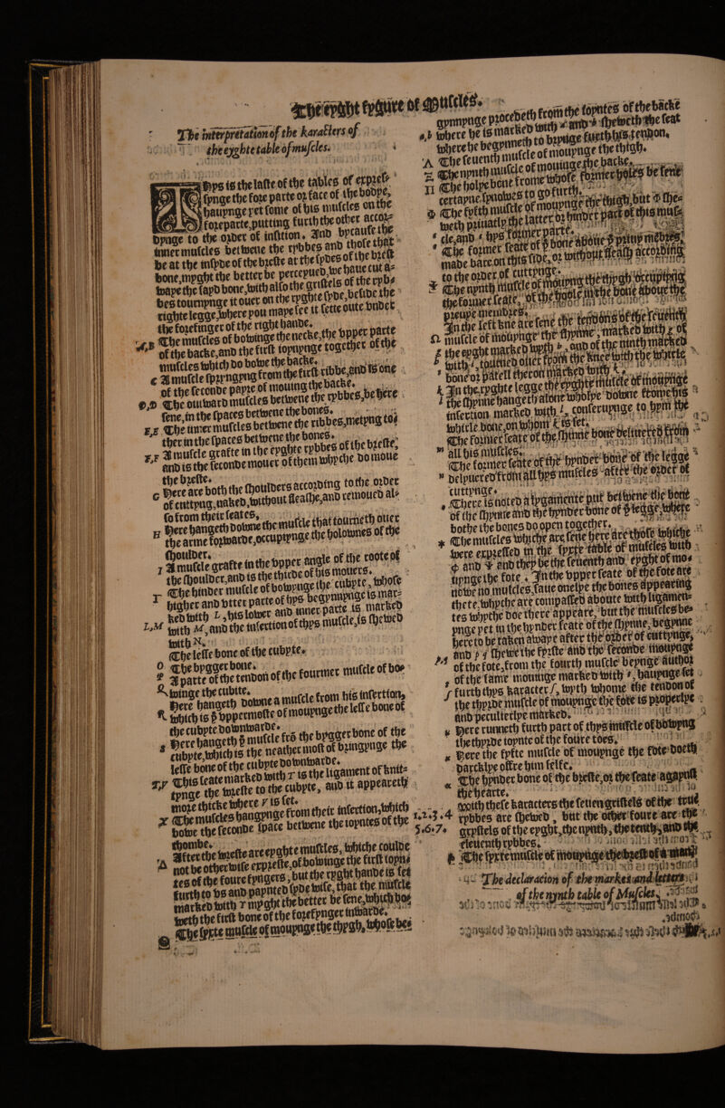 inttrfirttattottiftht karaSitrs of theej^htetahledfmufcles. fipstttijelatteof t^e t«(blcs offjM fpnaet^c fotepam ojface of tJJ« h4sy«(“«i i?oT<tSW«5 ‘“«iSf Sil ht at t^e mQ>w of b^tt« at tt« a= bonc,tnpgf)t tbe ifftSeSS of tbe tpb^ ldapetl)c(apbbone,tottbalfotW«w‘B betoctlje ^ tl^ fozefingec of . «i<. tinncc oarte ^.^SSSs» tbcbjtffo* c 'SkKg^flS Cbe Icffe bone oftije tu^P.fo» ^iDinge ttje fi***^* . j, ^..Me {rom bis infettioti, *5. tbctubptebotontoarDe. ,^^„(ji,onc of tbc Icffe bone of fftb rlsSiament of bnit^ 5fft?c tolefte to tbe tubpte, auo tt appeaceiff gpnnpnfteptoceWjn^^^^ t.t ‘yJjSto ' ses,^fe#“' to Ss»|pii!rii«rf» •t:n: .\k ■- ) K? ■? j'tiot«Te ftbinebts ^ *“ allbisniliftlSl*'' -Cbefoimetfi^toiS^gr  Oflpitereb , .CbTce^s aotebi *hptf iubocbeate conipalteb abottte toit^Ugainens irs hmimnc fintt ^ ^ iobc^ tiic fpitle attO ttjOTetowDC nHwpo^ '* of tblfoKjfroni tl)c foiirtb inufcl^ bepngratitb^ , bftbetame «wowtti^»«atbetitoitb' »,bai^ge^^ / f?l»SK4S SpI nnbpcculietlpe ntatbeO « ©ere ruiwctb furtb pac^ -^c ^r- tlietbwbeiopntcoftbcfoniretoes; ^ g ©ctetbe fpfte nuifcte of woti|>nge tf)e fotrwetft 1^1 F -i of t^c*bitefte,(K tfjefeateagsi^. ■r Z- .*• V invvil li» tttti. i~ The^ularacm 6f them(vktimi!^t^K > .idtnpjfi moretbitbowece riBiw. wetfion^ttbicb - . a^ttbtbcrefearattwtgeieucngnwe» oriw (s^nwfdeBbangpngefcowtb^ ^ r*^*5*4 («pbes are f^toeb, bitt tbe otb<^'fontc are-^^ StSerctonbe (pate bettoene tbeiopnteaoftbe firpflel6pftbee?gftt,tbcnpmi>,t^tMfe9«©^.,.^ i •» I f f '. »