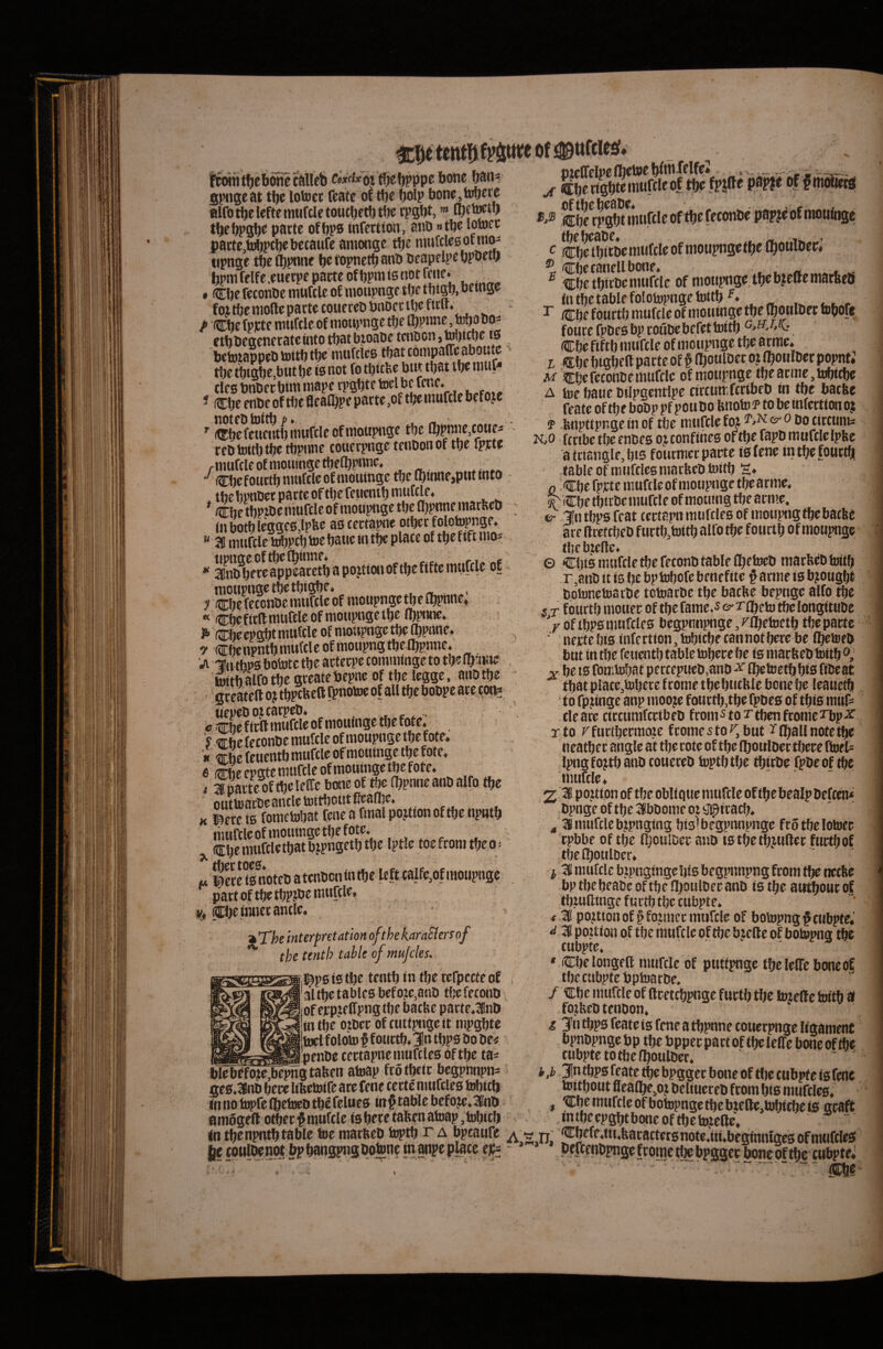 V spngeat tljc lotocc fcate of 6oip bonc,tobfr£ airot^clefteniufcletoutljctbtftc ”* t^eJ)pgl)0 pacte off)p0 infectton, ano »t^e wnJec pacte,tB^ptlbebctaufc amongc t^e mufclesocm^ Mpnge tfte^pnne ^etopnettjanP Deapelpeopoett* bpm felfc.euccpe pacte of t)pm is not feiie* _ , »Clje feeonDe muftle of moupnge tt>e ttjigli, oemge foitbe mode pacte coiiereOPnoect^efitUv J> Cfte fppte wttfcleofmoupnge t^e ll^pnne, tofjo Po^ cthPegenecatcuito tpatbtoaoe tcnocn ,Mn^e is PeioiappeP toitlj tpe mufclcs tfjat coinpaffcaboutc tl)e tt)tgt)e,but be is not fo tbicbc but tbat tbe iuiif* cies bnbecbim mape cpgbtc toel bc fcne. * Cbe enbe of rte flea^pe pacte ,of tbe muftle bef o jc notebioitb ^ ■ *■ (tJbefettcutbnmfcleofmoupnge tbe (bpnjiie,coues ceb toirt) tlje tbpune couecpnge tenbon of ttje rpcte rmufcleofntoumgetbefbptine. Cbeftuctbinufcleofmouinge tbeiQinnejputmto ^tbebpnbecpacteoftbefeuentbiniifcle, * /Cbe thpibe muftle of moupnge tbe fl)pnne inacSeb inbotblegges,lpbe as tecta^e  38 muftle WbPtbbJebaueintfjcpiate of tbefutmo^ “ anb^bece api^atetb a pojtion of tbe fifte muftle of moupnge tbe tbigbe. , . ? Cbe fetonbe muftle of moupnge tbe Cbpnne» « cbeficll muftle of moupnge tbe fl)pnne« ^ mieepgbt mutcle of moupnge tbe Obpnne, ^ (Cbenpntb muftle ofmoupngtbelbpnne, . mubps bototc tbe actecpe tomminge to tbe ipwie toithalfotbe gceatebepne of tbe legge, aiiotbe gceatell o? tbptbeft fpnotoe of all tbe bobpe ace tot^ SSSSeof mouinge tbe fote. . 'y ffhe fetonbe muftle of moupnge tbe fote. » -^4 feuentb muftle of mouinge tbe fote. 6 che epgte muftle of mouinge tbe fote, i ^nmte oftbeleffe bone of tbe (bpnne anb alfo tbe Sacbeantletoitboutfeafl|e. K iSece is fometobat fene a fmal pojtion of tbe npntb muWeof mouinge tbe fote, «Ebemuftletbatb?pngetbtbe Iptle toefcomtbeo= u IfcSotebatenbcnintbe lefttalfe,of moupnge pact of t4 tbPJbe muftle. if. Cbeiraiecantle. jkThe interpretation ofthekara^enof the tenth table of mujcks. lapsis tbe tentb in tbe cefpecte of altbetablcsbefoJic,anb tbcfetonp of etpteffpng tbe batbe patte.38nD m tbeotbec of tuttpnge it mpgbte toel f olcto f f ouctb. 3In tbps bo be^ penbc cectapnemuftles Of tbe ta=: blebefote,bepngtaben atoap fcotbeic begpnnpn- Ses.3Bnb libetoife ace fene tecte nuiftles tobicb —wh.mvhu h.uu» yi» huhhp». fnnotopfelbetoebtbcfelues inptablebefoje.lfnD , muftle ofbotopnge tbe btefte,tobicbets acaft ani6geftotbet^raurcleisbecetabenatoap>bicb mtbeepgbtboneoftbetD?elle.  (n t^npntbtable toe macfteb toptb r a bpeaufe ^ w n; ‘^*Jfff*‘i‘*batattec6note.in.beafnnlaesofmufcI«f in ScpSJtmtiftleof tbe feconbe papjeofmoutose c cbSbdbemtireleofmoupngetbelboMtoec; ^ <1:4 canell bone. ■ ^ ^ ttbetbicbe muftle of moupnge tbe bjeHemacbeb fn t4 table folofnpngetoitb^» ^ /21:4 fourtb muftle of mouinge tbe (ponlbec fobofe fouce f^bes bp coubebefetlnitb Cbe ftftb muftle of moupnge tbe ape* L ®be bigbed pacte of § ll)oulDec o? fbotilbec popnt; M Cbefeconbemiifcle of moupnge tbeacme.tobitbe A tue baue btlpgentlpe tittumfccibeb in tbe batbe feate of tbe bobp pf pou bo bnofD P to be mfectton oj f bnpttpnge in of tbe muftle foj o;' o bo ticttint: N,o fccibe tbe enbes oj tonfines of tbe fapb muftle Ipbe ■attianglf,bis foutmet pacte isfene intbefouctb table of muftles matbeb toitb S* 0 Cbe fpcte muftle of mouptige tbe a eme. t: Cbe tbubemuftle of moiung tbe acn»e, ©• Jn tbps feat tectapn muftles of moupngtbebatfte are Rretcbeb fuctb,toitb alfo tbe fotirtb of moupnge tbebteflc. © Cbis muftle tbe fetonb table fbetoeb maebeb toitb r,anb it 10 be bp tobofe benefite § arme is bjougbt botonetoaebe totoaebe tbe batbe bepnge alfo tbe s T foiictb mouec of tbefame.5&'r£betotbelongftube Voftbps muftles begpnnpnge,/flbetoetb tbepacte ■ necte bis infection, tobitbetannotbece be fl^tteb but in tbe feuentb table tobece be is maebeb toitb y be ts fomtobat pertepueb>anb ^ fbetoetbbts fibeat t4tplate,tobece fcome tbebtitble bonebe leauetb to fp^inge anp inoo^ie fouctb,tbe fpbes of tbis muf= cie ace ciccumftcib eb fcom s to r tben fcome rpp x rto rfucibecmote fcomesto^.but ^fballnotetbe neatbec angle at tbe tote of tbe fboulbec tbece ftoels Ipngfojtbanb toueeeb toptbtbe tbiebe fpbeof tbe miiftle. 2 ^ po.aion of tbe obligue muftle of tbe bealp beften* bpnge of tbe 38bbome 01 ij^tcatb. 4 3Bmuftlebtpnging bis^begpnnpnge frotbelotoec cpbbe of tbe Iboulbec anb tstbetbjuftec fuctbof tbe (boulber. 3 muftle btpngmgcbts begpnnpng fcom tbe nctfte bp tbebeabe oftbe Iboulbecanb is tbe awtbouc of tbiullinge f uctb tbe tubpte. f 3 pojitionof^foanec muftle of botopng# tubpte. d 3 poition of tbe muftle oftbe bjefle of botopng tbe tubpte. » Cbelongell muftle of puttpnge tbe lelTe bone of tbe tubpte bptoarbe, / €be muffle of ftcettbpnge fuctb tbe toielf e toitb ti fojbcb tenbon. i 3^n tbps feate is fene a tbpnne touecpnge Itgantent bpnbpngebp tbe tppec pact oftbe leffe bone oftbe tubpte to tbe Iboulbcc. - ^ h ,h 3In tbps feate tbe bpggec bone of tlje tubpte ts fene toitbout flealbe.oj beliueceb feom bis muftles. I r A bpeaufe A,S,n, !®5^^^**ii‘*i3eiitftrsnote.tn.begfnnfgc80fmuftles ?tipcplace e^ - Peftenbpngefcomebpssee Iraneof$e cubpteJ oe-