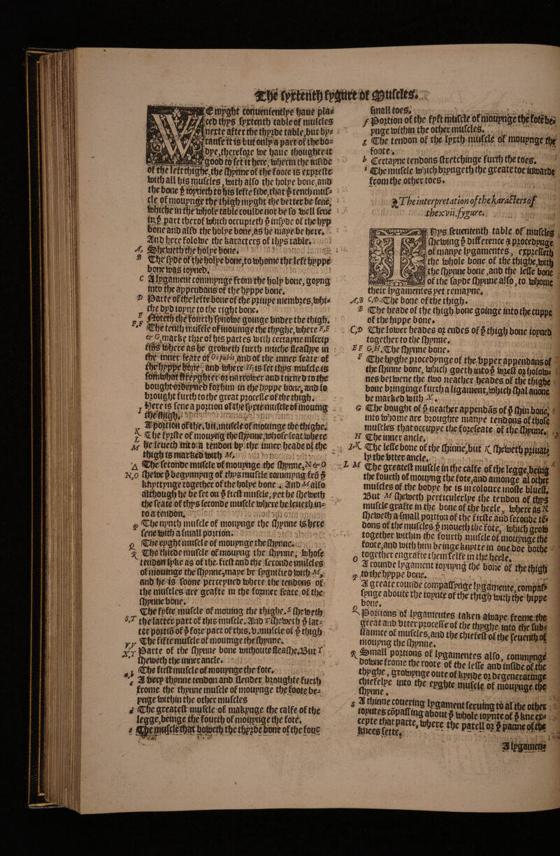 C2. '-v Cttipijlit tonuenfentli^efjau^ p{a« tc5t^p0 fpjctentf) tableof niMftlcs hpict c after the tbpjbc taWe,but tanft if ti0 btif oiilp a part of tbc bo^ toe batic tbotigbfctt godb ta fet itb^rc, tobertti tbe tnfibc ,tbc l^phnc of tbc foote t0 ejcpjf ftc towb ali bf0 nmfclra, toitb alfo tbc bolp tpe bwic f fb^etbtabte leftc fibCjtbatf tenti) niwP» e botiCjatiD , ^, n)pgf)ttl)fbfttecbefcncii! robtc^fn tbetobolc tablecotUbenotbe fo toell fcnc tnf part tbccof brfjitb occupietl) § mrpbc of tfjc bPP boneanbalfb tbcbolpebonf^asbeniapebebfrp* - SBnb bete folotoe tfte baracters of tljipa table* ^ A ^fjetoetbtfjebolpebone* ' ' ^  -v e- ® tctje' IVb^ dftbd bol^c bot)e,to toljonie tbe left bpppe boaetoaaiojwbv > * c 2S l^gamertt tonitnpnge femn tbe bolp bone, gopng mto tbc appenbana of tbe bpppebone, ® Parte oPtfjelcfte bone of dbc pji upe tnenib?f0,SDbt< - ^bibpb.ippnetotbengbtbonc» p F l^ldlfdtirtbTpno&e goinge bnbec tbe tbtgb» * Ctje tentbiivuTele oFuiotnnge tbe tbpgbe.tobeee tbreof bis partes tottb ccctapne infctip «gslbbefeasbe grotoetbftictb iiutcbc flealbpe rn tjfejnriet feate of anb of tbe tnhee feate' of fanb iBbetc f^iisfettft^s mufcleiis atttarfdteec anb ttirnebioibd th tbe iJPppe bOiip. ana (0 bjougbt f urtb to tbe great ptotelfcof tbe tbigb* j l^eteis feneapouionoKberppfe4ti«ft{eofiboutns ItpaAtfftofibe.btt, ^ be leaetb tiftdia lenabrtbp tbe tnner beabeof tbe tbrgb is mafbea' tfiitb < )i .. v; d^ fetonae nntftlcaf niotipngc, tbe (bpnnejNts- o K,o flbetoe# begpnnpng of tbps muffle eonnnpng frb f bbpttpnge togetbet of tbebolpe bone ♦ ana ^alfo altbottgb be be fet on § ftcft nuifcie, pet b.e Ibeteetb a : v 'i- to a teiiaon* ■> ^ Cbenpntb mtifcleof inonptige tbe flbpnne l0bfec fenettttbabnaiipoitfdn» ' > 0 fCbeepgbtinMfcledfnioHpngethelbpnoe.w , , ^ Cbe tbfEBe mufcle (tfrnotipng tbe fl^pnoe^ fobofe tenbowipbe ag of tbefitftanatbe fetonaetniifdes ofrnotttnge tbefbpnne,niape be fpgntfieo Initb anb be fs foone percepneb tobere tbe tenaoog of tbe nttiftles are geaffe in tbe frgnter feate of ti^ (bpnrtcbone* %bt fpfte ninfcle of inotiing tlje tbigbe. ^ Ibetoe^ tbe latterpact of tbis tnufcle.lna Ttbeioetb § lat^ tfc poitto of f fote part of tbtg.b.nmfcleof ^tbtgb ■Cbe frfteniufcle of niontnge tbe Ibpnae» Kf' xr parte of tbe Ibpnne bone toitbontefleafl}e*P«t^ ' Ibetoetb tbe itiner ancle» I (tEbeftnfmufcleofnioupngetbefote» 3 berp tbpnnctenaonanD.llenaer btougbtefwrtb fronte tbe tbpnneinufcleofntouptigetbpfootebe^ pnge bjitljtn tlje otber nmftles i Cbegreaifft nt^rtle of niabpnge tbe ralfe of tbe lfgge,betnge tbefdtitib ofniotfpirfge tbe fotd* f i^^giwIeldtbSit l^etb tbctlSip^aebimr oftbe foud (inaUtoe0; /pojtion i Cbetenaon of tbe fpptb intifeld df motipnge % foote» • ^ Certapnctenbonaaretcbtngefurtbtbefoejr. * Cbeinnfcle tobitbbtpngetbtbegrcatetoemtoatbe froin tbe otbertoes* j^Theinterpretationofthekar^ersof thexvii.fygure. I !gp0 feiiententb table ofnmfflea 0)etotng § Differente ? pjocebpnge ofnianpc Ipgamentes, ejcpjieiretb tbe tobole bone of tbe tbigbe,tottb tbe ibpnne bone ,anD tbe lelTe bone of tbe fapDeflbpnne alfo, to tobonie tbeir Ipgaineiitespet reniapne* c,®.cbe bone of tbe tbigb* ® Cbe beaae of tbe tbigb bone goinge inf o tbe cnppe of tbe bippe bone* C© ^cbe lotoer beabes o? etiDea of f tbigb bone iopneb togetbertotbelbpnne» EF G.H.tcbelbpnnebone» F K f . 1, tbe flnnne bone, tnbtcb goftbtnto|%ffoiboloJBs ; ncg betloenctbe ttoo neatber beabes of tbe tbigbe bone btinginge furtba 1 igantent,tobicb ibal anotie beinarbebloitb^* . G Cbe.bougbt ofg^neaiber appenbas of § lljm bone' o intotobomeare btotigbte manpe tenbonsoftbofe nmfcles tbatoctnppetbefojereate oftietenne* ^ tCbe innerancle* . ' ^ j>K. Iptbebttecantle» . ^ ^ Cbe greatellraufclefntbecaife oftbelegge,be&g^' tbe fourtb of tnoupng tfie fote,atib amonge al dtbec mwfcles of tbe bobpe be isintolotireinotte blticff' 23ut M (ijebjetb perficttlcrlpe tbe tenboii Of %0 mufciegpafterrvtfje boneoftfteljede. tohereto^ Ibetoetb afmall potttpn of tbe firfte'anb fetdobc te* bons of tbe nittrcles i mouetbtbe'fote, Micb (trote togetber loitbin tbe fonrtb ninfcledf nioUPngetbe fOQte,anbtoitbbinibeingcbnpftem oneboebotte Q togetbet engrafte tbem felfe in tbe bede* 3 ronnbe Ipgament topnpn^ tbe bone of tbetbidft g>fotbebPpnebcne» - ‘ tpii3»abou(«6eiop(»tofWiwl5'w^^^ uOilC ^ ^poitions of Ipgamrntes talren aioape ftoinc tbe i pojtions of Ipgainentes alfo, conunpnge' oftbelelTe anbtnfibeSe begcncratinge fPSl^fe nitiffif of nioupnge tbe f^^sarnent feruing td al tbe otb« ftSSte ^ Patellojfpanneoftbf V T jr