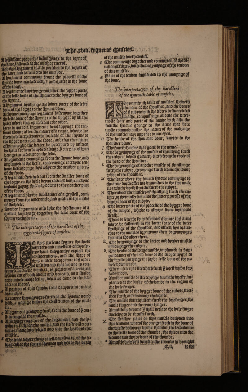 c . _« tteW,fai^nei>att^6^^#^oVti)etof* 5iot!)p0l?satMmtiasilfopeciiUcfctot^c topnteo? tue fence,attD faftcnet» to Ijts out t^He. . a ipaamcnt comnipnge ftonie t^e pjocefTc aftfjc CbpnnebonemacfeeDtoitl)! f anPgrafte in t^c bone • a ipganientc fenpttpnge togctbct tbe tjppcc pattC; of tbe leCfe bone of tbe flbionc to tbe bpggec bone o£ tbcffipnne* ,, : . aipgatopat bpnopnge tbe lotoee pacte oftbelefte ' bone of^lcggeto tbe Cbpnne bone, atbpnnetowecpngelpgainent taftenpng togetbep «tbe Icffc bone of tbe Dbpnrteto tbe bpggecbpalltbe foace tobece tbep open fcoin ccbe otbcr. ecreianoteoa Ipgainente besutapppnge tbeten* ‘ Dons abolite aftec tbe manec of a tpnge, tobpcbe are ftcetcbeofurtbffcoioetbc fojfcate of tbe njpnneto tbebDpecnatteB of tbe foote, ano tbat tbe natucc 6fbttnbettec be peccepneo bp inJtton foc baue tf t bpm beupbefi alonge,§ one part of bpni beingettttneOouecontbefpOe. d a ipoainente cottimpnge fconi tbe fbpnne bone,anb iinelantebattbebcele.contepnpngc cectapnc ten= bone oefcenbpnge tbpebJ^pe to tbe neatbec pactes of tbe foote* ^ ' u ‘.... . « . aipaanicntftcetcbeboutfcomtbernjallcc boneof tbe legge to tbebeelebcpngcouereOtoitbcectapne. t^oons gopng tbts toap botone to tbe neatbec pace ofibe foote. .,>1. l r « / aipgamentlpbetbe ftibltaunce of a gcpifell, com^ inpnge fcom tbe fnnecancle,anb gcaftc in tbe infibe oftbebeele. «aiiotbec ipgamentc alfp Ipbe tbe ftibUaunceof a gciilell, bnpttpnge.‘fogetbe!f' tb? leffe bwe Pf t^ f ii interpyetacyon ofthe ' eyghtenth tbpe pjefente fpgnte tbecbiefP hbptteceani) mapftece oftbpefcu mcebatie Dilpgentlpc erpjeft tbe confibecatione j anb tbe ibape of tbpe mtifclc accoiopngetof oibec iL<a^wwTra:-.«:iOf tobtCbe t0 COII ^ $ aiibrii, is ppjtton of a certare (pnobie tnfof botb abone^ ben^ib^t^^. fjcpoiinbeb tnooie fetlpe, ibben toe cotne to tbe bar . jractece t^cof. IBjPOjtton of tbis t^aftni^ee. c^ceapnef ^i^.<go tle* Ulpgamcn . t» tbe fpnotoe Hoteb oftl}emu& tbeflpgainentetmb <befp=»i, dOttfriOitainponwe ^ fnto tbe beabeofebe; iCbefeate a ^ ■ rnm te ISIMI ie.oftbefi^ of tbe mnfcleboetb confiff; _ r (tcbe cominpnge togctbecanb cotMitif)non,ot tbeob? uifion offibieSitoitb tbe begpnnpnge of tl^e tenbon 5 Inacte of tbe tenbon fmplanteb to tbe tnowpngepf tbe bone* 4 »• ;i interpretacyon ofthe IwaBtrt i '■ ‘ ‘ofthcnyntenth tableoftHi^les, Bps npnfentb table of tnufclee. Qefoetbi. tiie bone of tbe fboulbec, anb tbe.bonefif * 'of $ ttibpie tortb tbe fibtce belitieceb fco «^^.«...^.fleaibe, conipafTpnge aboutc tbe bttecs mode feaft: anb pacte of tbe banbe toitb alfo tbe fouctbe fpnotoe gopnge to tbe acine tbat bete mode coinmQbiowdpe tbe nature of tbe mabpnge of tbe nittfcle inape app cace to ouc epee» > H (Cbe beabe of tbe iboulbec bone, bnptte to tbe (boulbcc blabe. J Cbe fowctb rpnobie tbat goetb fo tbe acme* JC (Cbebegpnnpn® of tbemufcleoftbjndpng fnctbi tbecubpte,ttbtcb geotoetb fuctb fcom tbe tooteof tbe beabof tbe iboulbec. ^ ^bc begpnnpnge ofanotbec mufcle of tbiudpnge fnctb tbe cttbpte .geotopnge fwctb feome tbe lotoep cpbbe of tbe (bottlbec. w cbefeateiobece tbe fonrtb fpnotoc commpngetp tbe acme boetb off ce bis b jannebee to tbe ttoo muf? cies tobitbc boetb deetebe fnctb tbe Cttbpte. K Cbe enbe of tbe ninfcles of tbjudpng fnctb tbe ett^ bpte,oj tbeictnfection into tbe lattecpjoccde oftbe biggee bone of cubpte^ 0 ®be lattcr pacte of tbe pjoceffe of tbe bpggec bonp pf.tbc cubpte, tobicbe fs allpape feerie toptbottte. -< « * Cbece is fene tbe fouctb fphotoe gopnge to § acmp ^ hihcce be faC^etb in tbe lattec ieate of tbe bttec fiwtlpngc of tbe (boulbcc, anboffcetbbpsbtaims cbestotbemnfclesbjpngpnge tbeic begpnnpngea thert. ofbotopngetbe Cttbpte. . ^ , Che beabe of tbe l(«igcmurcle,implan(ebftt §ap» pcnbaunceof tbe leKe bone of tbe cubptenpgbe to tbetojedeptittpngetbefapbe IclTe boneof tbe eu* bptebotoritearbe. . 5 Cbe tiiufcle tbat deetebetb fUrtb f tojed afoj^ feebtenbPn. 5- Sfinotbet mtifcle of dcctcbpnge fiictb tbeb^ede.fnW, planteb attliebacbe of tbe banbe in tbe tegion o£ tbelptlefpngec. . y Cbe miifcleof tbe bpggec boneof tbe cttbpte,dcet» cbeb fnctb,anb bototnge tbeto?edc „ Cbe miifcte tbat tbuidctbfttctb tbe fojefpngec,tbe ■* miblefingec anb tiie cpngcfpngec. y 3!muftlebplb'5ome3!DbalI tbelptlefingcc cbiefelpetobe tbtude fuctb» — Cbefleaibpe pactebf.tbpsmttlclebctipbrtifnto tbjetcnbonSjiobecoftfteone gcaftetb in tbe boneof fbetojiede bolbpnge bp tbe tbombe, tbe feconbe ini to tbe fiede bone Pf tbe tbombe, tbe tbtebe tnto tbe feconbeanbtbptbe boneof tbe tbombe* te ^ m ^ ■ M m . 4 ♦'J ^ ' ^ 4 > » »9*