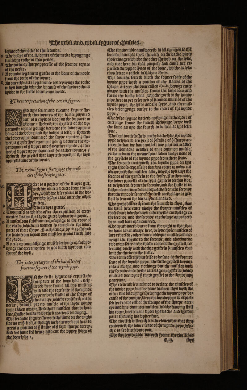 !opiiri!e oFtbe necke to t^e TeconDe* e is^e boope oftbejiJopnte of^ ncc&c bjpngpnge fuctbbpstoflje 0.1 D^arpcnes* u cbttotbeo^n^acpe procede oF tbe (econtie fopnte oftbenetbe» 13 rounbe Ipgamrnt graCte <n tbe bone of tbe noble f totn tbc totbe ♦ t. irtOttcctbtoarte Ipgamente contepnpngetbe totbc tn bs bougbt tobpcb^ bpcaufc of fapbe totb^ is l^pDbe in tbe firfte toucnpnge iopnt^ ^Theinterpretationofthe .xxyii.fygttre. \ fbPB feuen anb itocntpe fpgttrc toetb ttoo iopntf 0 of tbe b:efte,painneD ,out of a (bplbcB boop on tbf fojparte «i Miome 1 Cbfbjctl) tije gcpftell of tbe bp^ pecmofte topnte goingc bcttoene tbc lotoecappcn* banBoftbebobpe.anbtbeboDpe itfclft,! fljetoetb thelotoccappnibaunBof tbe fapbe iopntcB.? toett) a grpftellpe Ipgament gomg bettomc tbe aps pmbaunce of # bppct anb § ncatbcc iopnte ♦ 4 Q)e^ toert § bppec appcnbaunce of § neatbec iopnte3 5 ri^ftoetb tbc gcpftel tbat bnpttctb togctljcr tbe fapb appcnbaunce tobis iopntf* The.xxrffiiufygure jhe^yn^e the muf> cksoftheJiraytegutte>' '€ic is a pctttion of tbc fltaptc gut; jtottbbib murtlcB cuttefrom tbc bo iWcjtobicb toc bfc to Icuc in tbc bo< bpctobplcBtoc tafec outetbe otbee guttc^.'' .-.^Itfcbc ftrapte gtttt c/CtoointircIcBbibicbcaftet tbc ccpulfion of cwtc* mcntcB.bjatoc tbc fapbc gutte bptoacbc agapne. ImuftulouBfubnaunccgcotopngc to tbc rootcof tbcpacbc,hibicbcin tooincn is ioptiebto tbclobjcc pacte of tbcic fl^ape ♦ jfuctbccniotc,bp »tB (beteb tbc fcate feom toboni tbio nuifclcB gcotoc f uctb tuto tbcpacbc» c i. ^ , 3B tirtic ojt cotnpairpngc tnufclc Icttpngc oj fojbpb^ bpngetbccjccccmcntcB togocfuctbbjptbout ton» fentof tbftoplU ' The interpretatyonof thekdr^Bersof fourtenefiguresofthe T^yndepype. 0tbc fitfte fpgucc iB oepte» tbe fo?cpactc of tbc bcHte Ipbc v bclp= uercb bccc frome ali i)ps mufclcB toitbalfotbc fo.icfcatc of tbc topnbc pppcanbtbcftalltcoftbc ibape of inK«.»T»vTi»z:^ltbc attccpc,tobicbc confiftctb tu tbe i^feeoett^ pet no mufclc of tbe fapbc lupnbc pppetafecnatoapc.Kinbtbofe mufclcB tbatbcbcce fme ©albe bcclaccbbp tbc feacactccB folotopng» <Cbe feconbc fpgucc ©ctoctb tbc fame on tbe tpgb® iBbcaB in f fic(l,altbougb toc banenot Uept bete fo oceat a poztion of § ftalbc of p fapb ©aepe acteeps mb toe baue fta betice alfo wt tbc bpficc fi>bc0 p| cbc ., .. _ fcconbc,fauctbattbps (bctoctb ontbcbacfcc pdrte tbofctbingcBtolncbctbcotbcclbctocb on tbefpbc,’ aiib tbat bcce fot tbat puepofe anb caufe ace cjc^ piclTcb tbc bppet (pbcB of tbc bone, tobiebe is Ipbe tbpB lettee V talleb ina,atpnc Hjddts. Cbc fouctbc fettetb fuctb tijc fojmcc fcate of tbe faipnbc pppe fuptb a pojition of tbc flalcbc of tbe ©aepe actecpc,tbc bone callcb «^«««.bcpngc cutte atoape tottb tbc mufclcB ftoinc tbc fame bone anb fcoinc tbe biclle bone .tobpcbcgoetbtotbc topnbe pipCjbcce iB pet ccfccueb of ^comonmuftlcB of tbe topnbe pppe, tbefpfcc anb tbe fprtc.anb tberaurs cies belongpnge onclpc to tbc couccof tbctopnbe pppe 4 «tbcfpfte fpgucc bacictb notbpngcintbcotbecof cuttpngc fcome tbe fouctb ©ctopngc beepe tocll’ tbc fame as bpb tbc fouctb tobe fene at bpslcftc fpbe * Cbc fpet boctb fo ©cto on tbe bacbefpbe,fbc topnbe pppe beipucceb fcofceftof^ftalfee of§©acpcaci tccpcjfotbat toe baucnot leftanp pojtionncatbcc of tbc llomacbe neatbee of anpe common mufcle,' pet baue toc m tbc meanc fpacc taben atoape none of tbc gcpftelB of tbc topnbe pppe fcom tbeie feate» Cbe feuentb contepnctb tbc topnbe pppe on bps cpgbt fpbc fo cjcpjelfelpe tbat bps coucc is notoc cut atoape,tottb tbc mufcles alfo, tobpcbe bpb bnpt tbe feconbe of tbe gcpftels to tbc fpjfte» uctbccmoje, tbc lotoec pjocelTc of tbc fp^ft gcpflels on tbis fibe,' is beipucceb fcome tbc feconbe,anb tbc fpjftc is in fticbe manec tucneb ouee fo^toaebe fcom tbc feconbc ©at tbc mpbblc feate of ©c fieft cat©clage oj gei* itell is fene on tbc bacbcfpbc ait nafeeb. ebe cpgbt biuccetb tcomtbc fetientb Ia ©pS > tbat toe baue bcce cutte atoape ©c deapte mufcles of ©ofe fonte tobpcbe bnptte ©c tbpjbe cactbclage to ©e fcconbe, anb ©e feconbe cactbclage appeace© bcce moli bace Of bneoueeeb» Cbe npntbboetb baepefeom ©ecpgitt in©at,tbat toe baue taben atoape bece,berpbe ©ofe mufcles of late cebccfeb, o©ec fouce obipque mufcles of iops npnge ©c tbp©e to ©e feconbe,anb aftcctoacbe ttob mo^fette at©e©tcbc coote of ©e gcpflell,cc« fecutng onclptoi© ©e ©jegciftels# mufcles ©jat fenit ©c ©tebe to©e fi©c* <Cbc ten© offcc© b«n fclfe to be fene at ©c fojmec feate of ©c topnbe pppe, ©e fi©e gcpltell bepngc taben atoape,anb no©ingcbut ©c mufcles toi© tbe feconbe anb ©ptbe cactelage oj gtpftels (tobicb mufcles boc iopne § tbpjb gcpllel to ©e©pjbc)ap5 peacpngc, Cbc eleuen©ffcue©not tobeclace ©e ©ufclesof ©etombepppc,but toe baue ©atoen ©pstop©©e otbee ttoo f olotopnge ©etopnge tbc topnbe pppe be* caufe of ©c tongueil^ecc ©etopnbcpppe is cjcpjcf* feb fce f to tbc ccd of ©e dompe of ©c ©aepe acte^ ©c anb bps common mufcles,tobi©c baupng dpll bi0couec,boetblcanet)pon bpsbacbe anb bpnbec pacte ©ctoing bis bppec facc* • • <^c ttoclf© bidcce© fto tbcelcuen© © ©at©p| contepne© ©c lotoec feate of ©e topnbe ppp e.tobf* © c f s fet ftictb bnto po© C^i© m /r /