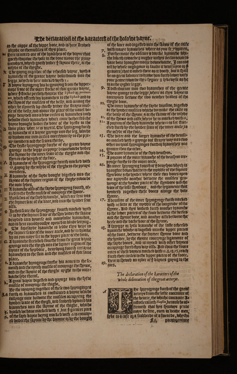io tiie cttppe oltlie^fppebone^anD (Irolwb abjobc cn tbcmuftlcB of tbps place. •« iBere ts noteo one of tbe b^autbes of tbc bapne tbac goetb tbo^ome tbebole m tbe bone aboue tbe p^iittp tjiembjes,»»bpcb SO^tb bnbec §.(bpane tbece, at tbc tnfpbcof tbetbPi^e. k €be gopng togetbcc oftbc tebecfeb bapne, toptb a bzauntbe of tbc gceatc bapne bcttcibutcb tnto tbe legge.b^pcb is bete marbeb toptb i. r 3 bapne bjpngpng bts begpnnpng fcom tf)e bppcrs itioje feate of roe outec ftocfee of tbat gceatc bapne, lobete § ftocbe pecfetb tbotolne tlje s fhach oz ftritm, «w.tobicb offcetbWs biauhcbes to t\fc siphach ano to tbefbpn of tbe inufcles of tbc bellp, anb ainong tbc otber be clpnietb bp cbieflp bnbcc tbe ftcapte mnf* ele of tbe bellp,anO aboue tbe place of tbe nauel bet pnge beupbeb tnto a fetoc ciccles o? bjauncbes ootb ' bebolbe tbofe bjauncbes tobtcb corae betbec fco tbe ' bapne bzotigbt bnbec tbe bone of tbe btefle in t^ A farae place tritec Aftstoiptte.CbefPZingpngfuctb i 01 btauncbe of a bapne gopnge tnto tbe leg, tobicbe iSbiatoenottt tnto ttccles ouectbtoactlp to tljepjes t IIP raerabecs anb tbe feates tbccbp. (ra Cbe fpzllefpipngpnge fiiitbe of tbe gceateba^c r gopnge totbeleggecceppngebotonebjacbebnbei; \ tbe fbpnne bp tbe ranec feate of tbe tbpgbe anb tpe fbpittO I 'A a bzauncb^ of tlje matfeeD toit& 5 e.gopng bptbetnfpbcoftbe tbpgbe to tbc pienpe ( S aibtanncbe oftbe Cipbebottgbt bigclteb mw tbe n 36 bianntbc alfo of tbe fapbefpjpngp^ i^nctb, of# fceb to tbe fptfte mufcle of raoupnge m tbwnf» s 23iaucbc8 of tbefapbbiauncbe, tobtcb ace fent tnto tfje f ojiufi: fcot of t!j€ fencf jOHD into fcot $ liUbis feate tbe fptpngpnge fotictb ■ © ts bp tbe fojiraec feate of tbeCbajb*iDet tbe ll»i|^be bctipbcb into bpuecfe anb mattpfolbe ^?a|incbes, anb is bece wiiiobpouOpe opencb tn blnbe »8 * ^ %bc fojefapbe biauncbe ts ^ tbc fotraec feate of tbe innec ancMnb bf ts bjonfee bp as pou niapc fec in tbe bpper parte ot ft 38 bzanncbeltcetcbeb fonctbefeoratbegeeat bapne flopnge tnto tbe tbpgb iwto tbe fojraec ccgicRt of ^be topnte of tbe bppbone, bjannebes to tbe Ibin anb tbc ntufcles of tbat lanie «♦^^bzattncbebipngpngefwctlje bis iientb anb tbc npntb mufcle of » anbtotbelbpnneoftbetbpgbe npgbe totbeoute* i- ^geeat bapL bigelleb anb gopnge into tbe fpfte ■ * mufcle of raoupnge tbe tbig^. «0 die iopnpng togetbee oftbefe ttoo fptpnginges 4 fuctb oi bzatintbes is conUttutebabapneuibi^e * fallpnge onte bettoene tbe ranfcles occnppeng bpnbec (eate of tbe tbpgb, anb tnaitncbes tnto tbe (fepraie of tbe *5*®^^i.***^^f cl bzaficbbiebaMeinacfecbtoitb 5 jbutpgceatecpaci 10 bepng maebeb biitb ^ ts contiap^ ^ bnOtt ^e batwibf pj bp tbc bpnj]^ of tbe bnee anb btgelteb into tbe fttbme 6F tbe (Ufe 7 bHtb manpe bzauncbes tobece as pon fe /ibJttten; o* :jfttrtbermotc“tbeobfcuref Daccbe b^atiHcbe bibi* * cbelobetO totoaebes ougbte ititbps oeclacation to bauebene b^ougbteraoojcbotDnetuacbe, 3I canno6 tellbpbilfore negligence o; faulte itb)as(rapneo^$ gcauecsjtbat it enbeb tbere as it boetb, but tt ibalf be no gceat labonce to b.zatoe btm fuctb totoec tmtbi ppucpennetotoacbetbpsfpguce 8 Ipltetopre asbP fSintbecpgbtelegge. Stbiftcibution tnto ttoo bjauncbes of tbe gceate bapne gotnge to tbe legge,tobece as tbps bapne is contapneb betbme tbc ttoo neatbec beabes oftbe 10 tbpgfiebone. ' tCbcinnec bjauncbc of tbe fapbe binifion, bigclteb attbebpnbecinufclestobicbeooraafee tbccalfeoj tbe bealp of tbe (bpnne,® at tbe Ibinne of tbe infpbe Of tbe Ibinuf anb calfc.tobece be is maefeeb toitb/r.' Jepoztionoftbcfapbbzatmcbetobeceioisfet tlcets cbeb fuctb bp tbc bpnbec feate of tbe innec ancle,to tbe infpbe oftbe fote, *J» Cbebttecanb tbe latgecbjatintbeoftbebeuifis on raacKcb tottb 9 gopnge out ftcapte uiap rat o ttoo otbec tncqual fpjpnginges fnctboj bjauncbes one 14. gceatcctbentbeotbec, .T Cbe outec bzauncbe oftbe nipbbcuirpon, ^ * 36 pojtton of tbe outec biauncbe of tbe beuifpon cce* ppnge fuctbe to tbe otttw ancle, *®* 36ninnec fpzpngpngfouctboff bcupfpontobpcbis biougbte botonetoaebe to tlje rapbble of tbe f ojmcc fbpn bone ? tbe bpnbec tobece tbefe ttoo bwtesopen one agapnftc anotbec bettoene tbe mufcles gco« topnge at tbe bpnbec pacte oftbe (bpnbone anb tbe feate of tbe lelTe Ibpnbone, anb tbe Ipgamente tbat bpnbetb togetbcu tbefe bones alongc tbc bole (bpnne. i7t 3Bbcuirton of tbe innec fpjpngpngefUctbniacReb tottb isfette at tbe rapbble of tbe longitube oftbe lhpnne.36nb djps (cnbetb fuctb anotbecbjauncbe to tbc lotoec pactes of tbe footc bettoene tbe beeles anb ^efl^pnue bone, anb anotbec alfo bettoene tbc beele anb tbe baebe bone of tbe^bpnne, f 0 36 fpipgge Oi Iptlc bzauncbe of tbe lafte cebecfeb biauncbe tobiebe is btgefteb into tbe bppec partes of tbe foote, bettoene tbefojmec Cbpnne bone anb tbe bpnbec, bp tbe tbpnne touecpngc ligamente ol[ tbe fapbe bones, anb is iopneb tottb otbec bapnes cceappngc fuctb tbpstoap alfo. 3fnb tbus ttjefotitc cotes oftbefe bapnes maebeb tottb ii,8.i8.*?.ceatbl fuctb tbeic ciccles totbe bppee pactes of tbe footc; _ i^ere ts ibetoeb an ojbec of § bapnes gopng tq tt|C '^‘toes. Tk declaration of the karactm ofthe ■ tfhok dclineation of the^eat Hrterye. fp^pngphge fuctb of tbe gceiit acteepe fcom tbe lefte concatttte of tbe beacte, tbe tobiebe concatiite 31« tiftotlccallctb^^^#’“,becaufebcaf* finnetb tbat bps f^notope pttttp inape befene. euen inlbeabe nienc iplte to a cafe oi a fcabbetbe of a fioeatbe jtobptbc — - - - patibgentHife