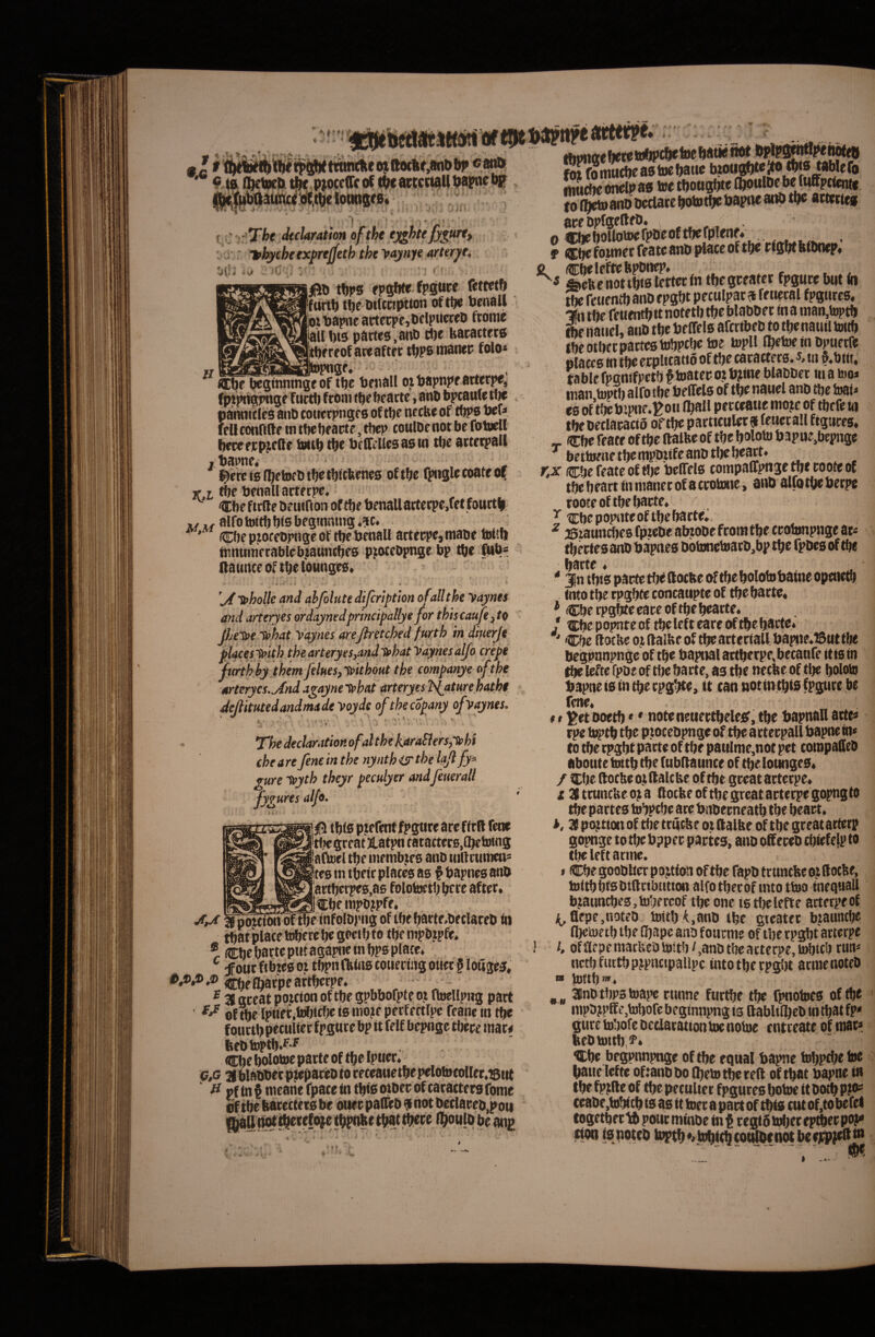 'f . 9 ^ t^c ptocffff of aac^U ^8P«^ I ♦ ' ’y'7he dtcUration ofthe tjighte fy^tirt, i' ■ l^bycheexprejfeth the yaynye arterjie. '4w iv» '■' ■ . t j- >. ’ .,■♦ '■ m ftps fpgwr fpgttw Ifcirt^ tfje Dilcnptton oft^ bcnail |oiDapneartccpe,liflpMcwD iall!h3 partes,act® rte hacatters Ittjfreof areaftft t^ps luanec folo* ^ ache pcginninge of t^c tenall ojtjapnpf artet^, fptptigpnge Tticd) f roai t^e ftearte, anO tjpcattie we pannities anP cotierpnges of tljc necfee of tij^swh lettconrifte tntf)c!)factc,rtiep coulDcnotbe fotuell bectfjcpj;cge tertb ftc tJf CffUcs as iti rtie arte epali j tiapn^ ^ , I^erci6(]^etort»tl^et!)icfepnes oftf;c fpnglecoateo? r T tbe Penall artftpe, CftefirtleDeiwrcon oftbe tjenallartctpe.fetfaurtfc w ^ alfotottbl)<sl)egtnmng>?c. ' (CbepiofrtpngcotrtiebfnaU artecpejinabe b)t!li innuraVrablebjauncljes pitotebpnge bp tbe fab* (launceoftbeldunges, Toholie and ahfolute difcription of ali the yaynes and arteryes ordaynedprincipallye for thiieaufejto JhetDe.lfhat yaynes arejlretched fuirth in diuerje flMesytfith thearteryes,dn4y>haty’a^esalfo erepe fmhhy.themfelues,y>ith6Ht the companye of the arterycs.^And agayne tobat arteryes l^ature hatht dejlitutedandmde yoyde of thecopany ofyaynes. * • Thedeclar.ttionofalthekaraSiers,y>hi cheare fene in the nynth <S' the lajl fy^ fure tpyth theyr peculyer andfemrall fy^ares alfo. ||5 tb(s pjefentfpgare arcftrB fene W gre at JLatpn r atattccs.Cl^etoing 'atbei tbf infnibtrs anb tnilmineti^ Ites in tbetr places as § bapnes anb llartbcrpes.as folotetljbcrt aftec» foutfibjesoi tbpnfbdiscowenngoiiccgloicges, ^ agceatpotcionoftbegpbbofpfeo? ftoellpug part of t!)clpi«ff,Wfb« ‘® Pfrffrtlpc feane tti tbe fourtb peculier fpgure bp tt felf bepnge tbere inar* feebtoptb.F-^ mfc bolotoe parte of tlje Ipuer, Vfi ^blabber piepareb to receauetbepelotofo!ler,®ut pf in § mcarie fpace in t^is oioer of caracters fome of tbe ftar ecters be otier pal&b 9 not DecIar0,poti ^hDAk^ Hiat fboutu T t K ' f • tmicSe onelp as toc tbougbte Iftoulbtbe^pcient» tof^etoanDbcclatebobjtbebapneatibt^ artertes are Dpfgelleb* .. ,, ^ o diebollotoefp5eoftf>efplenf« . , . ^ 9 (lEtie founer feate anb place of tbe cig^ bibnep« fecbcnotibiB lett«:ln tbegeeater fpgure but in m fetiemU anb epgbt peculpar ^ feueral fpgurcs, 'in tbe firuentbtt notetb tfje blabber in a ntan,toptb fte ttauel, anb tbe beffeis aferibeb to tbenauil twtb the otber partes tobpclietoe mpU (betoe in bpuerfe Places in tbe erplicatto of tbe caracters. s, w ^.biit; table fpgnifpetb f toatec oi b?ine blabber iii a too* inan toptl) alfo tbe belTels of tbe nauel anb tbe toai* es of’tbc bjpne.^oii Iball perceaue inoje of tbefe in tbe beclacacio of tbe particuler n feuerall figures. - (Cbe feate oftbeftalbeof tbe b»l®tol>3P»e,bepnge ' bertwnetbempDufeanbtljebeatt. T,x itibe feate of tl)e belTels compaupnge tbe roote of tbe beart in maner of a crotone, anb alfo tbe berpe roote of tbe fjarte* ^ tcbepopnteoftbebarte. ^ ffiraunebes fptebe alnobe from tbe crotunpnge ar« tbertes anb bapnes bpbmebiarb,bp tbe fpbes of tbe barte. * 3ln tbts parte rte ftocbc ctf tbe bolotobainc openeft into tbe rpgbte concatipte of tbe barte. * (Cbe rpgbte eareof tbe bearte. / tCbepopnreof tbelefteareoftbebarte* ' 'tCbe llotbe 01 (lalfeeof tbe arteriali bapne.l5ttt tbe begpnnpnge of tbe bapnalartberpe,betanfe it is in tbe lefte fpbe of tbe barte, as tbe necfee of tbe boloto bapne is in tbe rpgbte, tt can notintbis fpgure be fene. f t ^et boetb •' noteneuertbeleiS, tbe bapnall arte^ rpe tttptb tbe ptocebpnge of tbe arterpall bapne ni< to tbe rt>gbt parte of tbe paulme,not pet compa£[eb aboute toitb tbe (ubflaunce of tbe lounges. / tcbe ftocbeotllalcbe oftbe greatarterpe. i SStrunebeo^a Qotbeoftbegreatarterpegopngto tbe partes tobpcbe ace bnberneatb tbe ^art. h. a pojtion of tlje tegebe w llalbe of tbe gceat arterp gopnge to tbe b?per partes, anb otfereb cbiefelp to tlieleftarme. . f Cbe gooblter pojtion oftbe fapb truncbeojftocbe, tDttbbisbiftributton alfotbecof tnto tino inequall b?auncbe3,b)bercof tbe one is tbe lefte arteepeof j^afpe,noteD toitb^,anb tbe gteatec btauntbe Ibctoetb tbe Ebape anb fotirme of tberpgbt arterpe ) i. ofSIfpeinacUeOio!tb/,anDtbeatterpe,tobiebrun^ nctbfiutbpjpitctpallpc into tbe rps^u arnienoteb » Jjjftb»». ^ ^ 3nD tbps toape runne furtbe tbe rpnotdcs of tbe mpbjpff e,tDbofc beginnpng is Rablilbeb in tbat fp< gure tobofe bcclaration toe notoe entreate of mat*. ttebtoitbis'* Cbe begpnnpnge of tbe equal bapne ttrtjpcbe toe baue lefte oftanbbo (beto tbe reft of tbat bapne in tbe fpjlle of tbe peculier fpguces botoe tt botb Pio^ ceabe,tobicb ts as tt toer a part of tbts cut of,to be fel togetbeclb poucminbe inf regtbbjljer eptberpo?^ ttoti tsnptcb biptb*«tobt(bro^rn(itbe^}^^