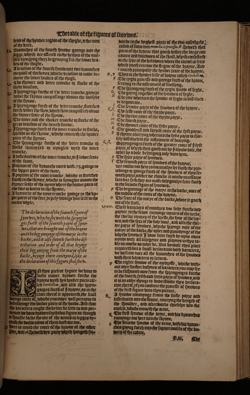 of t^e Wnni» c^onof t^e tom oftf;el(nfr« 15ja«ncl)fg of rtefouct!) Qmotoe gopnge <nto tlje kgge,tol)pcf) arcoffcreD to«)et>caDesoft!x:nuir^ Mc0 b^pasm tfm begpnnpng fro t\)c lotoec Ijca= bfSOftt)etl)tgf)e* 5, 31 Dcuifion oftfje fottttl) Ignote into ttoo btaimdjes fnfquall of tbitftcnes,tobicf)e betitQon is iiiaDe bct ttofnftbclotDCcbeaDfSoftbctbiSb. : ,,, «tbc tfjpnnet: ano tjttec ttuncHe oj (locbe of (hc ’ fapDcDititfion» ^ g 128 fptpngpnge ftirtbe of t^e tjttfc ttiincfec.gopjige bnDcttbf ffepiiiic tompalTmgc aboiitc tbc otufpbc of tbf njpcine. p,i 38 fpipnspnge furtb of tbc bttfctriiflcbe,(tcctcbfD fitrtb bnber tbc lbpn>!)jcb ftvtn coaipaffetb about tbf fozHif c fcate of tbc njpnne. Q , CbeinnccaiiD tbe tbtcUfr truncbe ojiftocUeof (be gcfat btmrton of tbc fouctb ftnoior* i,i t fpjpngpngc fitctb of tbc inner tiiintbe or ftocbe, fpiebbcon tbcnvpnne.tobtcbc cotieretb tbebpubcc pacte oftbea>praie; ®bf fpjprigpnge furtbeof tbf btfec triincfee oj. ftotbe comtnppcO oj iiipngleD toptb tbe innet mincfee. a 3! biftcibution oftbe innet tctiiicbe.in § lofaicc feate bftbefoote* ^ I. J&ojtionof tbc bjauntbenoteb h)itb.78»gofngcfo tbe bppec pacte of tbe foote» 1,2B po^tton of tbe imict trtincfee, Ibbicbc is (Itctcbeb futtb to tbe (bpnnfjtobidie is b^ougbte aboute tbe fojmec feate of tbe iopnte iobete tbe binbet pacte of tbefote islcnitte to tbe fb^nne* a*'.' ‘t:Cetabie o!ti^e Of fftiotoetf *iatbetc|be bpgbeO pacfeof fbbttoo HoTefbJf® J -caUeDofrotnetnen''*<**'^^<<!»/'‘*(t^x.!a (belnetb tbat parte of tbc b?apnc tbat goctb bnbet tbc latge coii f atittfc anb bofotwics of tbc ffettll, tobpcb cotifpftctb at tbc fppc of tbe bolobjncs toberc tbc tatnel is fette ^ifb boctbceceaaetbeflcgineoftbc btapne,^nl» ^otetb PJincipallp tbe bpnbec feate of'tbe biapne, ®, ® i;bp810 tbc bpnbec fellc of btapne callcb cerebeiium, « l^be rpgbt ptoceffe anb gopnge fottb of tbc btaine. reru|i|ig to tbeinflciinientof fnicUpng. F Cbe fp?pngpng fo?tb of tbc rpgbt fpnoto of fpgbt,’ C'4-l nieanetobpie 'Thedeclaradonofthejeuenthfigureof Jynot»es, H^hychejhel^eth the jpryngin* jgesfurth ofthejeuenthpayreofjpiof Tpesytbatarebroughtout oftbebrayne' andtbebe^ynnyngcoftbemarye in tbe back.e,and it dfofetteth furtb tbe dij» - tribution and orderof ali tbat bryns-e •: theirbegynnyngfromtbemaryeoftbe backeybeynge there conteynedjlykf as I thedeclarationoftbisfygHrejbaijbeT». il5tbp0 p?cfcnt fpgucc focbauciit ftitbe manet b^atoen ftirtbc tbe biapne toptb bpabpnbfcpartecal* lenCtrelelbm^SmXi fllfo tbC (p;pn« giiigcs furtb of § b^mpne,as tn tbc reotetberofit appcatetb,tbc fcuU bepngr ciitte of, tobiebe pou mape tocU perccptic in bcbolbpngc tbe binbet parte of tbc beabe.38nb tbat tbc baractecs migbt tbebetter bc fette to anb pet^ tepueb tot baue b^tabien fo^tbtbia figute as tbougb (t fboulbc lacbe tbe onc of tbe attne» o; legges bp« (auretbebeciaracton of tbem botbateone* £ i^ce ts notebtbc cooteoftbe biapne of tbe o^ ^ M m ' ^ W 9 M M ^ ^ ^begopngtogetberoftbcfpnotoesoffpgbt. «bc cote lofjerinto tbc fpiiotoe of fpgfjt is bifrofneb _ 01 begenerate ♦ 0 i’ roofe pftfje fpffe papjtc i Cfte gooDlpf if cinD froot r of tf)e fp(t popt^# S/» toberinto tf;e fpfte papjte is cbics Q 'R ^J^^*^®^iift)totbe inilrninentofbeacpng* ^Pipngpngesfouboftbe greateccooteofSfpft papje,of tobpcb tbp0 goetb oiit bp § bipnbe bole tbe wberbp a boic belongpng onip bnto bpm. ? Cbc feuentb pap^e of fpnotoes of tbc bjapne» t®mac(9gomgff„«s*ift'’§SerwS ii«itbpawe/iOtbecl»c tbinche ft miicbeneceffacpc W •-- - iotbe fcconbe ffgtire pf fpnotoes., tbe miboie of tbe coote of tbe bjapne. ’ “ »« (Mc fnttdeaitl» tumpnge iopnteo of tbe necfee' tbc ttocluc lopntcs of tbe bfehe,t^e fptie of tbe lopi ocs,anb tbe fpte of tbc bolp bone, anb alfo tbe tpepapjc of [pnotoes.hibpcbc fp.tpngc outc oftbe marpe of tbc bac^,tbe o?bec anb ptotebpngc of tbe iobpcifcfpnotoes 31 baue fette fottb bp^e otonc mpnbetoitb allbilpgence anb plapnesintbpstas bleao mu^ as mape be* ©ut bpeaufe tbps place tequicetb btit a fniall beclacation inrtb bacacters' toc^pll not note all tbc b?atincbes oftbe fpnotoes toitbtbeicbacattecsotletfers. g, «^crtgbtc Qaiotoe of tbe mpbzplfe, bJbicbehJttbs ottt nnpf furiet; bufptif 0 of borotters pou niap fet tobcfalbioneboutefcom tbe fpipngpnaes fuctbc Of tbefourtb,fpftbaub fprtepa^ofSteS ftisancafpctbpngeto bnberftanbc tbps beclaca^ tion tbcrof,pf pou conferte tbe pzocelfe of fwiohjcs oftbe ficftfiguce bnto tbp0 picture, ^ 3ff fpnofoe tommpnge frome tije fitfte papze anb biutibuteb into tbe Ibinne, cotiecpngtbcbcpfftb of tbe fboulbec, anb aftettoaebe cbicfelpe into tbe iiiufcle,tobitbemouetbtbe atrae, ® ^efiril fpnotoe o(^ atrae, anbbiabtaitntbes ^rtinnpngeotttbetcintotbentpime, j (tbe^^wonbe fpnotoe (tf tbeatrae,toitbbi0b2aun# ..ffig