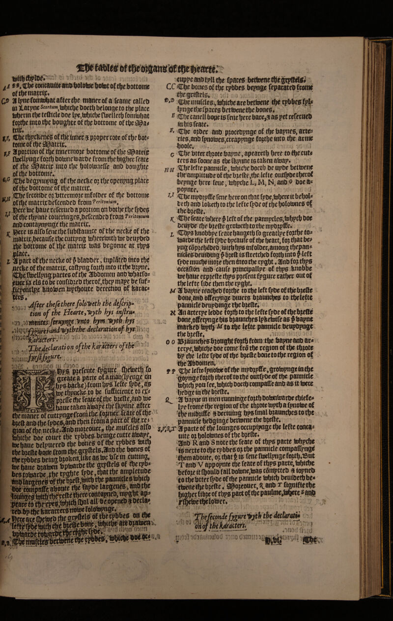 oftbtniatciK* C® airnefwiuflbataffcctbe manerof a ftartic calleo ai iatpnc 5«»^»««, toOttbe Doetb belonge to tbe placc i^erln tbe trfttcle Doe lpe,tDbtct)c noeltetO fomtubat fo^tbc (nto tbe bougbice of tU bottoine of tbe #ai trtjd. ' ■ . I/, ®b< .. tomcoftbe^atclic* y^F apoztiouof tbeinnerniojc bottomeoftbeS^atefjc ' ttocUpngefoitbboiDnetoacDe fcomtbebi#ecreace of tbc ^atciiC uuo tbe boloUmelTe anb bougbl^ oftbebottome*' ®bPbespm^ttg oftljcnecbeoztfjccpeopns placc bf tbe bottomc of tijc matciic. jjjr CbefecoftocoibttermozctnfolOec of tfje bottomc offbc itiatrijcDefcenbeO fcbin f ccc toe jbaue cefccueo a pou ton on botbc f be fpoc0 bf tbc tbpbnc coucctagc0,OefcenOeb fco«i atiOcontapnpngetbeniattijc. ' V i^ercis aifofcttc tbcfubtlaunce of tbc necbc of tbc matciCjbccaufc t!)c cuttpng luberctoitb tue beupDcD tbc bcsttbmc of tbe‘matrtjc toas bcgonnc at tbpa , 'IJlacc. . * 1pati ottbc nrtbc of $ blaooer, tnplaf Cb fnto tbc ; ^ccbc of tbcttiatrijd, caltpng fo?tb tnto ittbcbjpnc* ^itcctb eis to bc conftbzco tbccof,tbep mapc be ftif^ bb^Jocn io^tbbutc oercctipo bf bacae* j ,JfurtheJetherefolo'^eth wed^i^» ’ f ' tmof the Heartetlvjith hys rn .^vtfitnmifmyngeims hymiyfypMy$' ' Mbthv dedahawniiphyt^Vm f * y** N ^ t i X \ ' f i ‘ f -> *.• i -i' 'T'()^4^cyatiqnpfthe *‘ ^ .r- UiUi *' * i-» . % . 'if^ ,yn \m^ ‘i ■. f . r-stir-ot! m (^)wc 'gccatca parte of i^at?(lPCtte.C<^ bps ba'cbc>ftom bpa leftc fpbc; as 'toc tbpticbc to bc ruffltientc to e^« mtlTe tbc fe^e ctf jtbc bjellc,anp toc Ibauc tajtm atoape tb^ll^c a^c ctippcanbfpiitbe fpaces bcttofnetbegtpR^S* tbcgrtftels* : s ®'® t;beiim(clcsvtoblcbearcbcttocne tbctpbbcsfple Ipnge tbc fpaces bettoenc tbc bones* ^ iCbc canell botic is fc»c bccc bacc,5 as pet tcrcciieO inbisfcatc. f. Cbc ojocc anb p^occbpngcof fbcbapnes,attc* ctes,anO fpnotoes/rcappngc fo.ztbc into tbc acnic 4)0010« ‘ ^ G tcbe bttee tbjotc bapne, apeacctb bete to tbc ctit# ters 00 foone as tbc fbpnnc 10 tabm atoap* g ff tEbe Icftc panniclc, tobt cbe boetb Oe upDc bettoenc tlte'8inpittMbeoftbebjelle,tbc leftc outfpoctbecof bepngcberc feue,tobptbcl-,M,N,8i)0 ® Ooca* popnte» . u 'Cbe inpb^pff e fene bete on tbat fpoc,tobcrc tt bebol* b etb anb lobetb to tbe leftc fpbe of tbc bolotonco of tbcbicltC* : ■ ' ;! , •- : ?C Cbe leate tobere § left of tbc pannpclc0, tobptb boc bcttpbc tbe b^eltc grotoetb to tbe mpbjpffc* t CbP0 bnobbpe feate bangetb fo gccatlpe fo?tbc f0* toatoe tbc lefl fpbe bpcatifc of tbc bcatt, f oj tbat bc? png cop.icbcoeb,to<tbbp0 infoloer,aniong tbepan* hickSbCMibing ^b;cft is (Icetcbeb fo;tb tnto f Icft fpbe mucbCinoje tben into tbc cpgbt ♦ Inb foj tbps occaRdn anb caufe p?incipallpe of tbps-baaltoc tocbawe ejcpjeltc tbp0 pjefent fpgiicc tatbee oat of tbc leftc fibc tben tbc rpgbt. /w 3B bapne eCatbeb f 0jtbc to tbc left fpbe of tbc bjelf c bone.anb offerpnige bfaer0 b^auntbes to tbeleftc panniclc beupbtegc tbc bjelfc. ' K 31nartccpclebbc fo;tbto tbc leftc fpbe oftbcbjeQo l^e,ofct^ge bia b^anntbes Ipbetoife as §bapne MiatbcSb^^toib^ icfte panniclc bcnpbpntgr tbeb?clle« 0 0 ©jauittbcsbiongbtfojtbftbni tbc bapncanbdc? tccpCitobtcbc boc come fcS tbc cegion of tbc tbjoto bp tbc Icftcfpbcoftbe b^cbonetotberegionol tbcatbbomcm '> ■ ^ t T 'Cbclcftcfpnbtocbftbc nipbjpffe,gtotopngcintbc lop^cfojtbtbccof tbtbc outfpbcof tbc panniclc tobtcb pon fcc, tobtcb boetb compaffc anb as it tocte. bcbgcintbebielic* , ^ , bapne in inen etinninge fojtb botontoacbc ebiefe* panntere S:S^ife|Stoiebnct,^w^ Sparte of tbe lonngcsoccupipngc^c Icfte bibitbc boc coner tbc v tocbanc bclpncrcb tbc tbc btcllc bbtfc ftpin tocbanc bjatocn bptoarbctbc bes totoacbc,^ bc «JLSS taS ttttcotbolotottc0oftbcb?cflc< anb R anb S note tbc feate of tbps parte tobpebe ■ibem aboutc, oj tbat t ts fene ftocllpnge fojtb.tBut T anb V appopnfe tbe feate of tbps parte, tobiebe bcfoze it Ibottlb fallbotonc.toas coinpttcb 9 iopncb fotbcbtterfpbcoftbe panniclc ttbicb bcnibctbbc* ttocnctbcbicftc. #ojeouct,^anb r figntftetba bigbccfibjcoftbp rl^ctbclptocr( iti M ontbe ,Jb^f6e'ai;ibliabwtiv. S ■! f i -.1