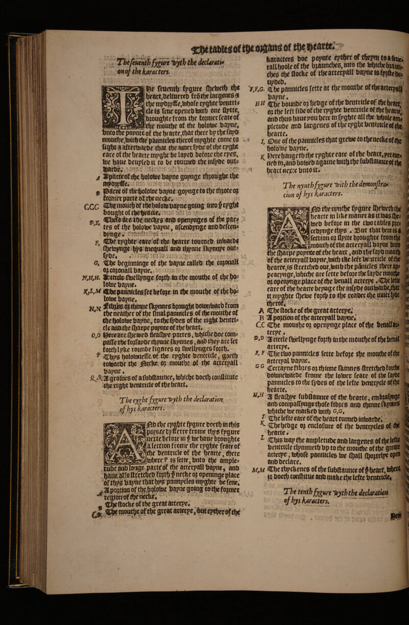 r _ * Tbeltue^fy^ thc dtcUrati* cttojthekaracters. ‘i V . /* ’ ^4* •. ' •^, sssii^e reumti) fpgtite (I)eM bfact.OritUfwD frSrtjelacgcncB^t tfte nipDj}?fEe,Ujl)ore cpgWf « deis rrncopeneOtoitb oneflptte, b;ougl)te f com ttje toiinccfcateof *tbe nioutbe of tbc bololoe bapne. »nto tbe popnteof ttje bf arie,tl)at tbctf bp tb« fapD niotitfjc,toitbfbr‘paBnttl® ttjiccof mpgbtc tome ta tiQbt gtafteftoacbetiiat tfje umecfptie: of tbe cpsW e ace of tbe bearte mpgbtbe lapeD befoje tbe epes, toe batie beupiebit to be touciieb tbe inf^e out« At ^ . - a' i» i ^ i iT .■ J * - i J j i f * • V- : * '? - z •< 1 ■ J B GCC • * ■ “i i*'. '1 * ir‘. Te •• 7'^ Kt '■>■;•■•■ ^ J- i V fbzitiet patt^bsibe neci^, ■j t ■ 11 > - r' ■ \A bougbtof tb®b^«^c*'i-5ns vji -r; 2) .J> 1»>M» »>«^‘1 '' tes of tbt bolotocbapne, afcenbpge anDbefcetis bpnge'»' lat^Wiibo b*artc: toiutneb, inb^tbe n)etopwsei^Sifneq«aH anb tbpnne ffepntipe buts fpbe« t G, tcbc begitinlngc of tbc bapiw talieb' tbe ojcojonaUbapne* - ^ ?T,w,H. aBittite fltoeilpngiifojtbstatbe raottftc of tbebo® lotoebapne* '/ ,*• j-> u .. ■, Ki^M SEbepaanidesXetbrfi^e in tbe tnoutbe oftbebQ^ lotoebapne* ' ‘ ; « w V i^tbjii&titbitmeCbpnnesbtougbtbobmtoatbfcom ' tbe neatbec of tbe (btalpannides of tbe moutbe of tbeboloioebapnc, totbefpbes of tbe dgbtbentcts cleaubtbe (barpe p(^te of tbe beact» 0,0 Ibecearc (betoeo fleaibpc partes, ti^itbeboe£oin« palTe tbe f ojifapbe tbpmte fbpnnes, anb tbep ace fet fottblpbe totmoefignresoj ftoellptigesfoub. ^ Cbps bolotodelTeof tbe rpgbte bentricle, goetb toloarDc ib.e |5ecHc, oj moutbe of tbe adecpail bapne* je^'^3S groftics Of aftibffatitice, tobftbe boetb cojiftitute tbectgbtbentcideoftbebeact».. ♦ fi f , ■ u ^ .. The eyght fygu,re'^^th the declarathn ofhyskaracters.- j|5b tbe epgbte fpgtire boetb fn tbfs rpopntebpfferce froine tbps fpgttre inecte beiote m f tue baue btotigbte afetttonfreme tbe rpgbte feateof tbe bentritie of tbe bearte, tberc _tobere? isfctte,bflto tbe amole* tubeanbfotige pactebf tbe arterpalt bapne, ano ■ ^ ' ojopeningeplace befene*' •^tegiKt^iMe* ^ Dbeftotbeoftbegceatactecpe; ^ ..) feacactccs boe popnte eptbee of tbepni foafeti^ tallboolcof tbe bjauncbes,itito tbe tobtcbebtauiis fbes tbe llocbe of tbe artecpail bapne isfpjftcbcs . tlPDcDo 'f,F,G. (stbe pannides fette at tbeniotitbe of tbeartirpatt, bapne« €be bounbe ot bebge of tbe bentricle of tbe beact; ot tbe left DDe of tbe rpgbte bentricle of tbe bearte;  anbtbus batiepoubere fn fpgbte alltbe toboleatm i pletuDe anb lacgencs of tbe cpgbt bentticleof |bii bearte. ^ 'n ‘ > * I. ^neoftbepannidestbatgretoetotbenetbcoftbc bblbioe bapne. ^ K 19crebangetbtl;erpgbteeare oftbe beart.petmp^ rieb fn,anD boteeb againc toitbi tbe ruottaunceof tlje beact nejctebnto it» I. The nynthfygure fi>tth the demonjlra* don of hys hir .teters. V 4 V /155 tbenpnfbe fpgitre ibetoetbtbe bearte in libemaner as ttisasibe: toeD befojte in tbe ttoot abies p;e; cebpngetbps. 35ut tbatbeteisa ifection oj flptte b.iOugbtf fcomtbe jmoutb of tbe arterpall bapne bnto i tbe ibatpepopnteof tbe beart ,an5 tbefapo niootb bftbearterpallbapne.toitbtbeleftbeiitride oftbe k beacfe,fsftcettbe5out,toitbtbepSnicle0tberfap? . pearpnge,tobf£be are fette befoietljefapbemotitbe ^ dtopenpftgepiaceoftbebenallarterpe.fbelefte - eare of tbe bearte bep«g e tbe infpDc puttoarlie,tbat • 1 it mpgbte fbetoe fojtb to tbe reaber tbe inner fpne fberof»'’'^. ■ \ . A CbellbcKeoftbegreatdrterpe* ~ B'3! pojtiwjof tbe arterpall bapne^ - C.C tcbe motitbeo; openpnge place of tbe beoalliit^ teepe. 3cirtlertoellpngefojtb intbeincutbeoftbebtnal arteepe. F. F Cbettoopannides fette befe^e tbe niotitbcoftbe arterpal bapne. Ccrtapnenbjesoitbinneftinnes ftretcbebfoitfie 'bobjneiDaroc frome tbe lotoer feate of tbe fapbe pannides to tbe fpbes of tbe lefte bentrpcle of tbe bearte. ^ 31 fieatbpe ftibftannte of tbe bearte, emb?afpnge anbtompairpngetbofefibtfs anD tbmnentpiw^ tBbicbctoematfeebtottb g,g, tCbe lefte eare of tbe beart tiimeb intoarbe; Cbebcbgc oj endornte of tbe bentcpcles of tbe . bearte. ' ’ ^ Cbis toap tbe ampletttbe anb largenes of tbe lefte bentricle dpmmetb bp to tbe moutbe of tbe gceate i artet?>e, lobofe pannides toe (ball (bottelpe opfli I anbbedare. mM ^betbpcbenes oftbefubllatthceofjbearf.tobert it boetb conftitue anb mabetbelefcebentride* i» 1 The ttnthfygm ifj/thtH declarem e>f hjs karaettrs.