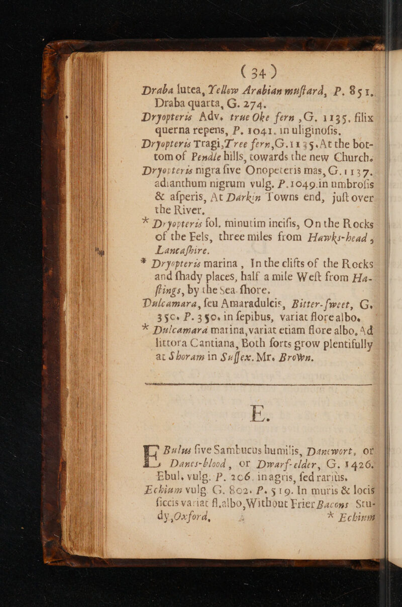 (34) Draba lutea, Yellew Arabian muflard, P. $51, Draba quar ta, G. 274. Dryopteris | Adv. true Ob fern ,G. 1135. fili querna repens, P. 1041. in ul ginofis, Dryopterzs Tragi,7 ee fere ,G.11 35. At the bot- tom of Pen4le hills, towards the new NH Dryoiteris mgra five Onopeteris mas, Cr. i 1 M^ dianthom n nigrum vulg. P.1049. in na us &amp; afperis, At Darkig Yowns end, juftov the River, Ad ZI» yepte Y 15 Ío l fninuti of tbe Fels, Vets 7 )ryepterzs marina , Inthe clifts of the Rocks and fhady places, hs d£ a mile Weít from Ha- flings, by the sea. fhore. Dslcamara, ieu Amaradulcis, Bitte r- [wett, G, 350. P. 350. in fepibus, variat floi 'e albo, * Dulcamara waiina,variat etiam flore albo, 4d littora Cantiana, Both forts grow plentifully at S boram n $: [fex . Mr. Brown. n incifis, On the R ocks three ie. fcómi Hawhks- bead 4 afhire. Vct een e e ER DER PUN ak Me ET TA -l Ju 0 p j Bului five Sambucus humilis, Ds Of Eo Danermblod, or Dwarf-clder, G. 1426. Ebul, vulg. P. 2c6.inagris, fed rarius, Echium vulg G. 862. P«5 319. In muris &amp; loci$ ficcis variat fl.albo. ,W ith. Sut Erie tBacogs Stu (Ae FK) / X : dy, Oxford, * Echbigs