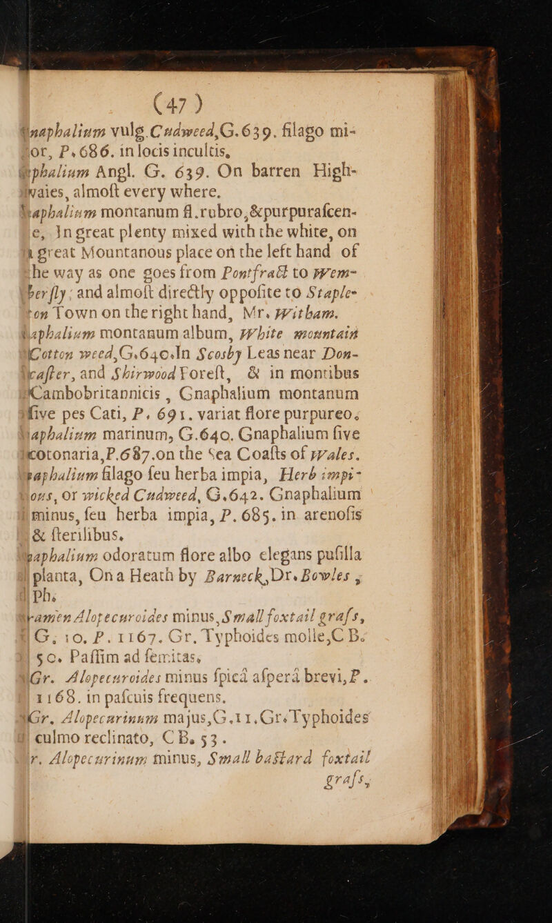 Wpepbalium vulg. C udweed,G. 639. fila or, P. 686. in locis incultis, phalium Angl. G. 639. On barren High- vaies, almoft every where. baphalism montanum fl.rubro,&amp;purpurafcen- e, In creat plenty mixed with the white, on | great Mountanous place on the left hand of he way as onc goe 8 Írom ] Pontíra&amp; Ito Fem- berf]y ; an d almoft diredtl E et: to Staple- en Town on theright hand, Mr. jzitbam. lepbaliusg montanum a album, White smotmtatá ICotton eh G6 c.In Scosby Leas near Don- por. and $hirxwood FOreft, &amp; in montibus n Cambo - itannicis . na phs lium montanum n five pex Cati, P. 691. variat flore PUn; An lapbalium marinum, G G.640. Gnaphalium fiv &amp;otonaria,P.687.0n the «ea Coafts of zz si paphalium ll ilago feu herba impia, Herb impi- 015, O1 wicked Cudweed, G.642. Cnap Xhalium minus,feu herba impia, P. 685. in. arenofis | &amp; fterilibus. DUE papbal lium odoratum flore albo elegans pufilla Ili planta, Ona Heath by Barzeck,Dr. Bowles , ph, 3 * V pA a A * * [uj P P E. : fta 1 Framenasuotecuroiaes n i pus ,9 Ii 0X AM gTaJ 5, E L n PC CTS NEMEq lla (C^ P » : j os es REUS ri ENS G &amp; * O, d )IlI07. V5I » i vy pioidc 5 In O1lC jV 1Jo $C. Paffim ad femitas, à Gr. Alopecuroides winus fpicà afperá brevi, P. 1 1165. 1n pai cuis frequ ens Gr. Alopecarinum goajds. G I1, GriTyphoides m 0 NS (C B,53. Alopecurinum tninus, ; All baslard foxtail