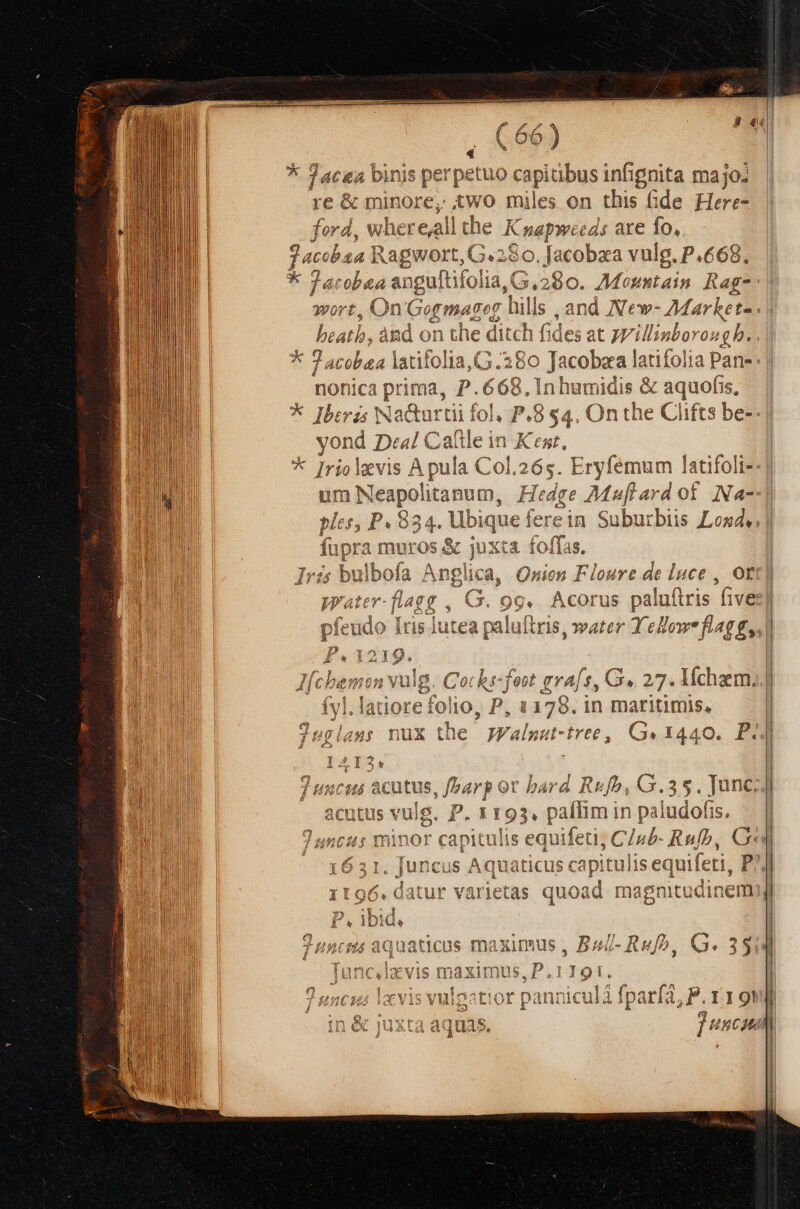 * 74cga binis perpetuo ie bus infignita majo; r:e&amp; minore, iwo miles on this (ide Here- ford, where,allthe K Cnapecds i are fo,, jatibaa Ragwort,G.280. Jacobxa vulg. P.668. * Jacobaa angultifolia, G.280. 7Mosstain. Rago | n On'Gogmagog ills ,and New- Markets beatb » ànd: on the di itch 1d at JVillia borou gh. | . £ . Ery femum latifoli- e Mufard of. Na-- in Suburbiis Loxd.,| nglica, Onion Floure de luce , Of 12 , G. 99. Arar paluftris five à Ted  Ta X. ] e 1 ; | utea paluitris, water Yellow flag £,, | den grajs, G. 27. Iíchzm,.| 1178. in maritimis, | the jFaln it-tree,/ Ge 1440.. PA] ] tncutó &amp;cutus, t fer pot bard Rufo, G. 35. Junczj utt . P.1 193. paffim in paludofis. . | 4; minor capitulis equifeti; C Ciub- Rufb, Gi Juncus Aquaticus capitulis equifeti, P ^l latur varietas quoad magnitu dinem ticus maximus, Bel-Rufb, G. 3514