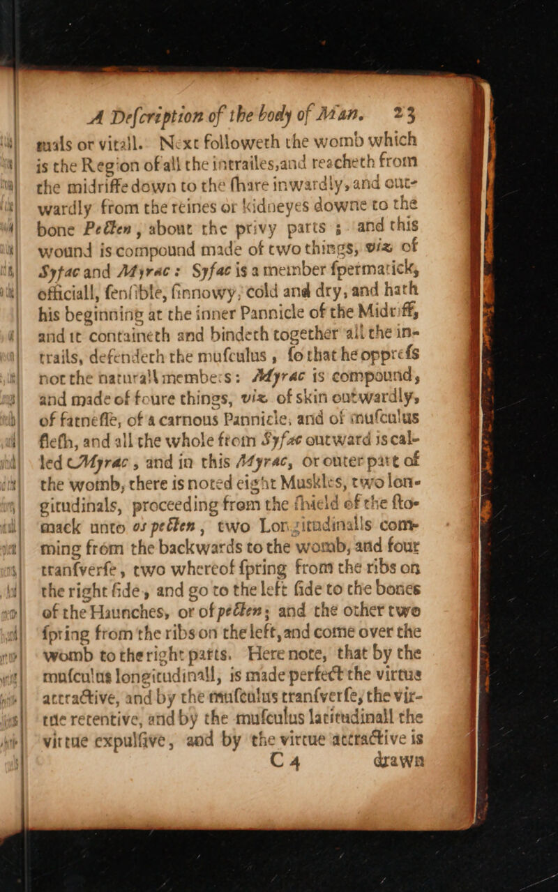 mals or vitall.. Nexc followerh the womb which is the Region of all the intrailes,and re ‘acheth from the midriffe down to the {hare inwat rd ly, and wardly from the reines or kidneyes downe to the bone Peéten , about the privy parts and this wotnd is compound made of two things, viz of Syftacand Myrac: Syfac ig a member fpermarick, officiall, fenfible, finnowy, cold and dry, and hath his beginning at the inner Pannicle of “a Midriff, anid it containeth and bindeth together ‘aii the in- trails, defenderh the mufculus , fo that he opprefs not the natura}k members: Adyrac i iS compound, and made of foure things, viz of skin outwardly, of farnefle, of a carnous Pannicie, and o! mufculus flefhh, and all che whole froin Syfae outward iscal- led CMyrac , and in this A4yrac, Or onter pa rt of the wornb, chere is noted e1gt 1 Musk kles, two lone gitudinals, proceeding frem the fhield of the fto- mack unto os peéten , two Lon, ‘itadinal Is con ming from the backwards to the womb, arid four tranfver fe, two whe hianamre BA om the ribs on the right fide, and go to the left fide to the bones of the Haunches, or of pelen: and the other twe {pring from the ribs on the left, and come over che womb totheright patts. Herenote, that by the ronfenlus longitudinal, is made per fect the virtus attractive, and by the mufealus tranfverfe, the vir- tne retentive, and by the mufeulus lacitudinall the virtue expulfve, and by the vircue atcractive is C4 qrawn sTttTr Q Gul?