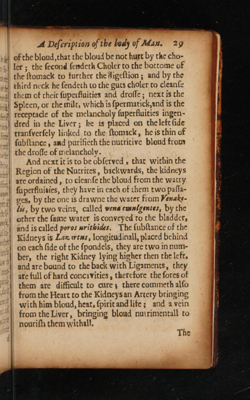 = = = ana . 3 = =e - . =: &lt; — ~ : : — : “ 4 ~ = ~ e —e ~— = Ss &lt; 5 5 - 2 = sd —_ —— — ee — om os —-— A Defcription of the body of Adan. 29 of the bloud that the bloud be not hurt by the cho- ler ; the fecond fersdeth Choler to the bottome of the ftomack to turcher che digeftion ; and by the third neck he fendeth to the guts choler tq cleanfe them of their fuperfluities and droffe; next is the Spleen, or the milr, which is {permatick,and is the receptacle of the melancholy fuperfluitics ingen- dred in the Liver; he is placed on thelefe fide eranfverfely linked to the ftomack, he is thin of fubftance , amd purifiech the nutritive bloud from And next itis to be obferved , that within the Region of the Nutrices, backwards, the kidneys are ordained , to cieanfe the bloud from the watry fuperfluisies, they have in each of them two pafla- ges, by the one is drawne the water from Venake- lis, by two veins, called wena eusslgentes, by che other the fame water is-conveyed to the bladder, and is called poros writhides. The {ubftance of the Kidneys is Zaz wtas, longitudinall, placed behind on each fide of the fpondels, they are two.in num- ber, the right Kidney lying higher then the left, and are bound to the back with Ligaments, they are full of hard concavities , therefore the fores of them are difficult to cures there commeth alfo from the Heart to the Kidneysan Artery bringing with him bloud, heat, {piricand life; and a vein from the Liver, bringing bloud nutrimentall to nourifh them withall.