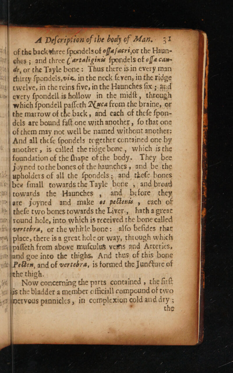 of the back three {pondels of offafeers,or the Haun- ches.; and three ( artaliginss {pondels of off4 can de, ar the Tayle bone: Thus there isin every man thirty fpondels,e#z, in the neck feven, in the ridge 1) cwelve, in the reins five, in the Haunches fix ; and +) every fpondell is hollow in the midft, throu igh | which Rpoeeles pest Nxca from the braine, or | the marrow of the back, and each of thefe fpon- | dels are bound faft one with.another, fo that one | of chem may not well be named without : another: | And all thefe {fpondels together contained one by another, is called the ridge bone, which isthe | foundation of the fhape of the body. They bee Joyned tothe bones of the haunches , and we the ‘| upholders of all the fpondels ; and thee bones bee {mall towardsthe Tayle bone , and broad ‘}towards the Haunches , and before they ‘| are joyned and make os peétenws , cach of | thefe two bones towards the Liver-, hath agreac ‘| round hole, into, which is received the bone called Widwertebra, or the whirle bone: .alfo befides thar ‘ili ) place, there is a great hole or way, through which (i }pafferh from above mufculus veins And Arteries, ‘and goe into the thighs. And thus of this bone Peden, and of vertebra, is formed the JunCture of behe thigh, Now concerning the parts contained , the &amp;rf lis the bladder a member officiall compound of two ‘nervous pannicles, in complexion cold and dry ;